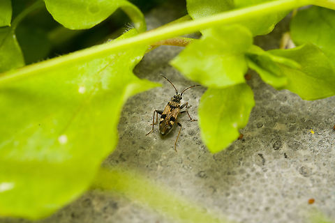 Beosus maritimus, Heesch, Netherlands Seed bug found in the garden. It wasn't very cooperative, unfortunately. Beosus maritimus,Macro