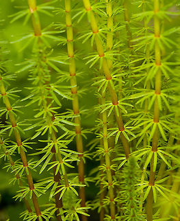 Common Mare's Tail, Heesch, Netherlands This is a water plant that does naturally occur where I live, yet in this case its a purchased specimen planted in our mini pond in the garden. Only the roots are below the water surface.
https://www.jungledragon.com/image/117630/common_mares_tail_-_closeup_heesch_netherlands.html Hippuris vulgaris,Macro