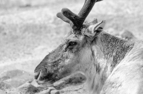 Reindeer portrait in Antwerpen zoo  Antwerpen,Rangifer tarandus,Reindeer