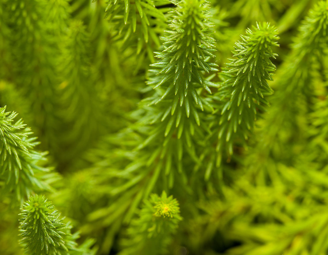 Common Mare's Tail - closeup, Heesch, Netherlands This is a water plant that does naturally occur where I live, yet in this case its a purchased specimen planted in our mini pond in the garden. Only the roots are below the water surface.<br />
<figure class="photo"><a href="https://www.jungledragon.com/image/117629/common_mares_tail_heesch_netherlands.html" title="Common Mare&#039;s Tail, Heesch, Netherlands"><img src="https://s3.amazonaws.com/media.jungledragon.com/images/2/117629_thumb.jpg?AWSAccessKeyId=05GMT0V3GWVNE7GGM1R2&Expires=1759968010&Signature=fhC20fZcyiybnhEOv2qP81zttnE%3D" width="126" height="152" alt="Common Mare&#039;s Tail, Heesch, Netherlands This is a water plant that does naturally occur where I live, yet in this case its a purchased specimen planted in our mini pond in the garden. Only the roots are below the water surface.<br />
https://www.jungledragon.com/image/117630/common_mares_tail_-_closeup_heesch_netherlands.html Hippuris vulgaris,Macro" /></a></figure> Common Mare's Tail,Hippuris vulgaris,Macro