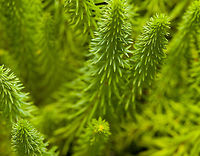 Common Mare's Tail - closeup, Heesch, Netherlands This is a water plant that does naturally occur where I live, yet in this case its a purchased specimen planted in our mini pond in the garden. Only the roots are below the water surface.<br />
https://www.jungledragon.com/image/117629/common_mares_tail_heesch_netherlands.html Common Mare's Tail,Hippuris vulgaris,Macro