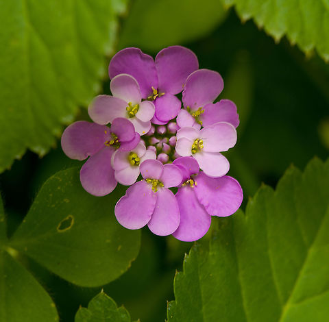 Iberis umbellata, Heesch, Netherlands Cultivated, from the garden.
https://www.jungledragon.com/image/117636/iberis_umbellata_-_closeup_heesch_netherlands.html Garden candytuft,Iberis umbellata,Macro