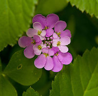Iberis umbellata, Heesch, Netherlands Cultivated, from the garden.<br />
https://www.jungledragon.com/image/117636/iberis_umbellata_-_closeup_heesch_netherlands.html Garden candytuft,Iberis umbellata,Macro