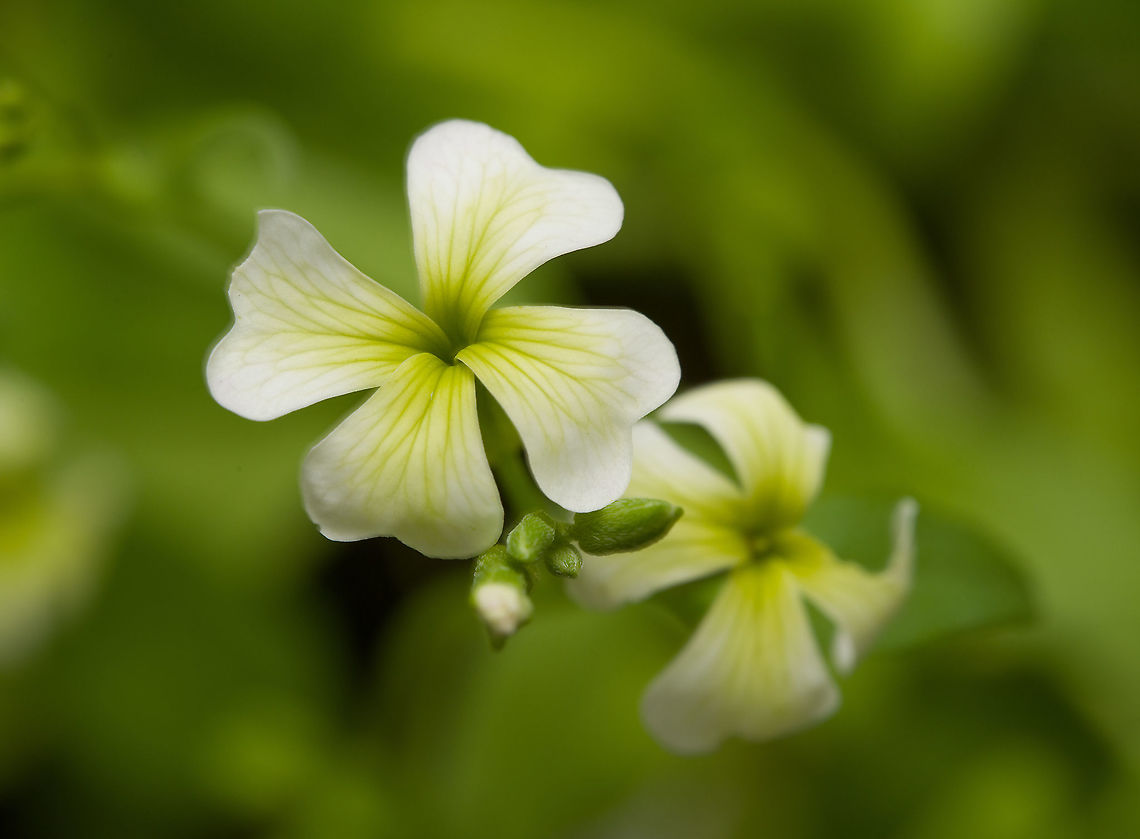 Virginia stock / Malcolmia maritima Cultivated, from our garden. Normally associated with more sandy habitats but it seems to be doing fine. Its flowers can be white, pink, or purple. Macro,Malcolmia maritima,Virginia stock