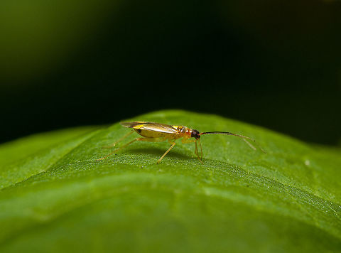 Campyloneura virgula, Heesch, Netherlands Found in the garden. A deep crop, couldn't get closer to it. The dutch name "Bonte geelschild" translates to "Variegated yellow shield". They feed on small arthropods, like aphids and mites.

I only just learned that all species in this family (Miridae) lack ocelli, the extra "eyes" found on the top of the head of many insects. For this reason, the dutch family name is "Blind bugs". Note that they do have eyes, just not extra ones. Campyloneura virgula,Macro