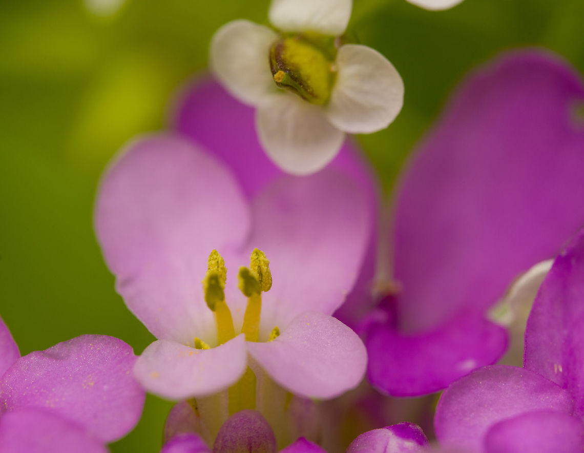 Iberis umbellata - closeup, Heesch, Netherlands Cultivated, from the garden.<br />
<figure class="photo"><a href="https://www.jungledragon.com/image/117631/iberis_umbellata_heesch_netherlands.html" title="Iberis umbellata, Heesch, Netherlands"><img src="https://s3.amazonaws.com/media.jungledragon.com/images/2/117631_thumb.jpg?AWSAccessKeyId=05GMT0V3GWVNE7GGM1R2&Expires=1769040010&Signature=3dwgshPOiNhOCbVSR1yJ5wiz20k%3D" width="200" height="196" alt="Iberis umbellata, Heesch, Netherlands Cultivated, from the garden.<br />
https://www.jungledragon.com/image/117636/iberis_umbellata_-_closeup_heesch_netherlands.html Garden candytuft,Iberis umbellata,Macro" /></a></figure> Garden candytuft,Iberis umbellata,Macro
