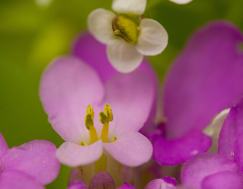 Iberis umbellata - closeup, Heesch, Netherlands Cultivated, from the garden.
https://www.jungledragon.com/image/117631/iberis_umbellata_heesch_netherlands.html Garden candytuft,Iberis umbellata,Macro