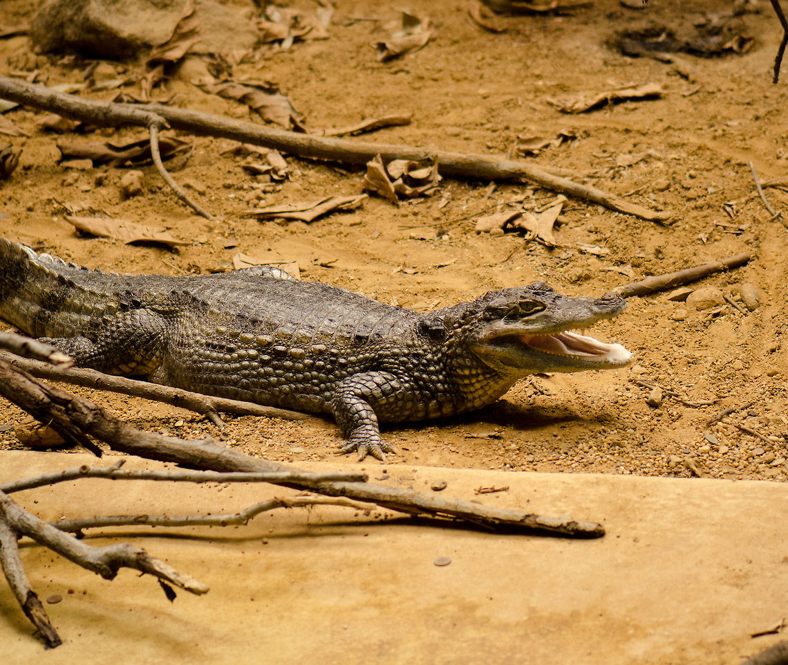 Spectacled caiman at Antwerpen zoo  Antwerpen,Caiman crocodilus,Spectacled caiman