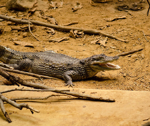 Spectacled caiman at Antwerpen zoo  Antwerpen,Caiman crocodilus,Spectacled caiman