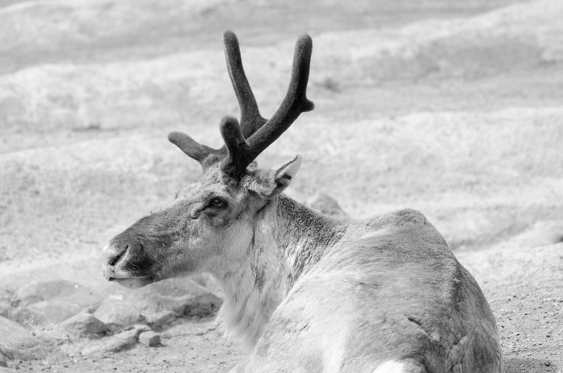 Reindeer (B&W) in Antwerpen zoo  Antwerpen,Rangifer tarandus,Reindeer