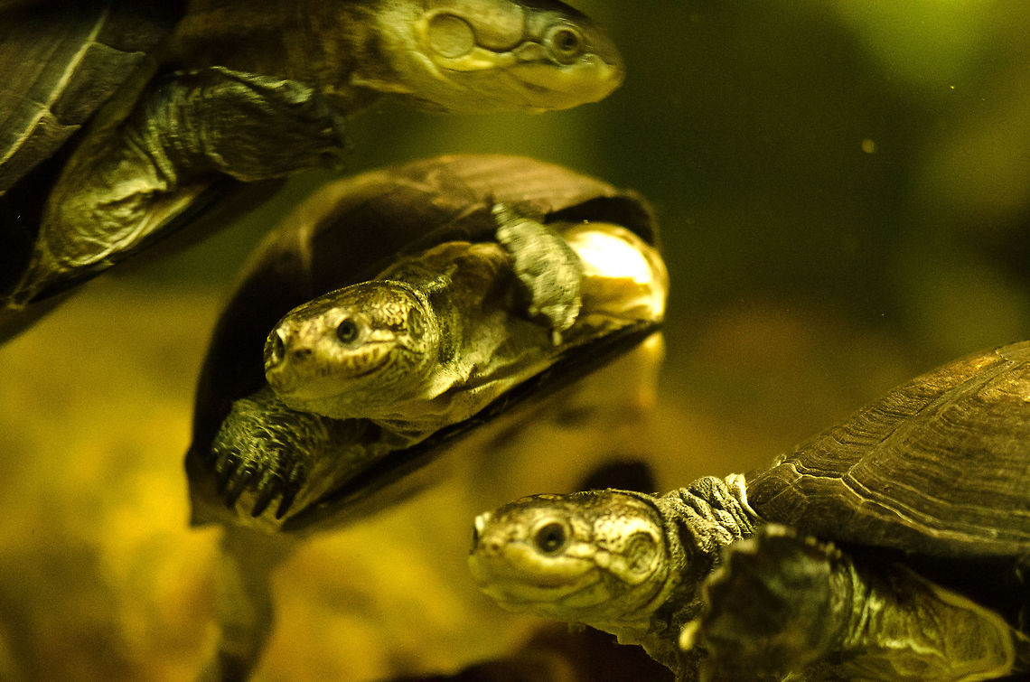 African keeled mud turtles swimming at Antwerpen zoo The light was poor and they were swimming quite fast, so it is not as sharp as I wanted. African keeled mud turtle,Antwerpen,Pelusios carinatus