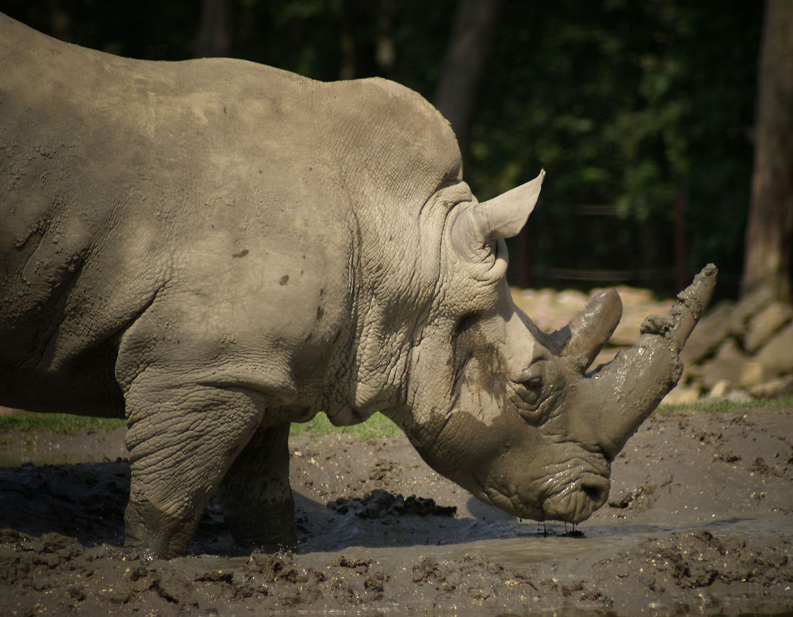 Male Rhino in muddy waters A large male Rhino dips his face in the mud, clearly enjoying the coolness. Arnhem Zoo,Ceratotherium simum,Mammalia,Rhino,White rhinoceros
