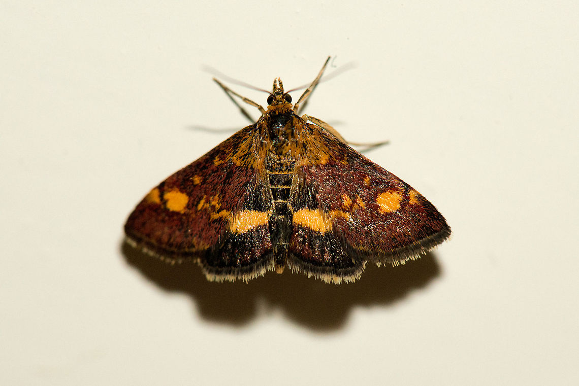 Mint moth at my wall, captured last night  Macro,Pyrausta aurata