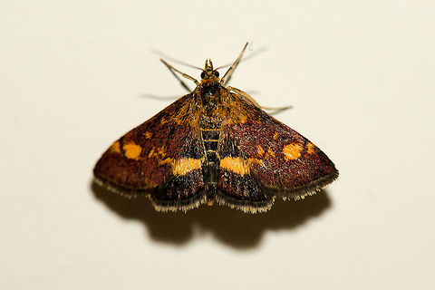 Mint moth at my wall, captured last night  Macro,Pyrausta aurata