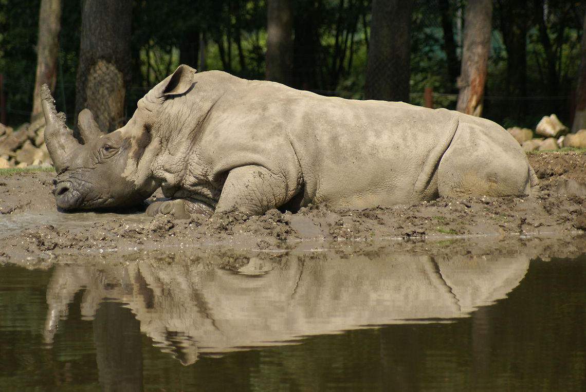 Rhino mud bath A large male Rhino sleeps in the mud, whilst his reflection in the water seems to make him double lazy. Arnhem Zoo,Ceratotherium simum,Mammalia,Rhino,White rhinoceros