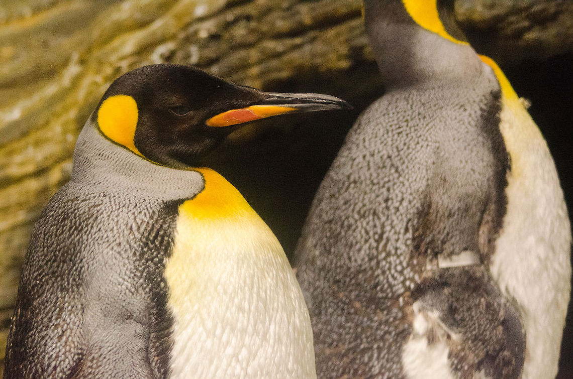 King Penguin at 'Vriesland' in the Antwerp Zoo This King Penguin is just one &quot;class&quot; below the largest penguin, being the Emperor penguin. Antwerpen,Aptenodytes patagonicus,King Penguin