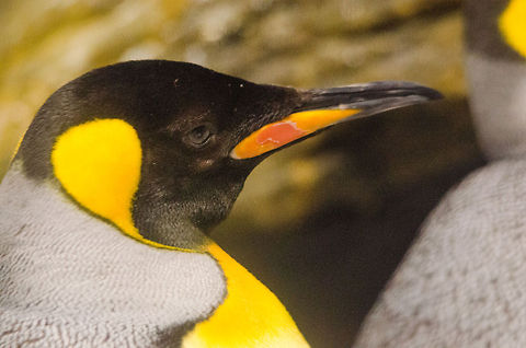 King Penguin closeup  Antwerpen,Aptenodytes patagonicus,King Penguin