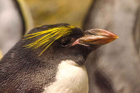 Rockhopper Penguin at 'Vriesland' in Antwerpen Zoo  Antwerpen,Eudyptes chrysocome,Southern Rockhopper Penguin