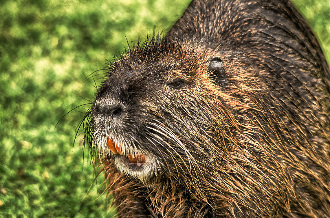 River Rat did not brush teeth  Antwerpen,Coypu or Nutria,Myocastor coypus,zoo