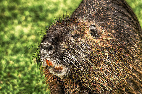 River Rat did not brush teeth  Antwerpen,Coypu or Nutria,Myocastor coypus,zoo