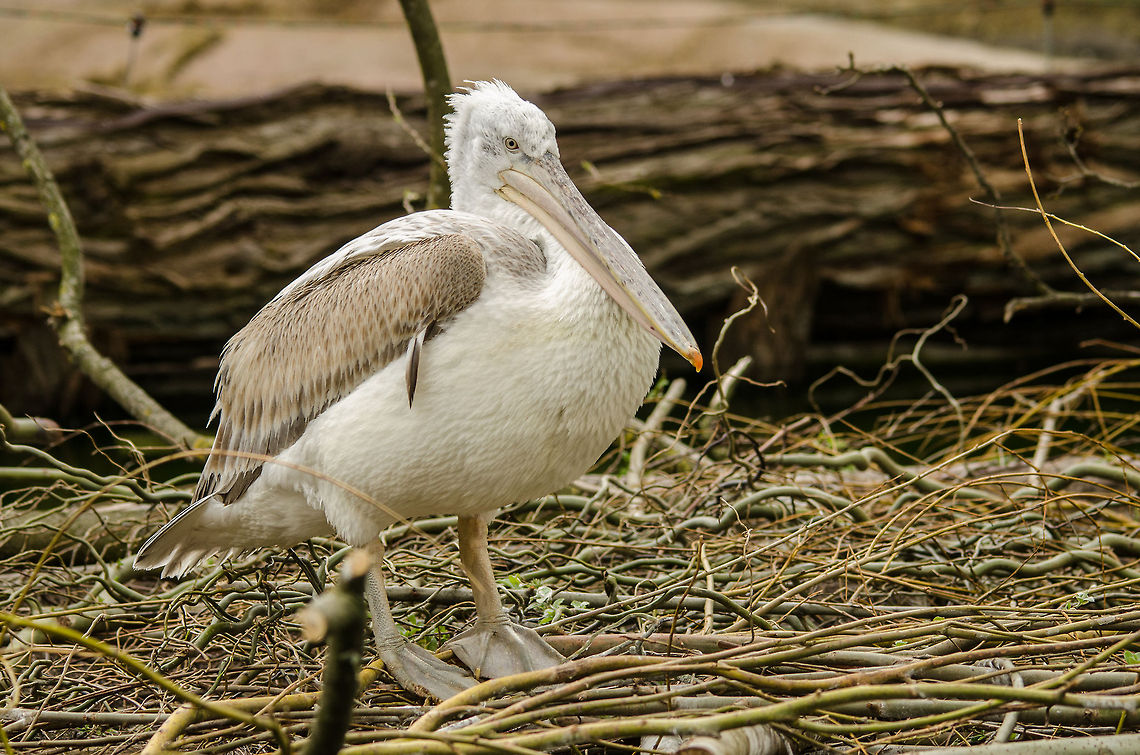 Dalmatian Pelican at Antwerp zoo  Antwerpen,Dalmatian Pelican,Pelecanus crispus