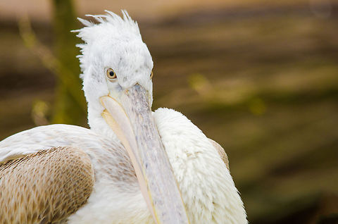 Dalmatian Pelican closeup  Antwerpen,Dalmatian Pelican,Pelecanus crispus
