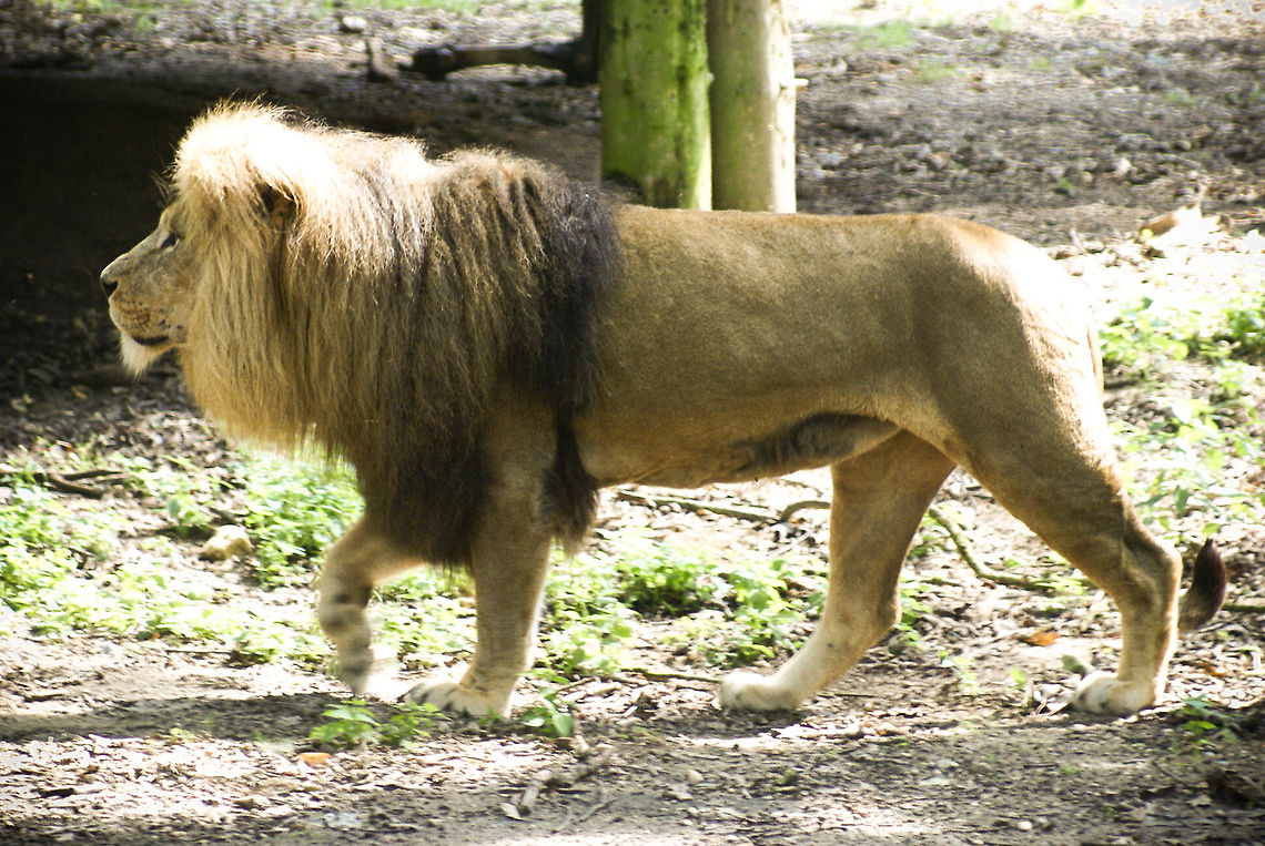 A locked up Lion King An adult male lion goes for a tour in his compound in the Arnhem zoo. Arnhem Zoo,Big Cats,Carnivora,Mammalia,lion