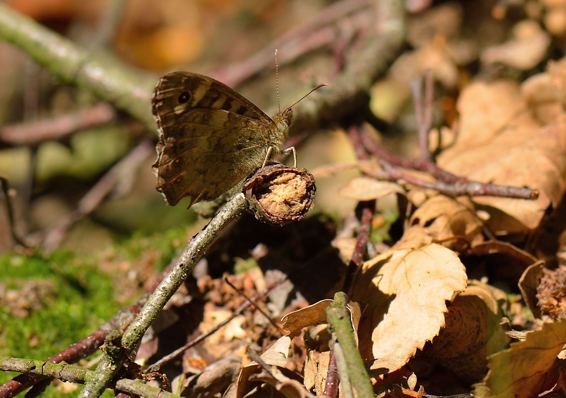 Speckled Wood in south of Netherlands  Pararge aegeria,Speckled Wood