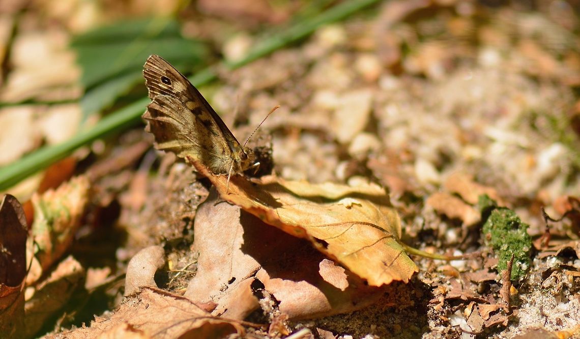 Speckled Wood on leaf  Pararge aegeria,Speckled Wood