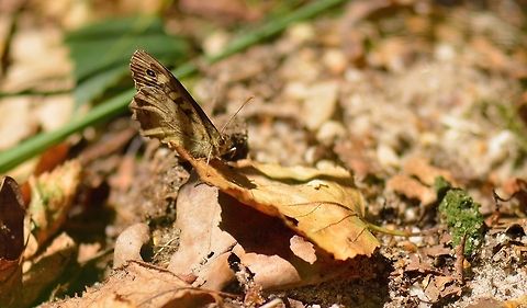 Speckled Wood on leaf  Pararge aegeria,Speckled Wood