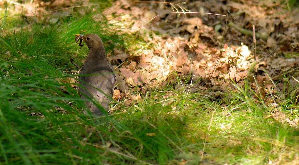 Common Blackbird, female building nest  Common Blackbird,Turdus merula