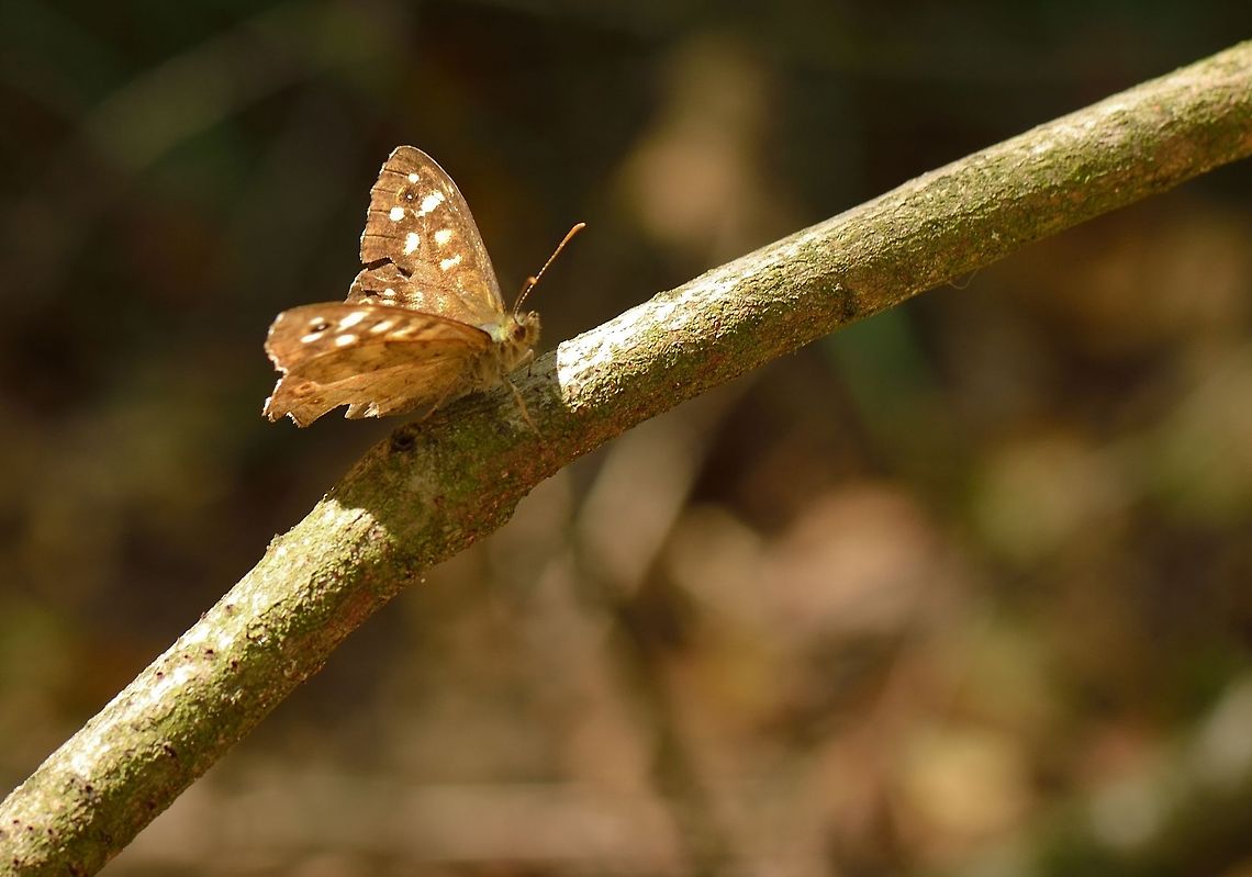 Speckled Wood on branch  Pararge aegeria,Speckled Wood