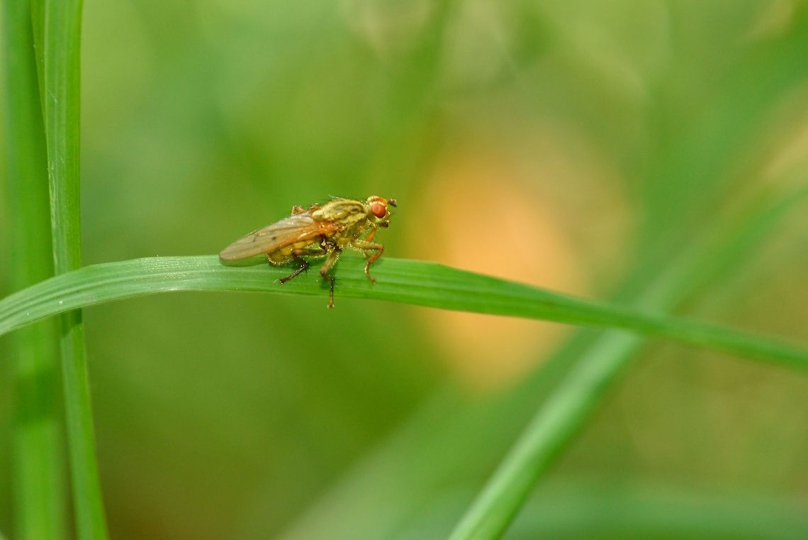 Golden dung fly  Golden dung fly,Scathophaga stercoraria
