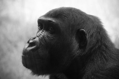 Female Gorilla closeup A black and white closeup of the head of a female gorilla. Arnhem Zoo,Gorilla,Gorilla gorilla,Mammalia,Western gorilla