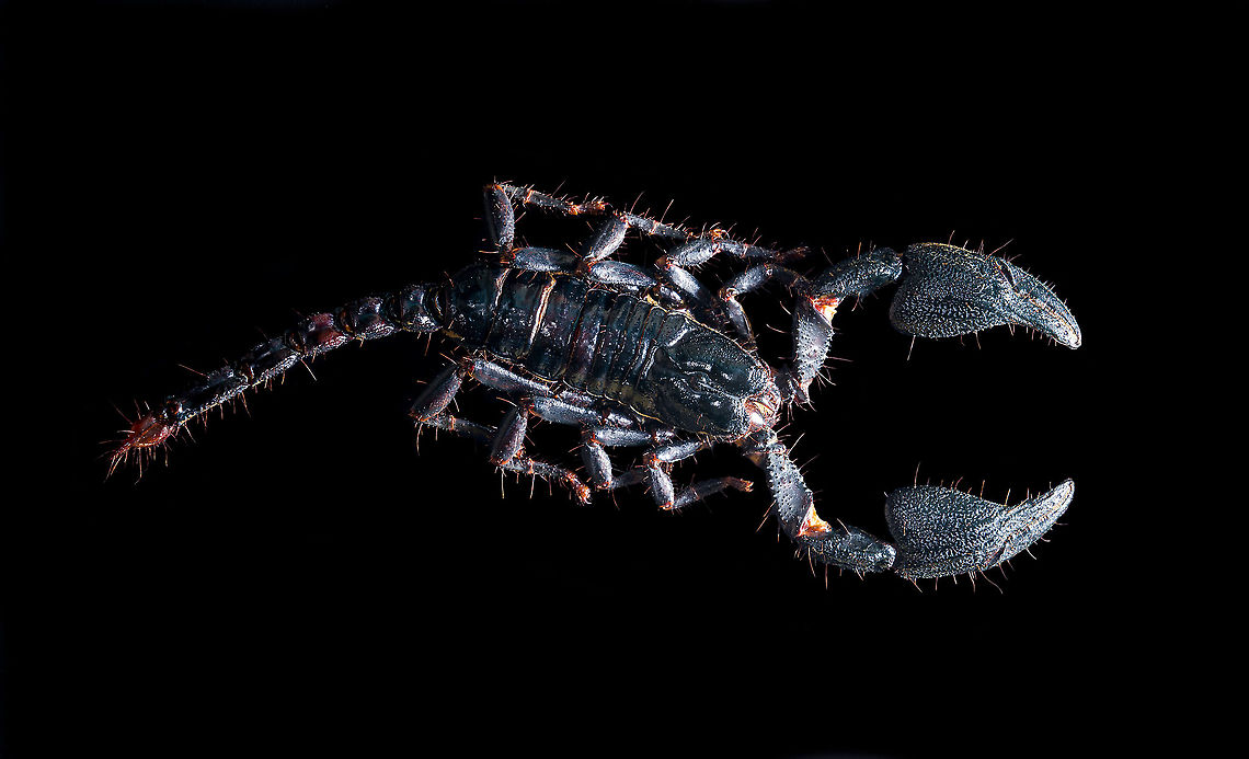 Asian blue forest scorpion Specimen of 15cm, with tail included. Originally from Java.<br />
<br />
Its hard to imagine prey having any chance of detecting this species. It lies in darkness, motionless, whilst being very dark in appearance. It can&#039;t be spotted visually or by movement (vibrations), as they don&#039;t move. When prey is scarce, scorpions are able to slow down their metabolism and survive an entire year on a single insect. Yet still can strike instantly from this low energy state.<br />
<br />
This series shows it with normal light, mixed light (UV + weak LED) and only UV.<br />
<figure class="photo"><a href="https://www.jungledragon.com/image/118114/asian_blue_forest_scorpion.html" title="Asian blue forest scorpion"><img src="https://s3.amazonaws.com/media.jungledragon.com/images/2/118114_thumb.jpg?AWSAccessKeyId=05GMT0V3GWVNE7GGM1R2&Expires=1767225610&Signature=DtDT%2FVFuELHMBsssitlSQeNjFWo%3D" width="200" height="122" alt="Asian blue forest scorpion Specimen of 15cm, with tail included. Originally from Java.<br />
<br />
Its hard to imagine prey having any chance of detecting this species. It lies in darkness, motionless, whilst being very dark in appearance. It can&#039;t be spotted visually or by movement (vibrations), as they don&#039;t move. When prey is scarce, scorpions are able to slow down their metabolism and survive an entire year on a single insect. Yet still can strike instantly from this low energy state.<br />
<br />
This series shows it with normal light, mixed light (UV + weak LED) and only UV.<br />
https://www.jungledragon.com/image/118114/asian_blue_forest_scorpion.html<br />
https://www.jungledragon.com/image/118115/asian_blue_forest_scorpion_-_frontal.html<br />
https://www.jungledragon.com/image/118116/asian_blue_forest_scorpion_-_tail_venom_bulb_stinger.html<br />
https://www.jungledragon.com/image/118117/asian_blue_forest_scorpion_-_pedipals_pincers.html<br />
https://www.jungledragon.com/image/118118/asian_blue_forest_scorpion_-_venom_bulb_stinger.html<br />
https://www.jungledragon.com/image/118119/asian_blue_forest_scorpion_-_uv.html<br />
https://www.jungledragon.com/image/118120/asian_blue_forest_scorpion_-_uv_mixed_full_body.html<br />
https://www.jungledragon.com/image/118121/asian_blue_forest_scorpion_-_uv_fused_head_and_thorax.html<br />
https://www.jungledragon.com/image/118122/asian_blue_forest_scorpion_-_uv_mixed_sideview.html<br />
https://www.jungledragon.com/image/118123/asian_blue_forest_scorpion_-_uv_closeup.html<br />
https://www.jungledragon.com/image/118124/asian_blue_forest_scorpion_-_uv_mixed_-_frontal.html<br />
https://www.jungledragon.com/image/118125/asian_blue_forest_scorpion_-_uv_frontal.html Asian blue forest scorpion,Heesch,Heterometrus cyaneus,Macro" /></a></figure><br />
<figure class="photo"><a href="https://www.jungledragon.com/image/118115/asian_blue_forest_scorpion_-_frontal.html" title="Asian blue forest scorpion - frontal"><img src="https://s3.amazonaws.com/media.jungledragon.com/images/2/118115_thumb.jpg?AWSAccessKeyId=05GMT0V3GWVNE7GGM1R2&Expires=1767225610&Signature=iJ0uscOJLCOm9SKblJ7cmOl7xbU%3D" width="102" height="152" alt="Asian blue forest scorpion - frontal Specimen of 15cm, with tail included. Originally from Java.<br />
<br />
Its hard to imagine prey having any chance of detecting this species. It lies in darkness, motionless, whilst being very dark in appearance. It can&#039;t be spotted visually or by movement (vibrations), as they don&#039;t move. When prey is scarce, scorpions are able to slow down their metabolism and survive an entire year on a single insect. Yet still can strike instantly from this low energy state.<br />
<br />
This series shows it with normal light, mixed light (UV + weak LED) and only UV.<br />
https://www.jungledragon.com/image/118114/asian_blue_forest_scorpion.html<br />
https://www.jungledragon.com/image/118115/asian_blue_forest_scorpion_-_frontal.html<br />
https://www.jungledragon.com/image/118116/asian_blue_forest_scorpion_-_tail_venom_bulb_stinger.html<br />
https://www.jungledragon.com/image/118117/asian_blue_forest_scorpion_-_pedipals_pincers.html<br />
https://www.jungledragon.com/image/118118/asian_blue_forest_scorpion_-_venom_bulb_stinger.html<br />
https://www.jungledragon.com/image/118119/asian_blue_forest_scorpion_-_uv.html<br />
https://www.jungledragon.com/image/118120/asian_blue_forest_scorpion_-_uv_mixed_full_body.html<br />
https://www.jungledragon.com/image/118121/asian_blue_forest_scorpion_-_uv_fused_head_and_thorax.html<br />
https://www.jungledragon.com/image/118122/asian_blue_forest_scorpion_-_uv_mixed_sideview.html<br />
https://www.jungledragon.com/image/118123/asian_blue_forest_scorpion_-_uv_closeup.html<br />
https://www.jungledragon.com/image/118124/asian_blue_forest_scorpion_-_uv_mixed_-_frontal.html<br />
https://www.jungledragon.com/image/118125/asian_blue_forest_scorpion_-_uv_frontal.html Asian blue forest scorpion,Heesch,Heterometrus cyaneus,Macro" /></a></figure><br />
<figure class="photo"><a href="https://www.jungledragon.com/image/118116/asian_blue_forest_scorpion_-_tail_venom_bulb_stinger.html" title="Asian blue forest scorpion - tail, venom bulb, stinger"><img src="https://s3.amazonaws.com/media.jungledragon.com/images/2/118116_thumb.jpg?AWSAccessKeyId=05GMT0V3GWVNE7GGM1R2&Expires=1767225610&Signature=u9WzuJT7rUmYbb1%2FcOub%2BIst2r8%3D" width="100" height="152" alt="Asian blue forest scorpion - tail, venom bulb, stinger Specimen of 15cm, with tail included. Originally from Java.<br />
<br />
Its hard to imagine prey having any chance of detecting this species. It lies in darkness, motionless, whilst being very dark in appearance. It can&#039;t be spotted visually or by movement (vibrations), as they don&#039;t move. When prey is scarce, scorpions are able to slow down their metabolism and survive an entire year on a single insect. Yet still can strike instantly from this low energy state.<br />
<br />
This series shows it with normal light, mixed light (UV + weak LED) and only UV.<br />
https://www.jungledragon.com/image/118114/asian_blue_forest_scorpion.html<br />
https://www.jungledragon.com/image/118115/asian_blue_forest_scorpion_-_frontal.html<br />
https://www.jungledragon.com/image/118116/asian_blue_forest_scorpion_-_tail_venom_bulb_stinger.html<br />
https://www.jungledragon.com/image/118117/asian_blue_forest_scorpion_-_pedipals_pincers.html<br />
https://www.jungledragon.com/image/118118/asian_blue_forest_scorpion_-_venom_bulb_stinger.html<br />
https://www.jungledragon.com/image/118119/asian_blue_forest_scorpion_-_uv.html<br />
https://www.jungledragon.com/image/118120/asian_blue_forest_scorpion_-_uv_mixed_full_body.html<br />
https://www.jungledragon.com/image/118121/asian_blue_forest_scorpion_-_uv_fused_head_and_thorax.html<br />
https://www.jungledragon.com/image/118122/asian_blue_forest_scorpion_-_uv_mixed_sideview.html<br />
https://www.jungledragon.com/image/118123/asian_blue_forest_scorpion_-_uv_closeup.html<br />
https://www.jungledragon.com/image/118124/asian_blue_forest_scorpion_-_uv_mixed_-_frontal.html<br />
https://www.jungledragon.com/image/118125/asian_blue_forest_scorpion_-_uv_frontal.html Asian blue forest scorpion,Heesch,Heterometrus cyaneus,Macro" /></a></figure><br />
<figure class="photo"><a href="https://www.jungledragon.com/image/118117/asian_blue_forest_scorpion_-_pedipals_pincers.html" title="Asian blue forest scorpion - Pedipals (pincers)"><img src="https://s3.amazonaws.com/media.jungledragon.com/images/2/118117_thumb.jpg?AWSAccessKeyId=05GMT0V3GWVNE7GGM1R2&Expires=1767225610&Signature=mFY6lsd73VD%2Bp%2BywFG%2BNzih1JxE%3D" width="200" height="138" alt="Asian blue forest scorpion - Pedipals (pincers) Specimen of 15cm, with tail included. Originally from Java.<br />
<br />
Its hard to imagine prey having any chance of detecting this species. It lies in darkness, motionless, whilst being very dark in appearance. It can&#039;t be spotted visually or by movement (vibrations), as they don&#039;t move. When prey is scarce, scorpions are able to slow down their metabolism and survive an entire year on a single insect. Yet still can strike instantly from this low energy state.<br />
<br />
This series shows it with normal light, mixed light (UV + weak LED) and only UV.<br />
https://www.jungledragon.com/image/118114/asian_blue_forest_scorpion.html<br />
https://www.jungledragon.com/image/118115/asian_blue_forest_scorpion_-_frontal.html<br />
https://www.jungledragon.com/image/118116/asian_blue_forest_scorpion_-_tail_venom_bulb_stinger.html<br />
https://www.jungledragon.com/image/118117/asian_blue_forest_scorpion_-_pedipals_pincers.html<br />
https://www.jungledragon.com/image/118118/asian_blue_forest_scorpion_-_venom_bulb_stinger.html<br />
https://www.jungledragon.com/image/118119/asian_blue_forest_scorpion_-_uv.html<br />
https://www.jungledragon.com/image/118120/asian_blue_forest_scorpion_-_uv_mixed_full_body.html<br />
https://www.jungledragon.com/image/118121/asian_blue_forest_scorpion_-_uv_fused_head_and_thorax.html<br />
https://www.jungledragon.com/image/118122/asian_blue_forest_scorpion_-_uv_mixed_sideview.html<br />
https://www.jungledragon.com/image/118123/asian_blue_forest_scorpion_-_uv_closeup.html<br />
https://www.jungledragon.com/image/118124/asian_blue_forest_scorpion_-_uv_mixed_-_frontal.html<br />
https://www.jungledragon.com/image/118125/asian_blue_forest_scorpion_-_uv_frontal.html Asian blue forest scorpion,Heesch,Heterometrus cyaneus,Macro" /></a></figure><br />
<figure class="photo"><a href="https://www.jungledragon.com/image/118118/asian_blue_forest_scorpion_-_venom_bulb_stinger.html" title="Asian blue forest scorpion - venom bulb, stinger"><img src="https://s3.amazonaws.com/media.jungledragon.com/images/2/118118_thumb.jpg?AWSAccessKeyId=05GMT0V3GWVNE7GGM1R2&Expires=1767225610&Signature=YUnJ0XEvc0bJ8EZDXV1RSQH8r6E%3D" width="142" height="152" alt="Asian blue forest scorpion - venom bulb, stinger Specimen of 15cm, with tail included. Originally from Java.<br />
<br />
Its hard to imagine prey having any chance of detecting this species. It lies in darkness, motionless, whilst being very dark in appearance. It can&#039;t be spotted visually or by movement (vibrations), as they don&#039;t move. When prey is scarce, scorpions are able to slow down their metabolism and survive an entire year on a single insect. Yet still can strike instantly from this low energy state.<br />
<br />
This series shows it with normal light, mixed light (UV + weak LED) and only UV.<br />
https://www.jungledragon.com/image/118114/asian_blue_forest_scorpion.html<br />
https://www.jungledragon.com/image/118115/asian_blue_forest_scorpion_-_frontal.html<br />
https://www.jungledragon.com/image/118116/asian_blue_forest_scorpion_-_tail_venom_bulb_stinger.html<br />
https://www.jungledragon.com/image/118117/asian_blue_forest_scorpion_-_pedipals_pincers.html<br />
https://www.jungledragon.com/image/118118/asian_blue_forest_scorpion_-_venom_bulb_stinger.html<br />
https://www.jungledragon.com/image/118119/asian_blue_forest_scorpion_-_uv.html<br />
https://www.jungledragon.com/image/118120/asian_blue_forest_scorpion_-_uv_mixed_full_body.html<br />
https://www.jungledragon.com/image/118121/asian_blue_forest_scorpion_-_uv_fused_head_and_thorax.html<br />
https://www.jungledragon.com/image/118122/asian_blue_forest_scorpion_-_uv_mixed_sideview.html<br />
https://www.jungledragon.com/image/118123/asian_blue_forest_scorpion_-_uv_closeup.html<br />
https://www.jungledragon.com/image/118124/asian_blue_forest_scorpion_-_uv_mixed_-_frontal.html<br />
https://www.jungledragon.com/image/118125/asian_blue_forest_scorpion_-_uv_frontal.html Asian blue forest scorpion,Heesch,Heterometrus cyaneus,Macro" /></a></figure><br />
<figure class="photo"><a href="https://www.jungledragon.com/image/118119/asian_blue_forest_scorpion_-_uv.html" title="Asian blue forest scorpion - UV"><img src="https://s3.amazonaws.com/media.jungledragon.com/images/2/118119_thumb.jpg?AWSAccessKeyId=05GMT0V3GWVNE7GGM1R2&Expires=1767225610&Signature=uWnqy1iTgz%2FzI3KsblVuxDFcIBE%3D" width="200" height="134" alt="Asian blue forest scorpion - UV Specimen of 15cm, with tail included. Originally from Java.<br />
<br />
Its hard to imagine prey having any chance of detecting this species. It lies in darkness, motionless, whilst being very dark in appearance. It can&#039;t be spotted visually or by movement (vibrations), as they don&#039;t move. When prey is scarce, scorpions are able to slow down their metabolism and survive an entire year on a single insect. Yet still can strike instantly from this low energy state.<br />
<br />
This series shows it with normal light, mixed light (UV + weak LED) and only UV.<br />
https://www.jungledragon.com/image/118114/asian_blue_forest_scorpion.html<br />
https://www.jungledragon.com/image/118115/asian_blue_forest_scorpion_-_frontal.html<br />
https://www.jungledragon.com/image/118116/asian_blue_forest_scorpion_-_tail_venom_bulb_stinger.html<br />
https://www.jungledragon.com/image/118117/asian_blue_forest_scorpion_-_pedipals_pincers.html<br />
https://www.jungledragon.com/image/118118/asian_blue_forest_scorpion_-_venom_bulb_stinger.html<br />
https://www.jungledragon.com/image/118119/asian_blue_forest_scorpion_-_uv.html<br />
https://www.jungledragon.com/image/118120/asian_blue_forest_scorpion_-_uv_mixed_full_body.html<br />
https://www.jungledragon.com/image/118121/asian_blue_forest_scorpion_-_uv_fused_head_and_thorax.html<br />
https://www.jungledragon.com/image/118122/asian_blue_forest_scorpion_-_uv_mixed_sideview.html<br />
https://www.jungledragon.com/image/118123/asian_blue_forest_scorpion_-_uv_closeup.html<br />
https://www.jungledragon.com/image/118124/asian_blue_forest_scorpion_-_uv_mixed_-_frontal.html<br />
https://www.jungledragon.com/image/118125/asian_blue_forest_scorpion_-_uv_frontal.html Asian blue forest scorpion,Heterometrus cyaneus,Scorpion,Ultra Violet Light" /></a></figure><br />
<figure class="photo"><a href="https://www.jungledragon.com/image/118120/asian_blue_forest_scorpion_-_uv_mixed_full_body.html" title="Asian blue forest scorpion - UV mixed (full body)"><img src="https://s3.amazonaws.com/media.jungledragon.com/images/2/118120_thumb.jpg?AWSAccessKeyId=05GMT0V3GWVNE7GGM1R2&Expires=1767225610&Signature=dIS7Ta0GLGLJnFmBL5%2Facigbiww%3D" width="102" height="152" alt="Asian blue forest scorpion - UV mixed (full body) Specimen of 15cm, with tail included. Originally from Java.<br />
<br />
Its hard to imagine prey having any chance of detecting this species. It lies in darkness, motionless, whilst being very dark in appearance. It can&#039;t be spotted visually or by movement (vibrations), as they don&#039;t move. When prey is scarce, scorpions are able to slow down their metabolism and survive an entire year on a single insect. Yet still can strike instantly from this low energy state.<br />
<br />
This series shows it with normal light, mixed light (UV + weak LED) and only UV.<br />
https://www.jungledragon.com/image/118114/asian_blue_forest_scorpion.html<br />
https://www.jungledragon.com/image/118115/asian_blue_forest_scorpion_-_frontal.html<br />
https://www.jungledragon.com/image/118116/asian_blue_forest_scorpion_-_tail_venom_bulb_stinger.html<br />
https://www.jungledragon.com/image/118117/asian_blue_forest_scorpion_-_pedipals_pincers.html<br />
https://www.jungledragon.com/image/118118/asian_blue_forest_scorpion_-_venom_bulb_stinger.html<br />
https://www.jungledragon.com/image/118119/asian_blue_forest_scorpion_-_uv.html<br />
https://www.jungledragon.com/image/118120/asian_blue_forest_scorpion_-_uv_mixed_full_body.html<br />
https://www.jungledragon.com/image/118121/asian_blue_forest_scorpion_-_uv_fused_head_and_thorax.html<br />
https://www.jungledragon.com/image/118122/asian_blue_forest_scorpion_-_uv_mixed_sideview.html<br />
https://www.jungledragon.com/image/118123/asian_blue_forest_scorpion_-_uv_closeup.html<br />
https://www.jungledragon.com/image/118124/asian_blue_forest_scorpion_-_uv_mixed_-_frontal.html<br />
https://www.jungledragon.com/image/118125/asian_blue_forest_scorpion_-_uv_frontal.html Asian blue forest scorpion,Heterometrus cyaneus,Scorpion" /></a></figure><br />
<figure class="photo"><a href="https://www.jungledragon.com/image/118121/asian_blue_forest_scorpion_-_uv_fused_head_and_thorax.html" title="Asian blue forest scorpion - UV (fused head and thorax)"><img src="https://s3.amazonaws.com/media.jungledragon.com/images/2/118121_thumb.jpg?AWSAccessKeyId=05GMT0V3GWVNE7GGM1R2&Expires=1767225610&Signature=9uP2QP%2BU7Htla85X72zp4lyl2s4%3D" width="108" height="152" alt="Asian blue forest scorpion - UV (fused head and thorax) Specimen of 15cm, with tail included. Originally from Java.<br />
<br />
Its hard to imagine prey having any chance of detecting this species. It lies in darkness, motionless, whilst being very dark in appearance. It can&#039;t be spotted visually or by movement (vibrations), as they don&#039;t move. When prey is scarce, scorpions are able to slow down their metabolism and survive an entire year on a single insect. Yet still can strike instantly from this low energy state.<br />
<br />
This series shows it with normal light, mixed light (UV + weak LED) and only UV.<br />
https://www.jungledragon.com/image/118114/asian_blue_forest_scorpion.html<br />
https://www.jungledragon.com/image/118115/asian_blue_forest_scorpion_-_frontal.html<br />
https://www.jungledragon.com/image/118116/asian_blue_forest_scorpion_-_tail_venom_bulb_stinger.html<br />
https://www.jungledragon.com/image/118117/asian_blue_forest_scorpion_-_pedipals_pincers.html<br />
https://www.jungledragon.com/image/118118/asian_blue_forest_scorpion_-_venom_bulb_stinger.html<br />
https://www.jungledragon.com/image/118119/asian_blue_forest_scorpion_-_uv.html<br />
https://www.jungledragon.com/image/118120/asian_blue_forest_scorpion_-_uv_mixed_full_body.html<br />
https://www.jungledragon.com/image/118121/asian_blue_forest_scorpion_-_uv_fused_head_and_thorax.html<br />
https://www.jungledragon.com/image/118122/asian_blue_forest_scorpion_-_uv_mixed_sideview.html<br />
https://www.jungledragon.com/image/118123/asian_blue_forest_scorpion_-_uv_closeup.html<br />
https://www.jungledragon.com/image/118124/asian_blue_forest_scorpion_-_uv_mixed_-_frontal.html<br />
https://www.jungledragon.com/image/118125/asian_blue_forest_scorpion_-_uv_frontal.html Asian blue forest scorpion,Extreme Macro Portraits,Heterometrus cyaneus,Scorpion,Ultra Violet Light" /></a></figure><br />
<figure class="photo"><a href="https://www.jungledragon.com/image/118122/asian_blue_forest_scorpion_-_uv_mixed_sideview.html" title="Asian blue forest scorpion - UV mixed sideview"><img src="https://s3.amazonaws.com/media.jungledragon.com/images/2/118122_thumb.jpg?AWSAccessKeyId=05GMT0V3GWVNE7GGM1R2&Expires=1767225610&Signature=DN9tOhBYKmbwQT8AMveo9H09lxM%3D" width="200" height="134" alt="Asian blue forest scorpion - UV mixed sideview Specimen of 15cm, with tail included. Originally from Java.<br />
<br />
Its hard to imagine prey having any chance of detecting this species. It lies in darkness, motionless, whilst being very dark in appearance. It can&#039;t be spotted visually or by movement (vibrations), as they don&#039;t move. When prey is scarce, scorpions are able to slow down their metabolism and survive an entire year on a single insect. Yet still can strike instantly from this low energy state.<br />
<br />
This series shows it with normal light, mixed light (UV + weak LED) and only UV.<br />
https://www.jungledragon.com/image/118114/asian_blue_forest_scorpion.html<br />
https://www.jungledragon.com/image/118115/asian_blue_forest_scorpion_-_frontal.html<br />
https://www.jungledragon.com/image/118116/asian_blue_forest_scorpion_-_tail_venom_bulb_stinger.html<br />
https://www.jungledragon.com/image/118117/asian_blue_forest_scorpion_-_pedipals_pincers.html<br />
https://www.jungledragon.com/image/118118/asian_blue_forest_scorpion_-_venom_bulb_stinger.html<br />
https://www.jungledragon.com/image/118119/asian_blue_forest_scorpion_-_uv.html<br />
https://www.jungledragon.com/image/118120/asian_blue_forest_scorpion_-_uv_mixed_full_body.html<br />
https://www.jungledragon.com/image/118121/asian_blue_forest_scorpion_-_uv_fused_head_and_thorax.html<br />
https://www.jungledragon.com/image/118122/asian_blue_forest_scorpion_-_uv_mixed_sideview.html<br />
https://www.jungledragon.com/image/118123/asian_blue_forest_scorpion_-_uv_closeup.html<br />
https://www.jungledragon.com/image/118124/asian_blue_forest_scorpion_-_uv_mixed_-_frontal.html<br />
https://www.jungledragon.com/image/118125/asian_blue_forest_scorpion_-_uv_frontal.html Asian blue forest scorpion,Heterometrus cyaneus,Scorpion" /></a></figure><br />
<figure class="photo"><a href="https://www.jungledragon.com/image/118123/asian_blue_forest_scorpion_-_uv_closeup.html" title="Asian blue forest scorpion - UV closeup"><img src="https://s3.amazonaws.com/media.jungledragon.com/images/2/118123_thumb.jpg?AWSAccessKeyId=05GMT0V3GWVNE7GGM1R2&Expires=1767225610&Signature=aRZqzCCA%2Fr5wM9Wu3syib%2BK1Z%2Fk%3D" width="200" height="134" alt="Asian blue forest scorpion - UV closeup Specimen of 15cm, with tail included. Originally from Java.<br />
<br />
Its hard to imagine prey having any chance of detecting this species. It lies in darkness, motionless, whilst being very dark in appearance. It can&#039;t be spotted visually or by movement (vibrations), as they don&#039;t move. When prey is scarce, scorpions are able to slow down their metabolism and survive an entire year on a single insect. Yet still can strike instantly from this low energy state.<br />
<br />
This series shows it with normal light, mixed light (UV + weak LED) and only UV.<br />
https://www.jungledragon.com/image/118114/asian_blue_forest_scorpion.html<br />
https://www.jungledragon.com/image/118115/asian_blue_forest_scorpion_-_frontal.html<br />
https://www.jungledragon.com/image/118116/asian_blue_forest_scorpion_-_tail_venom_bulb_stinger.html<br />
https://www.jungledragon.com/image/118117/asian_blue_forest_scorpion_-_pedipals_pincers.html<br />
https://www.jungledragon.com/image/118118/asian_blue_forest_scorpion_-_venom_bulb_stinger.html<br />
https://www.jungledragon.com/image/118119/asian_blue_forest_scorpion_-_uv.html<br />
https://www.jungledragon.com/image/118120/asian_blue_forest_scorpion_-_uv_mixed_full_body.html<br />
https://www.jungledragon.com/image/118121/asian_blue_forest_scorpion_-_uv_fused_head_and_thorax.html<br />
https://www.jungledragon.com/image/118122/asian_blue_forest_scorpion_-_uv_mixed_sideview.html<br />
https://www.jungledragon.com/image/118123/asian_blue_forest_scorpion_-_uv_closeup.html<br />
https://www.jungledragon.com/image/118124/asian_blue_forest_scorpion_-_uv_mixed_-_frontal.html<br />
https://www.jungledragon.com/image/118125/asian_blue_forest_scorpion_-_uv_frontal.html Asian blue forest scorpion,Heterometrus cyaneus,Scorpion,Ultra Violet Light" /></a></figure><br />
<figure class="photo"><a href="https://www.jungledragon.com/image/118124/asian_blue_forest_scorpion_-_uv_mixed_-_frontal.html" title="Asian blue forest scorpion - UV mixed - frontal"><img src="https://s3.amazonaws.com/media.jungledragon.com/images/2/118124_thumb.jpg?AWSAccessKeyId=05GMT0V3GWVNE7GGM1R2&Expires=1767225610&Signature=li6rDhLg%2BJGP7wNPbE%2FNgZnpFks%3D" width="200" height="134" alt="Asian blue forest scorpion - UV mixed - frontal Specimen of 15cm, with tail included. Originally from Java.<br />
<br />
Its hard to imagine prey having any chance of detecting this species. It lies in darkness, motionless, whilst being very dark in appearance. It can&#039;t be spotted visually or by movement (vibrations), as they don&#039;t move. When prey is scarce, scorpions are able to slow down their metabolism and survive an entire year on a single insect. Yet still can strike instantly from this low energy state.<br />
<br />
This series shows it with normal light, mixed light (UV + weak LED) and only UV.<br />
https://www.jungledragon.com/image/118114/asian_blue_forest_scorpion.html<br />
https://www.jungledragon.com/image/118115/asian_blue_forest_scorpion_-_frontal.html<br />
https://www.jungledragon.com/image/118116/asian_blue_forest_scorpion_-_tail_venom_bulb_stinger.html<br />
https://www.jungledragon.com/image/118117/asian_blue_forest_scorpion_-_pedipals_pincers.html<br />
https://www.jungledragon.com/image/118118/asian_blue_forest_scorpion_-_venom_bulb_stinger.html<br />
https://www.jungledragon.com/image/118119/asian_blue_forest_scorpion_-_uv.html<br />
https://www.jungledragon.com/image/118120/asian_blue_forest_scorpion_-_uv_mixed_full_body.html<br />
https://www.jungledragon.com/image/118121/asian_blue_forest_scorpion_-_uv_fused_head_and_thorax.html<br />
https://www.jungledragon.com/image/118122/asian_blue_forest_scorpion_-_uv_mixed_sideview.html<br />
https://www.jungledragon.com/image/118123/asian_blue_forest_scorpion_-_uv_closeup.html<br />
https://www.jungledragon.com/image/118124/asian_blue_forest_scorpion_-_uv_mixed_-_frontal.html<br />
https://www.jungledragon.com/image/118125/asian_blue_forest_scorpion_-_uv_frontal.html Asian blue forest scorpion,Heterometrus cyaneus,Scorpion" /></a></figure><br />
<figure class="photo"><a href="https://www.jungledragon.com/image/118125/asian_blue_forest_scorpion_-_uv_frontal.html" title="Asian blue forest scorpion - UV frontal"><img src="https://s3.amazonaws.com/media.jungledragon.com/images/2/118125_thumb.jpg?AWSAccessKeyId=05GMT0V3GWVNE7GGM1R2&Expires=1767225610&Signature=4QiAZda%2Bpcdju5becW8lzJwMVSc%3D" width="200" height="134" alt="Asian blue forest scorpion - UV frontal Specimen of 15cm, with tail included. Originally from Java.<br />
<br />
Its hard to imagine prey having any chance of detecting this species. It lies in darkness, motionless, whilst being very dark in appearance. It can&#039;t be spotted visually or by movement (vibrations), as they don&#039;t move. When prey is scarce, scorpions are able to slow down their metabolism and survive an entire year on a single insect. Yet still can strike instantly from this low energy state.<br />
<br />
This series shows it with normal light, mixed light (UV + weak LED) and only UV.<br />
https://www.jungledragon.com/image/118114/asian_blue_forest_scorpion.html<br />
https://www.jungledragon.com/image/118115/asian_blue_forest_scorpion_-_frontal.html<br />
https://www.jungledragon.com/image/118116/asian_blue_forest_scorpion_-_tail_venom_bulb_stinger.html<br />
https://www.jungledragon.com/image/118117/asian_blue_forest_scorpion_-_pedipals_pincers.html<br />
https://www.jungledragon.com/image/118118/asian_blue_forest_scorpion_-_venom_bulb_stinger.html<br />
https://www.jungledragon.com/image/118119/asian_blue_forest_scorpion_-_uv.html<br />
https://www.jungledragon.com/image/118120/asian_blue_forest_scorpion_-_uv_mixed_full_body.html<br />
https://www.jungledragon.com/image/118121/asian_blue_forest_scorpion_-_uv_fused_head_and_thorax.html<br />
https://www.jungledragon.com/image/118122/asian_blue_forest_scorpion_-_uv_mixed_sideview.html<br />
https://www.jungledragon.com/image/118123/asian_blue_forest_scorpion_-_uv_closeup.html<br />
https://www.jungledragon.com/image/118124/asian_blue_forest_scorpion_-_uv_mixed_-_frontal.html<br />
https://www.jungledragon.com/image/118125/asian_blue_forest_scorpion_-_uv_frontal.html Asian blue forest scorpion,Heterometrus cyaneus,Scorpion" /></a></figure> Asian blue forest scorpion,Heesch,Heterometrus cyaneus,Macro