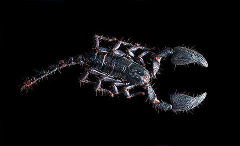 Asian blue forest scorpion Specimen of 15cm, with tail included. Originally from Java.

Its hard to imagine prey having any chance of detecting this species. It lies in darkness, motionless, whilst being very dark in appearance. It can't be spotted visually or by movement (vibrations), as they don't move. When prey is scarce, scorpions are able to slow down their metabolism and survive an entire year on a single insect. Yet still can strike instantly from this low energy state.

This series shows it with normal light, mixed light (UV + weak LED) and only UV.
https://www.jungledragon.com/image/118114/asian_blue_forest_scorpion.html
https://www.jungledragon.com/image/118115/asian_blue_forest_scorpion_-_frontal.html
https://www.jungledragon.com/image/118116/asian_blue_forest_scorpion_-_tail_venom_bulb_stinger.html
https://www.jungledragon.com/image/118117/asian_blue_forest_scorpion_-_pedipals_pincers.html
https://www.jungledragon.com/image/118118/asian_blue_forest_scorpion_-_venom_bulb_stinger.html
https://www.jungledragon.com/image/118119/asian_blue_forest_scorpion_-_uv.html
https://www.jungledragon.com/image/118120/asian_blue_forest_scorpion_-_uv_mixed_full_body.html
https://www.jungledragon.com/image/118121/asian_blue_forest_scorpion_-_uv_fused_head_and_thorax.html
https://www.jungledragon.com/image/118122/asian_blue_forest_scorpion_-_uv_mixed_sideview.html
https://www.jungledragon.com/image/118123/asian_blue_forest_scorpion_-_uv_closeup.html
https://www.jungledragon.com/image/118124/asian_blue_forest_scorpion_-_uv_mixed_-_frontal.html
https://www.jungledragon.com/image/118125/asian_blue_forest_scorpion_-_uv_frontal.html Asian blue forest scorpion,Heesch,Heterometrus cyaneus,Macro