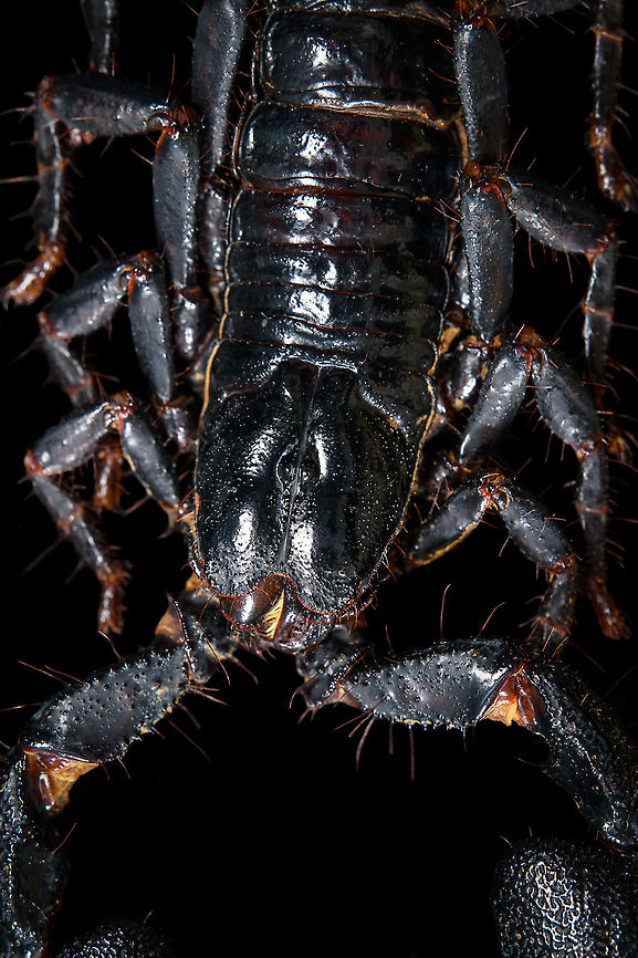 Asian blue forest scorpion - frontal Specimen of 15cm, with tail included. Originally from Java.<br />
<br />
Its hard to imagine prey having any chance of detecting this species. It lies in darkness, motionless, whilst being very dark in appearance. It can't be spotted visually or by movement (vibrations), as they don't move. When prey is scarce, scorpions are able to slow down their metabolism and survive an entire year on a single insect. Yet still can strike instantly from this low energy state.<br />
<br />
This series shows it with normal light, mixed light (UV + weak LED) and only UV.<br />
<figure class="photo"><a href="https://www.jungledragon.com/image/118114/asian_blue_forest_scorpion.html" title="Asian blue forest scorpion"><img src="https://s3.amazonaws.com/media.jungledragon.com/images/2/118114_thumb.jpg?AWSAccessKeyId=05GMT0V3GWVNE7GGM1R2&Expires=1769040010&Signature=vazFAImbnTNpKH1%2BZiZBiIaM2TA%3D" width="200" height="122" alt="Asian blue forest scorpion Specimen of 15cm, with tail included. Originally from Java.<br />
<br />
Its hard to imagine prey having any chance of detecting this species. It lies in darkness, motionless, whilst being very dark in appearance. It can't be spotted visually or by movement (vibrations), as they don't move. When prey is scarce, scorpions are able to slow down their metabolism and survive an entire year on a single insect. Yet still can strike instantly from this low energy state.<br />
<br />
This series shows it with normal light, mixed light (UV + weak LED) and only UV.<br />
https://www.jungledragon.com/image/118114/asian_blue_forest_scorpion.html<br />
https://www.jungledragon.com/image/118115/asian_blue_forest_scorpion_-_frontal.html<br />
https://www.jungledragon.com/image/118116/asian_blue_forest_scorpion_-_tail_venom_bulb_stinger.html<br />
https://www.jungledragon.com/image/118117/asian_blue_forest_scorpion_-_pedipals_pincers.html<br />
https://www.jungledragon.com/image/118118/asian_blue_forest_scorpion_-_venom_bulb_stinger.html<br />
https://www.jungledragon.com/image/118119/asian_blue_forest_scorpion_-_uv.html<br />
https://www.jungledragon.com/image/118120/asian_blue_forest_scorpion_-_uv_mixed_full_body.html<br />
https://www.jungledragon.com/image/118121/asian_blue_forest_scorpion_-_uv_fused_head_and_thorax.html<br />
https://www.jungledragon.com/image/118122/asian_blue_forest_scorpion_-_uv_mixed_sideview.html<br />
https://www.jungledragon.com/image/118123/asian_blue_forest_scorpion_-_uv_closeup.html<br />
https://www.jungledragon.com/image/118124/asian_blue_forest_scorpion_-_uv_mixed_-_frontal.html<br />
https://www.jungledragon.com/image/118125/asian_blue_forest_scorpion_-_uv_frontal.html Asian blue forest scorpion,Heesch,Heterometrus cyaneus,Macro" /></a></figure><br />
<figure class="photo"><a href="https://www.jungledragon.com/image/118115/asian_blue_forest_scorpion_-_frontal.html" title="Asian blue forest scorpion - frontal"><img src="https://s3.amazonaws.com/media.jungledragon.com/images/2/118115_thumb.jpg?AWSAccessKeyId=05GMT0V3GWVNE7GGM1R2&Expires=1769040010&Signature=TrCDLBdgQKvtqxVa0iEpJ1wL3Wk%3D" width="102" height="152" alt="Asian blue forest scorpion - frontal Specimen of 15cm, with tail included. Originally from Java.<br />
<br />
Its hard to imagine prey having any chance of detecting this species. It lies in darkness, motionless, whilst being very dark in appearance. It can't be spotted visually or by movement (vibrations), as they don't move. When prey is scarce, scorpions are able to slow down their metabolism and survive an entire year on a single insect. Yet still can strike instantly from this low energy state.<br />
<br />
This series shows it with normal light, mixed light (UV + weak LED) and only UV.<br />
https://www.jungledragon.com/image/118114/asian_blue_forest_scorpion.html<br />
https://www.jungledragon.com/image/118115/asian_blue_forest_scorpion_-_frontal.html<br />
https://www.jungledragon.com/image/118116/asian_blue_forest_scorpion_-_tail_venom_bulb_stinger.html<br />
https://www.jungledragon.com/image/118117/asian_blue_forest_scorpion_-_pedipals_pincers.html<br />
https://www.jungledragon.com/image/118118/asian_blue_forest_scorpion_-_venom_bulb_stinger.html<br />
https://www.jungledragon.com/image/118119/asian_blue_forest_scorpion_-_uv.html<br />
https://www.jungledragon.com/image/118120/asian_blue_forest_scorpion_-_uv_mixed_full_body.html<br />
https://www.jungledragon.com/image/118121/asian_blue_forest_scorpion_-_uv_fused_head_and_thorax.html<br />
https://www.jungledragon.com/image/118122/asian_blue_forest_scorpion_-_uv_mixed_sideview.html<br />
https://www.jungledragon.com/image/118123/asian_blue_forest_scorpion_-_uv_closeup.html<br />
https://www.jungledragon.com/image/118124/asian_blue_forest_scorpion_-_uv_mixed_-_frontal.html<br />
https://www.jungledragon.com/image/118125/asian_blue_forest_scorpion_-_uv_frontal.html Asian blue forest scorpion,Heesch,Heterometrus cyaneus,Macro" /></a></figure><br />
<figure class="photo"><a href="https://www.jungledragon.com/image/118116/asian_blue_forest_scorpion_-_tail_venom_bulb_stinger.html" title="Asian blue forest scorpion - tail, venom bulb, stinger"><img src="https://s3.amazonaws.com/media.jungledragon.com/images/2/118116_thumb.jpg?AWSAccessKeyId=05GMT0V3GWVNE7GGM1R2&Expires=1769040010&Signature=gY5SCQ3YRsuRdlL%2FFln9aoks1Wc%3D" width="100" height="152" alt="Asian blue forest scorpion - tail, venom bulb, stinger Specimen of 15cm, with tail included. Originally from Java.<br />
<br />
Its hard to imagine prey having any chance of detecting this species. It lies in darkness, motionless, whilst being very dark in appearance. It can't be spotted visually or by movement (vibrations), as they don't move. When prey is scarce, scorpions are able to slow down their metabolism and survive an entire year on a single insect. Yet still can strike instantly from this low energy state.<br />
<br />
This series shows it with normal light, mixed light (UV + weak LED) and only UV.<br />
https://www.jungledragon.com/image/118114/asian_blue_forest_scorpion.html<br />
https://www.jungledragon.com/image/118115/asian_blue_forest_scorpion_-_frontal.html<br />
https://www.jungledragon.com/image/118116/asian_blue_forest_scorpion_-_tail_venom_bulb_stinger.html<br />
https://www.jungledragon.com/image/118117/asian_blue_forest_scorpion_-_pedipals_pincers.html<br />
https://www.jungledragon.com/image/118118/asian_blue_forest_scorpion_-_venom_bulb_stinger.html<br />
https://www.jungledragon.com/image/118119/asian_blue_forest_scorpion_-_uv.html<br />
https://www.jungledragon.com/image/118120/asian_blue_forest_scorpion_-_uv_mixed_full_body.html<br />
https://www.jungledragon.com/image/118121/asian_blue_forest_scorpion_-_uv_fused_head_and_thorax.html<br />
https://www.jungledragon.com/image/118122/asian_blue_forest_scorpion_-_uv_mixed_sideview.html<br />
https://www.jungledragon.com/image/118123/asian_blue_forest_scorpion_-_uv_closeup.html<br />
https://www.jungledragon.com/image/118124/asian_blue_forest_scorpion_-_uv_mixed_-_frontal.html<br />
https://www.jungledragon.com/image/118125/asian_blue_forest_scorpion_-_uv_frontal.html Asian blue forest scorpion,Heesch,Heterometrus cyaneus,Macro" /></a></figure><br />
<figure class="photo"><a href="https://www.jungledragon.com/image/118117/asian_blue_forest_scorpion_-_pedipals_pincers.html" title="Asian blue forest scorpion - Pedipals (pincers)"><img src="https://s3.amazonaws.com/media.jungledragon.com/images/2/118117_thumb.jpg?AWSAccessKeyId=05GMT0V3GWVNE7GGM1R2&Expires=1769040010&Signature=kAmOuHlR8K6hTYmoneeA%2FBdCvFI%3D" width="200" height="138" alt="Asian blue forest scorpion - Pedipals (pincers) Specimen of 15cm, with tail included. Originally from Java.<br />
<br />
Its hard to imagine prey having any chance of detecting this species. It lies in darkness, motionless, whilst being very dark in appearance. It can't be spotted visually or by movement (vibrations), as they don't move. When prey is scarce, scorpions are able to slow down their metabolism and survive an entire year on a single insect. Yet still can strike instantly from this low energy state.<br />
<br />
This series shows it with normal light, mixed light (UV + weak LED) and only UV.<br />
https://www.jungledragon.com/image/118114/asian_blue_forest_scorpion.html<br />
https://www.jungledragon.com/image/118115/asian_blue_forest_scorpion_-_frontal.html<br />
https://www.jungledragon.com/image/118116/asian_blue_forest_scorpion_-_tail_venom_bulb_stinger.html<br />
https://www.jungledragon.com/image/118117/asian_blue_forest_scorpion_-_pedipals_pincers.html<br />
https://www.jungledragon.com/image/118118/asian_blue_forest_scorpion_-_venom_bulb_stinger.html<br />
https://www.jungledragon.com/image/118119/asian_blue_forest_scorpion_-_uv.html<br />
https://www.jungledragon.com/image/118120/asian_blue_forest_scorpion_-_uv_mixed_full_body.html<br />
https://www.jungledragon.com/image/118121/asian_blue_forest_scorpion_-_uv_fused_head_and_thorax.html<br />
https://www.jungledragon.com/image/118122/asian_blue_forest_scorpion_-_uv_mixed_sideview.html<br />
https://www.jungledragon.com/image/118123/asian_blue_forest_scorpion_-_uv_closeup.html<br />
https://www.jungledragon.com/image/118124/asian_blue_forest_scorpion_-_uv_mixed_-_frontal.html<br />
https://www.jungledragon.com/image/118125/asian_blue_forest_scorpion_-_uv_frontal.html Asian blue forest scorpion,Heesch,Heterometrus cyaneus,Macro" /></a></figure><br />
<figure class="photo"><a href="https://www.jungledragon.com/image/118118/asian_blue_forest_scorpion_-_venom_bulb_stinger.html" title="Asian blue forest scorpion - venom bulb, stinger"><img src="https://s3.amazonaws.com/media.jungledragon.com/images/2/118118_thumb.jpg?AWSAccessKeyId=05GMT0V3GWVNE7GGM1R2&Expires=1769040010&Signature=cAq3uZ4GN%2Fihp76yl4M1xZkl4cY%3D" width="142" height="152" alt="Asian blue forest scorpion - venom bulb, stinger Specimen of 15cm, with tail included. Originally from Java.<br />
<br />
Its hard to imagine prey having any chance of detecting this species. It lies in darkness, motionless, whilst being very dark in appearance. It can't be spotted visually or by movement (vibrations), as they don't move. When prey is scarce, scorpions are able to slow down their metabolism and survive an entire year on a single insect. Yet still can strike instantly from this low energy state.<br />
<br />
This series shows it with normal light, mixed light (UV + weak LED) and only UV.<br />
https://www.jungledragon.com/image/118114/asian_blue_forest_scorpion.html<br />
https://www.jungledragon.com/image/118115/asian_blue_forest_scorpion_-_frontal.html<br />
https://www.jungledragon.com/image/118116/asian_blue_forest_scorpion_-_tail_venom_bulb_stinger.html<br />
https://www.jungledragon.com/image/118117/asian_blue_forest_scorpion_-_pedipals_pincers.html<br />
https://www.jungledragon.com/image/118118/asian_blue_forest_scorpion_-_venom_bulb_stinger.html<br />
https://www.jungledragon.com/image/118119/asian_blue_forest_scorpion_-_uv.html<br />
https://www.jungledragon.com/image/118120/asian_blue_forest_scorpion_-_uv_mixed_full_body.html<br />
https://www.jungledragon.com/image/118121/asian_blue_forest_scorpion_-_uv_fused_head_and_thorax.html<br />
https://www.jungledragon.com/image/118122/asian_blue_forest_scorpion_-_uv_mixed_sideview.html<br />
https://www.jungledragon.com/image/118123/asian_blue_forest_scorpion_-_uv_closeup.html<br />
https://www.jungledragon.com/image/118124/asian_blue_forest_scorpion_-_uv_mixed_-_frontal.html<br />
https://www.jungledragon.com/image/118125/asian_blue_forest_scorpion_-_uv_frontal.html Asian blue forest scorpion,Heesch,Heterometrus cyaneus,Macro" /></a></figure><br />
<figure class="photo"><a href="https://www.jungledragon.com/image/118119/asian_blue_forest_scorpion_-_uv.html" title="Asian blue forest scorpion - UV"><img src="https://s3.amazonaws.com/media.jungledragon.com/images/2/118119_thumb.jpg?AWSAccessKeyId=05GMT0V3GWVNE7GGM1R2&Expires=1769040010&Signature=m32NUjK%2BZxsd4E6LtibNl5jtQo8%3D" width="200" height="134" alt="Asian blue forest scorpion - UV Specimen of 15cm, with tail included. Originally from Java.<br />
<br />
Its hard to imagine prey having any chance of detecting this species. It lies in darkness, motionless, whilst being very dark in appearance. It can't be spotted visually or by movement (vibrations), as they don't move. When prey is scarce, scorpions are able to slow down their metabolism and survive an entire year on a single insect. Yet still can strike instantly from this low energy state.<br />
<br />
This series shows it with normal light, mixed light (UV + weak LED) and only UV.<br />
https://www.jungledragon.com/image/118114/asian_blue_forest_scorpion.html<br />
https://www.jungledragon.com/image/118115/asian_blue_forest_scorpion_-_frontal.html<br />
https://www.jungledragon.com/image/118116/asian_blue_forest_scorpion_-_tail_venom_bulb_stinger.html<br />
https://www.jungledragon.com/image/118117/asian_blue_forest_scorpion_-_pedipals_pincers.html<br />
https://www.jungledragon.com/image/118118/asian_blue_forest_scorpion_-_venom_bulb_stinger.html<br />
https://www.jungledragon.com/image/118119/asian_blue_forest_scorpion_-_uv.html<br />
https://www.jungledragon.com/image/118120/asian_blue_forest_scorpion_-_uv_mixed_full_body.html<br />
https://www.jungledragon.com/image/118121/asian_blue_forest_scorpion_-_uv_fused_head_and_thorax.html<br />
https://www.jungledragon.com/image/118122/asian_blue_forest_scorpion_-_uv_mixed_sideview.html<br />
https://www.jungledragon.com/image/118123/asian_blue_forest_scorpion_-_uv_closeup.html<br />
https://www.jungledragon.com/image/118124/asian_blue_forest_scorpion_-_uv_mixed_-_frontal.html<br />
https://www.jungledragon.com/image/118125/asian_blue_forest_scorpion_-_uv_frontal.html Asian blue forest scorpion,Heterometrus cyaneus,Scorpion,Ultra Violet Light" /></a></figure><br />
<figure class="photo"><a href="https://www.jungledragon.com/image/118120/asian_blue_forest_scorpion_-_uv_mixed_full_body.html" title="Asian blue forest scorpion - UV mixed (full body)"><img src="https://s3.amazonaws.com/media.jungledragon.com/images/2/118120_thumb.jpg?AWSAccessKeyId=05GMT0V3GWVNE7GGM1R2&Expires=1769040010&Signature=t9rULUNz5OovwS%2FT7MiKis66CQY%3D" width="102" height="152" alt="Asian blue forest scorpion - UV mixed (full body) Specimen of 15cm, with tail included. Originally from Java.<br />
<br />
Its hard to imagine prey having any chance of detecting this species. It lies in darkness, motionless, whilst being very dark in appearance. It can't be spotted visually or by movement (vibrations), as they don't move. When prey is scarce, scorpions are able to slow down their metabolism and survive an entire year on a single insect. Yet still can strike instantly from this low energy state.<br />
<br />
This series shows it with normal light, mixed light (UV + weak LED) and only UV.<br />
https://www.jungledragon.com/image/118114/asian_blue_forest_scorpion.html<br />
https://www.jungledragon.com/image/118115/asian_blue_forest_scorpion_-_frontal.html<br />
https://www.jungledragon.com/image/118116/asian_blue_forest_scorpion_-_tail_venom_bulb_stinger.html<br />
https://www.jungledragon.com/image/118117/asian_blue_forest_scorpion_-_pedipals_pincers.html<br />
https://www.jungledragon.com/image/118118/asian_blue_forest_scorpion_-_venom_bulb_stinger.html<br />
https://www.jungledragon.com/image/118119/asian_blue_forest_scorpion_-_uv.html<br />
https://www.jungledragon.com/image/118120/asian_blue_forest_scorpion_-_uv_mixed_full_body.html<br />
https://www.jungledragon.com/image/118121/asian_blue_forest_scorpion_-_uv_fused_head_and_thorax.html<br />
https://www.jungledragon.com/image/118122/asian_blue_forest_scorpion_-_uv_mixed_sideview.html<br />
https://www.jungledragon.com/image/118123/asian_blue_forest_scorpion_-_uv_closeup.html<br />
https://www.jungledragon.com/image/118124/asian_blue_forest_scorpion_-_uv_mixed_-_frontal.html<br />
https://www.jungledragon.com/image/118125/asian_blue_forest_scorpion_-_uv_frontal.html Asian blue forest scorpion,Heterometrus cyaneus,Scorpion" /></a></figure><br />
<figure class="photo"><a href="https://www.jungledragon.com/image/118121/asian_blue_forest_scorpion_-_uv_fused_head_and_thorax.html" title="Asian blue forest scorpion - UV (fused head and thorax)"><img src="https://s3.amazonaws.com/media.jungledragon.com/images/2/118121_thumb.jpg?AWSAccessKeyId=05GMT0V3GWVNE7GGM1R2&Expires=1769040010&Signature=ll2MiS0B6VMbFEf4z6e73iB36fg%3D" width="108" height="152" alt="Asian blue forest scorpion - UV (fused head and thorax) Specimen of 15cm, with tail included. Originally from Java.<br />
<br />
Its hard to imagine prey having any chance of detecting this species. It lies in darkness, motionless, whilst being very dark in appearance. It can't be spotted visually or by movement (vibrations), as they don't move. When prey is scarce, scorpions are able to slow down their metabolism and survive an entire year on a single insect. Yet still can strike instantly from this low energy state.<br />
<br />
This series shows it with normal light, mixed light (UV + weak LED) and only UV.<br />
https://www.jungledragon.com/image/118114/asian_blue_forest_scorpion.html<br />
https://www.jungledragon.com/image/118115/asian_blue_forest_scorpion_-_frontal.html<br />
https://www.jungledragon.com/image/118116/asian_blue_forest_scorpion_-_tail_venom_bulb_stinger.html<br />
https://www.jungledragon.com/image/118117/asian_blue_forest_scorpion_-_pedipals_pincers.html<br />
https://www.jungledragon.com/image/118118/asian_blue_forest_scorpion_-_venom_bulb_stinger.html<br />
https://www.jungledragon.com/image/118119/asian_blue_forest_scorpion_-_uv.html<br />
https://www.jungledragon.com/image/118120/asian_blue_forest_scorpion_-_uv_mixed_full_body.html<br />
https://www.jungledragon.com/image/118121/asian_blue_forest_scorpion_-_uv_fused_head_and_thorax.html<br />
https://www.jungledragon.com/image/118122/asian_blue_forest_scorpion_-_uv_mixed_sideview.html<br />
https://www.jungledragon.com/image/118123/asian_blue_forest_scorpion_-_uv_closeup.html<br />
https://www.jungledragon.com/image/118124/asian_blue_forest_scorpion_-_uv_mixed_-_frontal.html<br />
https://www.jungledragon.com/image/118125/asian_blue_forest_scorpion_-_uv_frontal.html Asian blue forest scorpion,Extreme Macro Portraits,Heterometrus cyaneus,Scorpion,Ultra Violet Light" /></a></figure><br />
<figure class="photo"><a href="https://www.jungledragon.com/image/118122/asian_blue_forest_scorpion_-_uv_mixed_sideview.html" title="Asian blue forest scorpion - UV mixed sideview"><img src="https://s3.amazonaws.com/media.jungledragon.com/images/2/118122_thumb.jpg?AWSAccessKeyId=05GMT0V3GWVNE7GGM1R2&Expires=1769040010&Signature=%2B4UBXG0g%2BFrLAgTNhiV5Cy20Ies%3D" width="200" height="134" alt="Asian blue forest scorpion - UV mixed sideview Specimen of 15cm, with tail included. Originally from Java.<br />
<br />
Its hard to imagine prey having any chance of detecting this species. It lies in darkness, motionless, whilst being very dark in appearance. It can't be spotted visually or by movement (vibrations), as they don't move. When prey is scarce, scorpions are able to slow down their metabolism and survive an entire year on a single insect. Yet still can strike instantly from this low energy state.<br />
<br />
This series shows it with normal light, mixed light (UV + weak LED) and only UV.<br />
https://www.jungledragon.com/image/118114/asian_blue_forest_scorpion.html<br />
https://www.jungledragon.com/image/118115/asian_blue_forest_scorpion_-_frontal.html<br />
https://www.jungledragon.com/image/118116/asian_blue_forest_scorpion_-_tail_venom_bulb_stinger.html<br />
https://www.jungledragon.com/image/118117/asian_blue_forest_scorpion_-_pedipals_pincers.html<br />
https://www.jungledragon.com/image/118118/asian_blue_forest_scorpion_-_venom_bulb_stinger.html<br />
https://www.jungledragon.com/image/118119/asian_blue_forest_scorpion_-_uv.html<br />
https://www.jungledragon.com/image/118120/asian_blue_forest_scorpion_-_uv_mixed_full_body.html<br />
https://www.jungledragon.com/image/118121/asian_blue_forest_scorpion_-_uv_fused_head_and_thorax.html<br />
https://www.jungledragon.com/image/118122/asian_blue_forest_scorpion_-_uv_mixed_sideview.html<br />
https://www.jungledragon.com/image/118123/asian_blue_forest_scorpion_-_uv_closeup.html<br />
https://www.jungledragon.com/image/118124/asian_blue_forest_scorpion_-_uv_mixed_-_frontal.html<br />
https://www.jungledragon.com/image/118125/asian_blue_forest_scorpion_-_uv_frontal.html Asian blue forest scorpion,Heterometrus cyaneus,Scorpion" /></a></figure><br />
<figure class="photo"><a href="https://www.jungledragon.com/image/118123/asian_blue_forest_scorpion_-_uv_closeup.html" title="Asian blue forest scorpion - UV closeup"><img src="https://s3.amazonaws.com/media.jungledragon.com/images/2/118123_thumb.jpg?AWSAccessKeyId=05GMT0V3GWVNE7GGM1R2&Expires=1769040010&Signature=BHZTlW7hXdUtM2%2BJCPs6OFE7QTY%3D" width="200" height="134" alt="Asian blue forest scorpion - UV closeup Specimen of 15cm, with tail included. Originally from Java.<br />
<br />
Its hard to imagine prey having any chance of detecting this species. It lies in darkness, motionless, whilst being very dark in appearance. It can't be spotted visually or by movement (vibrations), as they don't move. When prey is scarce, scorpions are able to slow down their metabolism and survive an entire year on a single insect. Yet still can strike instantly from this low energy state.<br />
<br />
This series shows it with normal light, mixed light (UV + weak LED) and only UV.<br />
https://www.jungledragon.com/image/118114/asian_blue_forest_scorpion.html<br />
https://www.jungledragon.com/image/118115/asian_blue_forest_scorpion_-_frontal.html<br />
https://www.jungledragon.com/image/118116/asian_blue_forest_scorpion_-_tail_venom_bulb_stinger.html<br />
https://www.jungledragon.com/image/118117/asian_blue_forest_scorpion_-_pedipals_pincers.html<br />
https://www.jungledragon.com/image/118118/asian_blue_forest_scorpion_-_venom_bulb_stinger.html<br />
https://www.jungledragon.com/image/118119/asian_blue_forest_scorpion_-_uv.html<br />
https://www.jungledragon.com/image/118120/asian_blue_forest_scorpion_-_uv_mixed_full_body.html<br />
https://www.jungledragon.com/image/118121/asian_blue_forest_scorpion_-_uv_fused_head_and_thorax.html<br />
https://www.jungledragon.com/image/118122/asian_blue_forest_scorpion_-_uv_mixed_sideview.html<br />
https://www.jungledragon.com/image/118123/asian_blue_forest_scorpion_-_uv_closeup.html<br />
https://www.jungledragon.com/image/118124/asian_blue_forest_scorpion_-_uv_mixed_-_frontal.html<br />
https://www.jungledragon.com/image/118125/asian_blue_forest_scorpion_-_uv_frontal.html Asian blue forest scorpion,Heterometrus cyaneus,Scorpion,Ultra Violet Light" /></a></figure><br />
<figure class="photo"><a href="https://www.jungledragon.com/image/118124/asian_blue_forest_scorpion_-_uv_mixed_-_frontal.html" title="Asian blue forest scorpion - UV mixed - frontal"><img src="https://s3.amazonaws.com/media.jungledragon.com/images/2/118124_thumb.jpg?AWSAccessKeyId=05GMT0V3GWVNE7GGM1R2&Expires=1769040010&Signature=b%2FG1uur0%2FPZHEH0L1mCVZMVfQsE%3D" width="200" height="134" alt="Asian blue forest scorpion - UV mixed - frontal Specimen of 15cm, with tail included. Originally from Java.<br />
<br />
Its hard to imagine prey having any chance of detecting this species. It lies in darkness, motionless, whilst being very dark in appearance. It can't be spotted visually or by movement (vibrations), as they don't move. When prey is scarce, scorpions are able to slow down their metabolism and survive an entire year on a single insect. Yet still can strike instantly from this low energy state.<br />
<br />
This series shows it with normal light, mixed light (UV + weak LED) and only UV.<br />
https://www.jungledragon.com/image/118114/asian_blue_forest_scorpion.html<br />
https://www.jungledragon.com/image/118115/asian_blue_forest_scorpion_-_frontal.html<br />
https://www.jungledragon.com/image/118116/asian_blue_forest_scorpion_-_tail_venom_bulb_stinger.html<br />
https://www.jungledragon.com/image/118117/asian_blue_forest_scorpion_-_pedipals_pincers.html<br />
https://www.jungledragon.com/image/118118/asian_blue_forest_scorpion_-_venom_bulb_stinger.html<br />
https://www.jungledragon.com/image/118119/asian_blue_forest_scorpion_-_uv.html<br />
https://www.jungledragon.com/image/118120/asian_blue_forest_scorpion_-_uv_mixed_full_body.html<br />
https://www.jungledragon.com/image/118121/asian_blue_forest_scorpion_-_uv_fused_head_and_thorax.html<br />
https://www.jungledragon.com/image/118122/asian_blue_forest_scorpion_-_uv_mixed_sideview.html<br />
https://www.jungledragon.com/image/118123/asian_blue_forest_scorpion_-_uv_closeup.html<br />
https://www.jungledragon.com/image/118124/asian_blue_forest_scorpion_-_uv_mixed_-_frontal.html<br />
https://www.jungledragon.com/image/118125/asian_blue_forest_scorpion_-_uv_frontal.html Asian blue forest scorpion,Heterometrus cyaneus,Scorpion" /></a></figure><br />
<figure class="photo"><a href="https://www.jungledragon.com/image/118125/asian_blue_forest_scorpion_-_uv_frontal.html" title="Asian blue forest scorpion - UV frontal"><img src="https://s3.amazonaws.com/media.jungledragon.com/images/2/118125_thumb.jpg?AWSAccessKeyId=05GMT0V3GWVNE7GGM1R2&Expires=1769040010&Signature=euSu2tmdKk5GJ48y30d70NtfM5g%3D" width="200" height="134" alt="Asian blue forest scorpion - UV frontal Specimen of 15cm, with tail included. Originally from Java.<br />
<br />
Its hard to imagine prey having any chance of detecting this species. It lies in darkness, motionless, whilst being very dark in appearance. It can't be spotted visually or by movement (vibrations), as they don't move. When prey is scarce, scorpions are able to slow down their metabolism and survive an entire year on a single insect. Yet still can strike instantly from this low energy state.<br />
<br />
This series shows it with normal light, mixed light (UV + weak LED) and only UV.<br />
https://www.jungledragon.com/image/118114/asian_blue_forest_scorpion.html<br />
https://www.jungledragon.com/image/118115/asian_blue_forest_scorpion_-_frontal.html<br />
https://www.jungledragon.com/image/118116/asian_blue_forest_scorpion_-_tail_venom_bulb_stinger.html<br />
https://www.jungledragon.com/image/118117/asian_blue_forest_scorpion_-_pedipals_pincers.html<br />
https://www.jungledragon.com/image/118118/asian_blue_forest_scorpion_-_venom_bulb_stinger.html<br />
https://www.jungledragon.com/image/118119/asian_blue_forest_scorpion_-_uv.html<br />
https://www.jungledragon.com/image/118120/asian_blue_forest_scorpion_-_uv_mixed_full_body.html<br />
https://www.jungledragon.com/image/118121/asian_blue_forest_scorpion_-_uv_fused_head_and_thorax.html<br />
https://www.jungledragon.com/image/118122/asian_blue_forest_scorpion_-_uv_mixed_sideview.html<br />
https://www.jungledragon.com/image/118123/asian_blue_forest_scorpion_-_uv_closeup.html<br />
https://www.jungledragon.com/image/118124/asian_blue_forest_scorpion_-_uv_mixed_-_frontal.html<br />
https://www.jungledragon.com/image/118125/asian_blue_forest_scorpion_-_uv_frontal.html Asian blue forest scorpion,Heterometrus cyaneus,Scorpion" /></a></figure> Asian blue forest scorpion,Heesch,Heterometrus cyaneus,Macro