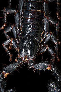 Asian blue forest scorpion - frontal Specimen of 15cm, with tail included. Originally from Java.

Its hard to imagine prey having any chance of detecting this species. It lies in darkness, motionless, whilst being very dark in appearance. It can't be spotted visually or by movement (vibrations), as they don't move. When prey is scarce, scorpions are able to slow down their metabolism and survive an entire year on a single insect. Yet still can strike instantly from this low energy state.

This series shows it with normal light, mixed light (UV + weak LED) and only UV.
https://www.jungledragon.com/image/118114/asian_blue_forest_scorpion.html
https://www.jungledragon.com/image/118115/asian_blue_forest_scorpion_-_frontal.html
https://www.jungledragon.com/image/118116/asian_blue_forest_scorpion_-_tail_venom_bulb_stinger.html
https://www.jungledragon.com/image/118117/asian_blue_forest_scorpion_-_pedipals_pincers.html
https://www.jungledragon.com/image/118118/asian_blue_forest_scorpion_-_venom_bulb_stinger.html
https://www.jungledragon.com/image/118119/asian_blue_forest_scorpion_-_uv.html
https://www.jungledragon.com/image/118120/asian_blue_forest_scorpion_-_uv_mixed_full_body.html
https://www.jungledragon.com/image/118121/asian_blue_forest_scorpion_-_uv_fused_head_and_thorax.html
https://www.jungledragon.com/image/118122/asian_blue_forest_scorpion_-_uv_mixed_sideview.html
https://www.jungledragon.com/image/118123/asian_blue_forest_scorpion_-_uv_closeup.html
https://www.jungledragon.com/image/118124/asian_blue_forest_scorpion_-_uv_mixed_-_frontal.html
https://www.jungledragon.com/image/118125/asian_blue_forest_scorpion_-_uv_frontal.html Asian blue forest scorpion,Heesch,Heterometrus cyaneus,Macro
