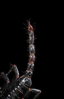 Asian blue forest scorpion - tail, venom bulb, stinger Specimen of 15cm, with tail included. Originally from Java.

Its hard to imagine prey having any chance of detecting this species. It lies in darkness, motionless, whilst being very dark in appearance. It can't be spotted visually or by movement (vibrations), as they don't move. When prey is scarce, scorpions are able to slow down their metabolism and survive an entire year on a single insect. Yet still can strike instantly from this low energy state.

This series shows it with normal light, mixed light (UV + weak LED) and only UV.
https://www.jungledragon.com/image/118114/asian_blue_forest_scorpion.html
https://www.jungledragon.com/image/118115/asian_blue_forest_scorpion_-_frontal.html
https://www.jungledragon.com/image/118116/asian_blue_forest_scorpion_-_tail_venom_bulb_stinger.html
https://www.jungledragon.com/image/118117/asian_blue_forest_scorpion_-_pedipals_pincers.html
https://www.jungledragon.com/image/118118/asian_blue_forest_scorpion_-_venom_bulb_stinger.html
https://www.jungledragon.com/image/118119/asian_blue_forest_scorpion_-_uv.html
https://www.jungledragon.com/image/118120/asian_blue_forest_scorpion_-_uv_mixed_full_body.html
https://www.jungledragon.com/image/118121/asian_blue_forest_scorpion_-_uv_fused_head_and_thorax.html
https://www.jungledragon.com/image/118122/asian_blue_forest_scorpion_-_uv_mixed_sideview.html
https://www.jungledragon.com/image/118123/asian_blue_forest_scorpion_-_uv_closeup.html
https://www.jungledragon.com/image/118124/asian_blue_forest_scorpion_-_uv_mixed_-_frontal.html
https://www.jungledragon.com/image/118125/asian_blue_forest_scorpion_-_uv_frontal.html Asian blue forest scorpion,Heesch,Heterometrus cyaneus,Macro