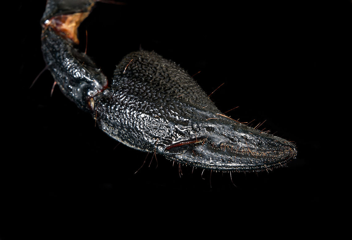 Asian blue forest scorpion - Pedipals (pincers) Specimen of 15cm, with tail included. Originally from Java.<br />
<br />
Its hard to imagine prey having any chance of detecting this species. It lies in darkness, motionless, whilst being very dark in appearance. It can&#039;t be spotted visually or by movement (vibrations), as they don&#039;t move. When prey is scarce, scorpions are able to slow down their metabolism and survive an entire year on a single insect. Yet still can strike instantly from this low energy state.<br />
<br />
This series shows it with normal light, mixed light (UV + weak LED) and only UV.<br />
<figure class="photo"><a href="https://www.jungledragon.com/image/118114/asian_blue_forest_scorpion.html" title="Asian blue forest scorpion"><img src="https://s3.amazonaws.com/media.jungledragon.com/images/2/118114_thumb.jpg?AWSAccessKeyId=05GMT0V3GWVNE7GGM1R2&Expires=1767225610&Signature=DtDT%2FVFuELHMBsssitlSQeNjFWo%3D" width="200" height="122" alt="Asian blue forest scorpion Specimen of 15cm, with tail included. Originally from Java.<br />
<br />
Its hard to imagine prey having any chance of detecting this species. It lies in darkness, motionless, whilst being very dark in appearance. It can&#039;t be spotted visually or by movement (vibrations), as they don&#039;t move. When prey is scarce, scorpions are able to slow down their metabolism and survive an entire year on a single insect. Yet still can strike instantly from this low energy state.<br />
<br />
This series shows it with normal light, mixed light (UV + weak LED) and only UV.<br />
https://www.jungledragon.com/image/118114/asian_blue_forest_scorpion.html<br />
https://www.jungledragon.com/image/118115/asian_blue_forest_scorpion_-_frontal.html<br />
https://www.jungledragon.com/image/118116/asian_blue_forest_scorpion_-_tail_venom_bulb_stinger.html<br />
https://www.jungledragon.com/image/118117/asian_blue_forest_scorpion_-_pedipals_pincers.html<br />
https://www.jungledragon.com/image/118118/asian_blue_forest_scorpion_-_venom_bulb_stinger.html<br />
https://www.jungledragon.com/image/118119/asian_blue_forest_scorpion_-_uv.html<br />
https://www.jungledragon.com/image/118120/asian_blue_forest_scorpion_-_uv_mixed_full_body.html<br />
https://www.jungledragon.com/image/118121/asian_blue_forest_scorpion_-_uv_fused_head_and_thorax.html<br />
https://www.jungledragon.com/image/118122/asian_blue_forest_scorpion_-_uv_mixed_sideview.html<br />
https://www.jungledragon.com/image/118123/asian_blue_forest_scorpion_-_uv_closeup.html<br />
https://www.jungledragon.com/image/118124/asian_blue_forest_scorpion_-_uv_mixed_-_frontal.html<br />
https://www.jungledragon.com/image/118125/asian_blue_forest_scorpion_-_uv_frontal.html Asian blue forest scorpion,Heesch,Heterometrus cyaneus,Macro" /></a></figure><br />
<figure class="photo"><a href="https://www.jungledragon.com/image/118115/asian_blue_forest_scorpion_-_frontal.html" title="Asian blue forest scorpion - frontal"><img src="https://s3.amazonaws.com/media.jungledragon.com/images/2/118115_thumb.jpg?AWSAccessKeyId=05GMT0V3GWVNE7GGM1R2&Expires=1767225610&Signature=iJ0uscOJLCOm9SKblJ7cmOl7xbU%3D" width="102" height="152" alt="Asian blue forest scorpion - frontal Specimen of 15cm, with tail included. Originally from Java.<br />
<br />
Its hard to imagine prey having any chance of detecting this species. It lies in darkness, motionless, whilst being very dark in appearance. It can&#039;t be spotted visually or by movement (vibrations), as they don&#039;t move. When prey is scarce, scorpions are able to slow down their metabolism and survive an entire year on a single insect. Yet still can strike instantly from this low energy state.<br />
<br />
This series shows it with normal light, mixed light (UV + weak LED) and only UV.<br />
https://www.jungledragon.com/image/118114/asian_blue_forest_scorpion.html<br />
https://www.jungledragon.com/image/118115/asian_blue_forest_scorpion_-_frontal.html<br />
https://www.jungledragon.com/image/118116/asian_blue_forest_scorpion_-_tail_venom_bulb_stinger.html<br />
https://www.jungledragon.com/image/118117/asian_blue_forest_scorpion_-_pedipals_pincers.html<br />
https://www.jungledragon.com/image/118118/asian_blue_forest_scorpion_-_venom_bulb_stinger.html<br />
https://www.jungledragon.com/image/118119/asian_blue_forest_scorpion_-_uv.html<br />
https://www.jungledragon.com/image/118120/asian_blue_forest_scorpion_-_uv_mixed_full_body.html<br />
https://www.jungledragon.com/image/118121/asian_blue_forest_scorpion_-_uv_fused_head_and_thorax.html<br />
https://www.jungledragon.com/image/118122/asian_blue_forest_scorpion_-_uv_mixed_sideview.html<br />
https://www.jungledragon.com/image/118123/asian_blue_forest_scorpion_-_uv_closeup.html<br />
https://www.jungledragon.com/image/118124/asian_blue_forest_scorpion_-_uv_mixed_-_frontal.html<br />
https://www.jungledragon.com/image/118125/asian_blue_forest_scorpion_-_uv_frontal.html Asian blue forest scorpion,Heesch,Heterometrus cyaneus,Macro" /></a></figure><br />
<figure class="photo"><a href="https://www.jungledragon.com/image/118116/asian_blue_forest_scorpion_-_tail_venom_bulb_stinger.html" title="Asian blue forest scorpion - tail, venom bulb, stinger"><img src="https://s3.amazonaws.com/media.jungledragon.com/images/2/118116_thumb.jpg?AWSAccessKeyId=05GMT0V3GWVNE7GGM1R2&Expires=1767225610&Signature=u9WzuJT7rUmYbb1%2FcOub%2BIst2r8%3D" width="100" height="152" alt="Asian blue forest scorpion - tail, venom bulb, stinger Specimen of 15cm, with tail included. Originally from Java.<br />
<br />
Its hard to imagine prey having any chance of detecting this species. It lies in darkness, motionless, whilst being very dark in appearance. It can&#039;t be spotted visually or by movement (vibrations), as they don&#039;t move. When prey is scarce, scorpions are able to slow down their metabolism and survive an entire year on a single insect. Yet still can strike instantly from this low energy state.<br />
<br />
This series shows it with normal light, mixed light (UV + weak LED) and only UV.<br />
https://www.jungledragon.com/image/118114/asian_blue_forest_scorpion.html<br />
https://www.jungledragon.com/image/118115/asian_blue_forest_scorpion_-_frontal.html<br />
https://www.jungledragon.com/image/118116/asian_blue_forest_scorpion_-_tail_venom_bulb_stinger.html<br />
https://www.jungledragon.com/image/118117/asian_blue_forest_scorpion_-_pedipals_pincers.html<br />
https://www.jungledragon.com/image/118118/asian_blue_forest_scorpion_-_venom_bulb_stinger.html<br />
https://www.jungledragon.com/image/118119/asian_blue_forest_scorpion_-_uv.html<br />
https://www.jungledragon.com/image/118120/asian_blue_forest_scorpion_-_uv_mixed_full_body.html<br />
https://www.jungledragon.com/image/118121/asian_blue_forest_scorpion_-_uv_fused_head_and_thorax.html<br />
https://www.jungledragon.com/image/118122/asian_blue_forest_scorpion_-_uv_mixed_sideview.html<br />
https://www.jungledragon.com/image/118123/asian_blue_forest_scorpion_-_uv_closeup.html<br />
https://www.jungledragon.com/image/118124/asian_blue_forest_scorpion_-_uv_mixed_-_frontal.html<br />
https://www.jungledragon.com/image/118125/asian_blue_forest_scorpion_-_uv_frontal.html Asian blue forest scorpion,Heesch,Heterometrus cyaneus,Macro" /></a></figure><br />
<figure class="photo"><a href="https://www.jungledragon.com/image/118117/asian_blue_forest_scorpion_-_pedipals_pincers.html" title="Asian blue forest scorpion - Pedipals (pincers)"><img src="https://s3.amazonaws.com/media.jungledragon.com/images/2/118117_thumb.jpg?AWSAccessKeyId=05GMT0V3GWVNE7GGM1R2&Expires=1767225610&Signature=mFY6lsd73VD%2Bp%2BywFG%2BNzih1JxE%3D" width="200" height="138" alt="Asian blue forest scorpion - Pedipals (pincers) Specimen of 15cm, with tail included. Originally from Java.<br />
<br />
Its hard to imagine prey having any chance of detecting this species. It lies in darkness, motionless, whilst being very dark in appearance. It can&#039;t be spotted visually or by movement (vibrations), as they don&#039;t move. When prey is scarce, scorpions are able to slow down their metabolism and survive an entire year on a single insect. Yet still can strike instantly from this low energy state.<br />
<br />
This series shows it with normal light, mixed light (UV + weak LED) and only UV.<br />
https://www.jungledragon.com/image/118114/asian_blue_forest_scorpion.html<br />
https://www.jungledragon.com/image/118115/asian_blue_forest_scorpion_-_frontal.html<br />
https://www.jungledragon.com/image/118116/asian_blue_forest_scorpion_-_tail_venom_bulb_stinger.html<br />
https://www.jungledragon.com/image/118117/asian_blue_forest_scorpion_-_pedipals_pincers.html<br />
https://www.jungledragon.com/image/118118/asian_blue_forest_scorpion_-_venom_bulb_stinger.html<br />
https://www.jungledragon.com/image/118119/asian_blue_forest_scorpion_-_uv.html<br />
https://www.jungledragon.com/image/118120/asian_blue_forest_scorpion_-_uv_mixed_full_body.html<br />
https://www.jungledragon.com/image/118121/asian_blue_forest_scorpion_-_uv_fused_head_and_thorax.html<br />
https://www.jungledragon.com/image/118122/asian_blue_forest_scorpion_-_uv_mixed_sideview.html<br />
https://www.jungledragon.com/image/118123/asian_blue_forest_scorpion_-_uv_closeup.html<br />
https://www.jungledragon.com/image/118124/asian_blue_forest_scorpion_-_uv_mixed_-_frontal.html<br />
https://www.jungledragon.com/image/118125/asian_blue_forest_scorpion_-_uv_frontal.html Asian blue forest scorpion,Heesch,Heterometrus cyaneus,Macro" /></a></figure><br />
<figure class="photo"><a href="https://www.jungledragon.com/image/118118/asian_blue_forest_scorpion_-_venom_bulb_stinger.html" title="Asian blue forest scorpion - venom bulb, stinger"><img src="https://s3.amazonaws.com/media.jungledragon.com/images/2/118118_thumb.jpg?AWSAccessKeyId=05GMT0V3GWVNE7GGM1R2&Expires=1767225610&Signature=YUnJ0XEvc0bJ8EZDXV1RSQH8r6E%3D" width="142" height="152" alt="Asian blue forest scorpion - venom bulb, stinger Specimen of 15cm, with tail included. Originally from Java.<br />
<br />
Its hard to imagine prey having any chance of detecting this species. It lies in darkness, motionless, whilst being very dark in appearance. It can&#039;t be spotted visually or by movement (vibrations), as they don&#039;t move. When prey is scarce, scorpions are able to slow down their metabolism and survive an entire year on a single insect. Yet still can strike instantly from this low energy state.<br />
<br />
This series shows it with normal light, mixed light (UV + weak LED) and only UV.<br />
https://www.jungledragon.com/image/118114/asian_blue_forest_scorpion.html<br />
https://www.jungledragon.com/image/118115/asian_blue_forest_scorpion_-_frontal.html<br />
https://www.jungledragon.com/image/118116/asian_blue_forest_scorpion_-_tail_venom_bulb_stinger.html<br />
https://www.jungledragon.com/image/118117/asian_blue_forest_scorpion_-_pedipals_pincers.html<br />
https://www.jungledragon.com/image/118118/asian_blue_forest_scorpion_-_venom_bulb_stinger.html<br />
https://www.jungledragon.com/image/118119/asian_blue_forest_scorpion_-_uv.html<br />
https://www.jungledragon.com/image/118120/asian_blue_forest_scorpion_-_uv_mixed_full_body.html<br />
https://www.jungledragon.com/image/118121/asian_blue_forest_scorpion_-_uv_fused_head_and_thorax.html<br />
https://www.jungledragon.com/image/118122/asian_blue_forest_scorpion_-_uv_mixed_sideview.html<br />
https://www.jungledragon.com/image/118123/asian_blue_forest_scorpion_-_uv_closeup.html<br />
https://www.jungledragon.com/image/118124/asian_blue_forest_scorpion_-_uv_mixed_-_frontal.html<br />
https://www.jungledragon.com/image/118125/asian_blue_forest_scorpion_-_uv_frontal.html Asian blue forest scorpion,Heesch,Heterometrus cyaneus,Macro" /></a></figure><br />
<figure class="photo"><a href="https://www.jungledragon.com/image/118119/asian_blue_forest_scorpion_-_uv.html" title="Asian blue forest scorpion - UV"><img src="https://s3.amazonaws.com/media.jungledragon.com/images/2/118119_thumb.jpg?AWSAccessKeyId=05GMT0V3GWVNE7GGM1R2&Expires=1767225610&Signature=uWnqy1iTgz%2FzI3KsblVuxDFcIBE%3D" width="200" height="134" alt="Asian blue forest scorpion - UV Specimen of 15cm, with tail included. Originally from Java.<br />
<br />
Its hard to imagine prey having any chance of detecting this species. It lies in darkness, motionless, whilst being very dark in appearance. It can&#039;t be spotted visually or by movement (vibrations), as they don&#039;t move. When prey is scarce, scorpions are able to slow down their metabolism and survive an entire year on a single insect. Yet still can strike instantly from this low energy state.<br />
<br />
This series shows it with normal light, mixed light (UV + weak LED) and only UV.<br />
https://www.jungledragon.com/image/118114/asian_blue_forest_scorpion.html<br />
https://www.jungledragon.com/image/118115/asian_blue_forest_scorpion_-_frontal.html<br />
https://www.jungledragon.com/image/118116/asian_blue_forest_scorpion_-_tail_venom_bulb_stinger.html<br />
https://www.jungledragon.com/image/118117/asian_blue_forest_scorpion_-_pedipals_pincers.html<br />
https://www.jungledragon.com/image/118118/asian_blue_forest_scorpion_-_venom_bulb_stinger.html<br />
https://www.jungledragon.com/image/118119/asian_blue_forest_scorpion_-_uv.html<br />
https://www.jungledragon.com/image/118120/asian_blue_forest_scorpion_-_uv_mixed_full_body.html<br />
https://www.jungledragon.com/image/118121/asian_blue_forest_scorpion_-_uv_fused_head_and_thorax.html<br />
https://www.jungledragon.com/image/118122/asian_blue_forest_scorpion_-_uv_mixed_sideview.html<br />
https://www.jungledragon.com/image/118123/asian_blue_forest_scorpion_-_uv_closeup.html<br />
https://www.jungledragon.com/image/118124/asian_blue_forest_scorpion_-_uv_mixed_-_frontal.html<br />
https://www.jungledragon.com/image/118125/asian_blue_forest_scorpion_-_uv_frontal.html Asian blue forest scorpion,Heterometrus cyaneus,Scorpion,Ultra Violet Light" /></a></figure><br />
<figure class="photo"><a href="https://www.jungledragon.com/image/118120/asian_blue_forest_scorpion_-_uv_mixed_full_body.html" title="Asian blue forest scorpion - UV mixed (full body)"><img src="https://s3.amazonaws.com/media.jungledragon.com/images/2/118120_thumb.jpg?AWSAccessKeyId=05GMT0V3GWVNE7GGM1R2&Expires=1767225610&Signature=dIS7Ta0GLGLJnFmBL5%2Facigbiww%3D" width="102" height="152" alt="Asian blue forest scorpion - UV mixed (full body) Specimen of 15cm, with tail included. Originally from Java.<br />
<br />
Its hard to imagine prey having any chance of detecting this species. It lies in darkness, motionless, whilst being very dark in appearance. It can&#039;t be spotted visually or by movement (vibrations), as they don&#039;t move. When prey is scarce, scorpions are able to slow down their metabolism and survive an entire year on a single insect. Yet still can strike instantly from this low energy state.<br />
<br />
This series shows it with normal light, mixed light (UV + weak LED) and only UV.<br />
https://www.jungledragon.com/image/118114/asian_blue_forest_scorpion.html<br />
https://www.jungledragon.com/image/118115/asian_blue_forest_scorpion_-_frontal.html<br />
https://www.jungledragon.com/image/118116/asian_blue_forest_scorpion_-_tail_venom_bulb_stinger.html<br />
https://www.jungledragon.com/image/118117/asian_blue_forest_scorpion_-_pedipals_pincers.html<br />
https://www.jungledragon.com/image/118118/asian_blue_forest_scorpion_-_venom_bulb_stinger.html<br />
https://www.jungledragon.com/image/118119/asian_blue_forest_scorpion_-_uv.html<br />
https://www.jungledragon.com/image/118120/asian_blue_forest_scorpion_-_uv_mixed_full_body.html<br />
https://www.jungledragon.com/image/118121/asian_blue_forest_scorpion_-_uv_fused_head_and_thorax.html<br />
https://www.jungledragon.com/image/118122/asian_blue_forest_scorpion_-_uv_mixed_sideview.html<br />
https://www.jungledragon.com/image/118123/asian_blue_forest_scorpion_-_uv_closeup.html<br />
https://www.jungledragon.com/image/118124/asian_blue_forest_scorpion_-_uv_mixed_-_frontal.html<br />
https://www.jungledragon.com/image/118125/asian_blue_forest_scorpion_-_uv_frontal.html Asian blue forest scorpion,Heterometrus cyaneus,Scorpion" /></a></figure><br />
<figure class="photo"><a href="https://www.jungledragon.com/image/118121/asian_blue_forest_scorpion_-_uv_fused_head_and_thorax.html" title="Asian blue forest scorpion - UV (fused head and thorax)"><img src="https://s3.amazonaws.com/media.jungledragon.com/images/2/118121_thumb.jpg?AWSAccessKeyId=05GMT0V3GWVNE7GGM1R2&Expires=1767225610&Signature=9uP2QP%2BU7Htla85X72zp4lyl2s4%3D" width="108" height="152" alt="Asian blue forest scorpion - UV (fused head and thorax) Specimen of 15cm, with tail included. Originally from Java.<br />
<br />
Its hard to imagine prey having any chance of detecting this species. It lies in darkness, motionless, whilst being very dark in appearance. It can&#039;t be spotted visually or by movement (vibrations), as they don&#039;t move. When prey is scarce, scorpions are able to slow down their metabolism and survive an entire year on a single insect. Yet still can strike instantly from this low energy state.<br />
<br />
This series shows it with normal light, mixed light (UV + weak LED) and only UV.<br />
https://www.jungledragon.com/image/118114/asian_blue_forest_scorpion.html<br />
https://www.jungledragon.com/image/118115/asian_blue_forest_scorpion_-_frontal.html<br />
https://www.jungledragon.com/image/118116/asian_blue_forest_scorpion_-_tail_venom_bulb_stinger.html<br />
https://www.jungledragon.com/image/118117/asian_blue_forest_scorpion_-_pedipals_pincers.html<br />
https://www.jungledragon.com/image/118118/asian_blue_forest_scorpion_-_venom_bulb_stinger.html<br />
https://www.jungledragon.com/image/118119/asian_blue_forest_scorpion_-_uv.html<br />
https://www.jungledragon.com/image/118120/asian_blue_forest_scorpion_-_uv_mixed_full_body.html<br />
https://www.jungledragon.com/image/118121/asian_blue_forest_scorpion_-_uv_fused_head_and_thorax.html<br />
https://www.jungledragon.com/image/118122/asian_blue_forest_scorpion_-_uv_mixed_sideview.html<br />
https://www.jungledragon.com/image/118123/asian_blue_forest_scorpion_-_uv_closeup.html<br />
https://www.jungledragon.com/image/118124/asian_blue_forest_scorpion_-_uv_mixed_-_frontal.html<br />
https://www.jungledragon.com/image/118125/asian_blue_forest_scorpion_-_uv_frontal.html Asian blue forest scorpion,Extreme Macro Portraits,Heterometrus cyaneus,Scorpion,Ultra Violet Light" /></a></figure><br />
<figure class="photo"><a href="https://www.jungledragon.com/image/118122/asian_blue_forest_scorpion_-_uv_mixed_sideview.html" title="Asian blue forest scorpion - UV mixed sideview"><img src="https://s3.amazonaws.com/media.jungledragon.com/images/2/118122_thumb.jpg?AWSAccessKeyId=05GMT0V3GWVNE7GGM1R2&Expires=1767225610&Signature=DN9tOhBYKmbwQT8AMveo9H09lxM%3D" width="200" height="134" alt="Asian blue forest scorpion - UV mixed sideview Specimen of 15cm, with tail included. Originally from Java.<br />
<br />
Its hard to imagine prey having any chance of detecting this species. It lies in darkness, motionless, whilst being very dark in appearance. It can&#039;t be spotted visually or by movement (vibrations), as they don&#039;t move. When prey is scarce, scorpions are able to slow down their metabolism and survive an entire year on a single insect. Yet still can strike instantly from this low energy state.<br />
<br />
This series shows it with normal light, mixed light (UV + weak LED) and only UV.<br />
https://www.jungledragon.com/image/118114/asian_blue_forest_scorpion.html<br />
https://www.jungledragon.com/image/118115/asian_blue_forest_scorpion_-_frontal.html<br />
https://www.jungledragon.com/image/118116/asian_blue_forest_scorpion_-_tail_venom_bulb_stinger.html<br />
https://www.jungledragon.com/image/118117/asian_blue_forest_scorpion_-_pedipals_pincers.html<br />
https://www.jungledragon.com/image/118118/asian_blue_forest_scorpion_-_venom_bulb_stinger.html<br />
https://www.jungledragon.com/image/118119/asian_blue_forest_scorpion_-_uv.html<br />
https://www.jungledragon.com/image/118120/asian_blue_forest_scorpion_-_uv_mixed_full_body.html<br />
https://www.jungledragon.com/image/118121/asian_blue_forest_scorpion_-_uv_fused_head_and_thorax.html<br />
https://www.jungledragon.com/image/118122/asian_blue_forest_scorpion_-_uv_mixed_sideview.html<br />
https://www.jungledragon.com/image/118123/asian_blue_forest_scorpion_-_uv_closeup.html<br />
https://www.jungledragon.com/image/118124/asian_blue_forest_scorpion_-_uv_mixed_-_frontal.html<br />
https://www.jungledragon.com/image/118125/asian_blue_forest_scorpion_-_uv_frontal.html Asian blue forest scorpion,Heterometrus cyaneus,Scorpion" /></a></figure><br />
<figure class="photo"><a href="https://www.jungledragon.com/image/118123/asian_blue_forest_scorpion_-_uv_closeup.html" title="Asian blue forest scorpion - UV closeup"><img src="https://s3.amazonaws.com/media.jungledragon.com/images/2/118123_thumb.jpg?AWSAccessKeyId=05GMT0V3GWVNE7GGM1R2&Expires=1767225610&Signature=aRZqzCCA%2Fr5wM9Wu3syib%2BK1Z%2Fk%3D" width="200" height="134" alt="Asian blue forest scorpion - UV closeup Specimen of 15cm, with tail included. Originally from Java.<br />
<br />
Its hard to imagine prey having any chance of detecting this species. It lies in darkness, motionless, whilst being very dark in appearance. It can&#039;t be spotted visually or by movement (vibrations), as they don&#039;t move. When prey is scarce, scorpions are able to slow down their metabolism and survive an entire year on a single insect. Yet still can strike instantly from this low energy state.<br />
<br />
This series shows it with normal light, mixed light (UV + weak LED) and only UV.<br />
https://www.jungledragon.com/image/118114/asian_blue_forest_scorpion.html<br />
https://www.jungledragon.com/image/118115/asian_blue_forest_scorpion_-_frontal.html<br />
https://www.jungledragon.com/image/118116/asian_blue_forest_scorpion_-_tail_venom_bulb_stinger.html<br />
https://www.jungledragon.com/image/118117/asian_blue_forest_scorpion_-_pedipals_pincers.html<br />
https://www.jungledragon.com/image/118118/asian_blue_forest_scorpion_-_venom_bulb_stinger.html<br />
https://www.jungledragon.com/image/118119/asian_blue_forest_scorpion_-_uv.html<br />
https://www.jungledragon.com/image/118120/asian_blue_forest_scorpion_-_uv_mixed_full_body.html<br />
https://www.jungledragon.com/image/118121/asian_blue_forest_scorpion_-_uv_fused_head_and_thorax.html<br />
https://www.jungledragon.com/image/118122/asian_blue_forest_scorpion_-_uv_mixed_sideview.html<br />
https://www.jungledragon.com/image/118123/asian_blue_forest_scorpion_-_uv_closeup.html<br />
https://www.jungledragon.com/image/118124/asian_blue_forest_scorpion_-_uv_mixed_-_frontal.html<br />
https://www.jungledragon.com/image/118125/asian_blue_forest_scorpion_-_uv_frontal.html Asian blue forest scorpion,Heterometrus cyaneus,Scorpion,Ultra Violet Light" /></a></figure><br />
<figure class="photo"><a href="https://www.jungledragon.com/image/118124/asian_blue_forest_scorpion_-_uv_mixed_-_frontal.html" title="Asian blue forest scorpion - UV mixed - frontal"><img src="https://s3.amazonaws.com/media.jungledragon.com/images/2/118124_thumb.jpg?AWSAccessKeyId=05GMT0V3GWVNE7GGM1R2&Expires=1767225610&Signature=li6rDhLg%2BJGP7wNPbE%2FNgZnpFks%3D" width="200" height="134" alt="Asian blue forest scorpion - UV mixed - frontal Specimen of 15cm, with tail included. Originally from Java.<br />
<br />
Its hard to imagine prey having any chance of detecting this species. It lies in darkness, motionless, whilst being very dark in appearance. It can&#039;t be spotted visually or by movement (vibrations), as they don&#039;t move. When prey is scarce, scorpions are able to slow down their metabolism and survive an entire year on a single insect. Yet still can strike instantly from this low energy state.<br />
<br />
This series shows it with normal light, mixed light (UV + weak LED) and only UV.<br />
https://www.jungledragon.com/image/118114/asian_blue_forest_scorpion.html<br />
https://www.jungledragon.com/image/118115/asian_blue_forest_scorpion_-_frontal.html<br />
https://www.jungledragon.com/image/118116/asian_blue_forest_scorpion_-_tail_venom_bulb_stinger.html<br />
https://www.jungledragon.com/image/118117/asian_blue_forest_scorpion_-_pedipals_pincers.html<br />
https://www.jungledragon.com/image/118118/asian_blue_forest_scorpion_-_venom_bulb_stinger.html<br />
https://www.jungledragon.com/image/118119/asian_blue_forest_scorpion_-_uv.html<br />
https://www.jungledragon.com/image/118120/asian_blue_forest_scorpion_-_uv_mixed_full_body.html<br />
https://www.jungledragon.com/image/118121/asian_blue_forest_scorpion_-_uv_fused_head_and_thorax.html<br />
https://www.jungledragon.com/image/118122/asian_blue_forest_scorpion_-_uv_mixed_sideview.html<br />
https://www.jungledragon.com/image/118123/asian_blue_forest_scorpion_-_uv_closeup.html<br />
https://www.jungledragon.com/image/118124/asian_blue_forest_scorpion_-_uv_mixed_-_frontal.html<br />
https://www.jungledragon.com/image/118125/asian_blue_forest_scorpion_-_uv_frontal.html Asian blue forest scorpion,Heterometrus cyaneus,Scorpion" /></a></figure><br />
<figure class="photo"><a href="https://www.jungledragon.com/image/118125/asian_blue_forest_scorpion_-_uv_frontal.html" title="Asian blue forest scorpion - UV frontal"><img src="https://s3.amazonaws.com/media.jungledragon.com/images/2/118125_thumb.jpg?AWSAccessKeyId=05GMT0V3GWVNE7GGM1R2&Expires=1767225610&Signature=4QiAZda%2Bpcdju5becW8lzJwMVSc%3D" width="200" height="134" alt="Asian blue forest scorpion - UV frontal Specimen of 15cm, with tail included. Originally from Java.<br />
<br />
Its hard to imagine prey having any chance of detecting this species. It lies in darkness, motionless, whilst being very dark in appearance. It can&#039;t be spotted visually or by movement (vibrations), as they don&#039;t move. When prey is scarce, scorpions are able to slow down their metabolism and survive an entire year on a single insect. Yet still can strike instantly from this low energy state.<br />
<br />
This series shows it with normal light, mixed light (UV + weak LED) and only UV.<br />
https://www.jungledragon.com/image/118114/asian_blue_forest_scorpion.html<br />
https://www.jungledragon.com/image/118115/asian_blue_forest_scorpion_-_frontal.html<br />
https://www.jungledragon.com/image/118116/asian_blue_forest_scorpion_-_tail_venom_bulb_stinger.html<br />
https://www.jungledragon.com/image/118117/asian_blue_forest_scorpion_-_pedipals_pincers.html<br />
https://www.jungledragon.com/image/118118/asian_blue_forest_scorpion_-_venom_bulb_stinger.html<br />
https://www.jungledragon.com/image/118119/asian_blue_forest_scorpion_-_uv.html<br />
https://www.jungledragon.com/image/118120/asian_blue_forest_scorpion_-_uv_mixed_full_body.html<br />
https://www.jungledragon.com/image/118121/asian_blue_forest_scorpion_-_uv_fused_head_and_thorax.html<br />
https://www.jungledragon.com/image/118122/asian_blue_forest_scorpion_-_uv_mixed_sideview.html<br />
https://www.jungledragon.com/image/118123/asian_blue_forest_scorpion_-_uv_closeup.html<br />
https://www.jungledragon.com/image/118124/asian_blue_forest_scorpion_-_uv_mixed_-_frontal.html<br />
https://www.jungledragon.com/image/118125/asian_blue_forest_scorpion_-_uv_frontal.html Asian blue forest scorpion,Heterometrus cyaneus,Scorpion" /></a></figure> Asian blue forest scorpion,Heesch,Heterometrus cyaneus,Macro