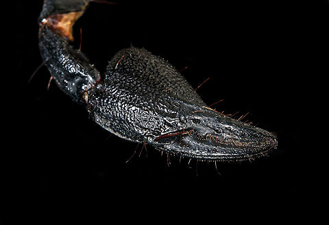 Asian blue forest scorpion - Pedipals (pincers) Specimen of 15cm, with tail included. Originally from Java.

Its hard to imagine prey having any chance of detecting this species. It lies in darkness, motionless, whilst being very dark in appearance. It can't be spotted visually or by movement (vibrations), as they don't move. When prey is scarce, scorpions are able to slow down their metabolism and survive an entire year on a single insect. Yet still can strike instantly from this low energy state.

This series shows it with normal light, mixed light (UV + weak LED) and only UV.
https://www.jungledragon.com/image/118114/asian_blue_forest_scorpion.html
https://www.jungledragon.com/image/118115/asian_blue_forest_scorpion_-_frontal.html
https://www.jungledragon.com/image/118116/asian_blue_forest_scorpion_-_tail_venom_bulb_stinger.html
https://www.jungledragon.com/image/118117/asian_blue_forest_scorpion_-_pedipals_pincers.html
https://www.jungledragon.com/image/118118/asian_blue_forest_scorpion_-_venom_bulb_stinger.html
https://www.jungledragon.com/image/118119/asian_blue_forest_scorpion_-_uv.html
https://www.jungledragon.com/image/118120/asian_blue_forest_scorpion_-_uv_mixed_full_body.html
https://www.jungledragon.com/image/118121/asian_blue_forest_scorpion_-_uv_fused_head_and_thorax.html
https://www.jungledragon.com/image/118122/asian_blue_forest_scorpion_-_uv_mixed_sideview.html
https://www.jungledragon.com/image/118123/asian_blue_forest_scorpion_-_uv_closeup.html
https://www.jungledragon.com/image/118124/asian_blue_forest_scorpion_-_uv_mixed_-_frontal.html
https://www.jungledragon.com/image/118125/asian_blue_forest_scorpion_-_uv_frontal.html Asian blue forest scorpion,Heesch,Heterometrus cyaneus,Macro