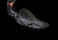 Asian blue forest scorpion - Pedipals (pincers) Specimen of 15cm, with tail included. Originally from Java.<br />
<br />
Its hard to imagine prey having any chance of detecting this species. It lies in darkness, motionless, whilst being very dark in appearance. It can't be spotted visually or by movement (vibrations), as they don't move. When prey is scarce, scorpions are able to slow down their metabolism and survive an entire year on a single insect. Yet still can strike instantly from this low energy state.<br />
<br />
This series shows it with normal light, mixed light (UV + weak LED) and only UV.<br />
https://www.jungledragon.com/image/118114/asian_blue_forest_scorpion.html<br />
https://www.jungledragon.com/image/118115/asian_blue_forest_scorpion_-_frontal.html<br />
https://www.jungledragon.com/image/118116/asian_blue_forest_scorpion_-_tail_venom_bulb_stinger.html<br />
https://www.jungledragon.com/image/118117/asian_blue_forest_scorpion_-_pedipals_pincers.html<br />
https://www.jungledragon.com/image/118118/asian_blue_forest_scorpion_-_venom_bulb_stinger.html<br />
https://www.jungledragon.com/image/118119/asian_blue_forest_scorpion_-_uv.html<br />
https://www.jungledragon.com/image/118120/asian_blue_forest_scorpion_-_uv_mixed_full_body.html<br />
https://www.jungledragon.com/image/118121/asian_blue_forest_scorpion_-_uv_fused_head_and_thorax.html<br />
https://www.jungledragon.com/image/118122/asian_blue_forest_scorpion_-_uv_mixed_sideview.html<br />
https://www.jungledragon.com/image/118123/asian_blue_forest_scorpion_-_uv_closeup.html<br />
https://www.jungledragon.com/image/118124/asian_blue_forest_scorpion_-_uv_mixed_-_frontal.html<br />
https://www.jungledragon.com/image/118125/asian_blue_forest_scorpion_-_uv_frontal.html Asian blue forest scorpion,Heesch,Heterometrus cyaneus,Macro