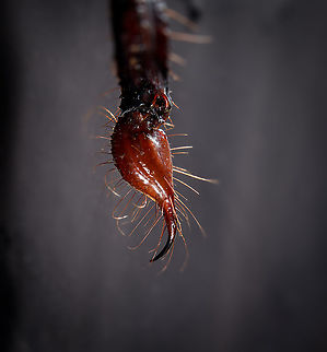 Asian blue forest scorpion - venom bulb, stinger Specimen of 15cm, with tail included. Originally from Java.

Its hard to imagine prey having any chance of detecting this species. It lies in darkness, motionless, whilst being very dark in appearance. It can't be spotted visually or by movement (vibrations), as they don't move. When prey is scarce, scorpions are able to slow down their metabolism and survive an entire year on a single insect. Yet still can strike instantly from this low energy state.

This series shows it with normal light, mixed light (UV + weak LED) and only UV.
https://www.jungledragon.com/image/118114/asian_blue_forest_scorpion.html
https://www.jungledragon.com/image/118115/asian_blue_forest_scorpion_-_frontal.html
https://www.jungledragon.com/image/118116/asian_blue_forest_scorpion_-_tail_venom_bulb_stinger.html
https://www.jungledragon.com/image/118117/asian_blue_forest_scorpion_-_pedipals_pincers.html
https://www.jungledragon.com/image/118118/asian_blue_forest_scorpion_-_venom_bulb_stinger.html
https://www.jungledragon.com/image/118119/asian_blue_forest_scorpion_-_uv.html
https://www.jungledragon.com/image/118120/asian_blue_forest_scorpion_-_uv_mixed_full_body.html
https://www.jungledragon.com/image/118121/asian_blue_forest_scorpion_-_uv_fused_head_and_thorax.html
https://www.jungledragon.com/image/118122/asian_blue_forest_scorpion_-_uv_mixed_sideview.html
https://www.jungledragon.com/image/118123/asian_blue_forest_scorpion_-_uv_closeup.html
https://www.jungledragon.com/image/118124/asian_blue_forest_scorpion_-_uv_mixed_-_frontal.html
https://www.jungledragon.com/image/118125/asian_blue_forest_scorpion_-_uv_frontal.html Asian blue forest scorpion,Heesch,Heterometrus cyaneus,Macro