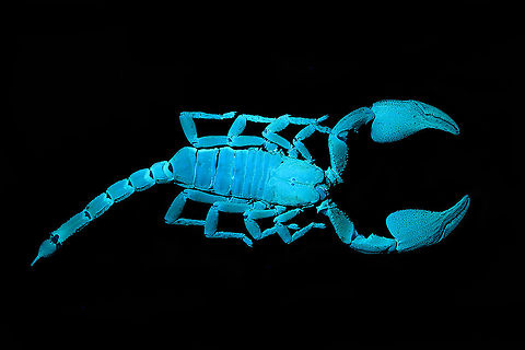Asian blue forest scorpion - UV Specimen of 15cm, with tail included. Originally from Java.

Its hard to imagine prey having any chance of detecting this species. It lies in darkness, motionless, whilst being very dark in appearance. It can't be spotted visually or by movement (vibrations), as they don't move. When prey is scarce, scorpions are able to slow down their metabolism and survive an entire year on a single insect. Yet still can strike instantly from this low energy state.

This series shows it with normal light, mixed light (UV + weak LED) and only UV.
https://www.jungledragon.com/image/118114/asian_blue_forest_scorpion.html
https://www.jungledragon.com/image/118115/asian_blue_forest_scorpion_-_frontal.html
https://www.jungledragon.com/image/118116/asian_blue_forest_scorpion_-_tail_venom_bulb_stinger.html
https://www.jungledragon.com/image/118117/asian_blue_forest_scorpion_-_pedipals_pincers.html
https://www.jungledragon.com/image/118118/asian_blue_forest_scorpion_-_venom_bulb_stinger.html
https://www.jungledragon.com/image/118119/asian_blue_forest_scorpion_-_uv.html
https://www.jungledragon.com/image/118120/asian_blue_forest_scorpion_-_uv_mixed_full_body.html
https://www.jungledragon.com/image/118121/asian_blue_forest_scorpion_-_uv_fused_head_and_thorax.html
https://www.jungledragon.com/image/118122/asian_blue_forest_scorpion_-_uv_mixed_sideview.html
https://www.jungledragon.com/image/118123/asian_blue_forest_scorpion_-_uv_closeup.html
https://www.jungledragon.com/image/118124/asian_blue_forest_scorpion_-_uv_mixed_-_frontal.html
https://www.jungledragon.com/image/118125/asian_blue_forest_scorpion_-_uv_frontal.html Asian blue forest scorpion,Heterometrus cyaneus,Scorpion,Ultra Violet Light