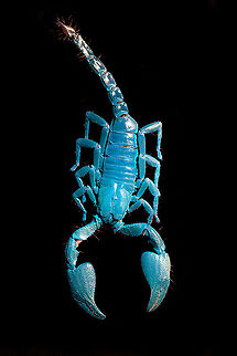 Asian blue forest scorpion - UV mixed (full body) Specimen of 15cm, with tail included. Originally from Java.

Its hard to imagine prey having any chance of detecting this species. It lies in darkness, motionless, whilst being very dark in appearance. It can't be spotted visually or by movement (vibrations), as they don't move. When prey is scarce, scorpions are able to slow down their metabolism and survive an entire year on a single insect. Yet still can strike instantly from this low energy state.

This series shows it with normal light, mixed light (UV + weak LED) and only UV.
https://www.jungledragon.com/image/118114/asian_blue_forest_scorpion.html
https://www.jungledragon.com/image/118115/asian_blue_forest_scorpion_-_frontal.html
https://www.jungledragon.com/image/118116/asian_blue_forest_scorpion_-_tail_venom_bulb_stinger.html
https://www.jungledragon.com/image/118117/asian_blue_forest_scorpion_-_pedipals_pincers.html
https://www.jungledragon.com/image/118118/asian_blue_forest_scorpion_-_venom_bulb_stinger.html
https://www.jungledragon.com/image/118119/asian_blue_forest_scorpion_-_uv.html
https://www.jungledragon.com/image/118120/asian_blue_forest_scorpion_-_uv_mixed_full_body.html
https://www.jungledragon.com/image/118121/asian_blue_forest_scorpion_-_uv_fused_head_and_thorax.html
https://www.jungledragon.com/image/118122/asian_blue_forest_scorpion_-_uv_mixed_sideview.html
https://www.jungledragon.com/image/118123/asian_blue_forest_scorpion_-_uv_closeup.html
https://www.jungledragon.com/image/118124/asian_blue_forest_scorpion_-_uv_mixed_-_frontal.html
https://www.jungledragon.com/image/118125/asian_blue_forest_scorpion_-_uv_frontal.html Asian blue forest scorpion,Heterometrus cyaneus,Scorpion