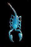Asian blue forest scorpion - UV mixed (full body) Specimen of 15cm, with tail included. Originally from Java.<br />
<br />
Its hard to imagine prey having any chance of detecting this species. It lies in darkness, motionless, whilst being very dark in appearance. It can't be spotted visually or by movement (vibrations), as they don't move. When prey is scarce, scorpions are able to slow down their metabolism and survive an entire year on a single insect. Yet still can strike instantly from this low energy state.<br />
<br />
This series shows it with normal light, mixed light (UV + weak LED) and only UV.<br />
https://www.jungledragon.com/image/118114/asian_blue_forest_scorpion.html<br />
https://www.jungledragon.com/image/118115/asian_blue_forest_scorpion_-_frontal.html<br />
https://www.jungledragon.com/image/118116/asian_blue_forest_scorpion_-_tail_venom_bulb_stinger.html<br />
https://www.jungledragon.com/image/118117/asian_blue_forest_scorpion_-_pedipals_pincers.html<br />
https://www.jungledragon.com/image/118118/asian_blue_forest_scorpion_-_venom_bulb_stinger.html<br />
https://www.jungledragon.com/image/118119/asian_blue_forest_scorpion_-_uv.html<br />
https://www.jungledragon.com/image/118120/asian_blue_forest_scorpion_-_uv_mixed_full_body.html<br />
https://www.jungledragon.com/image/118121/asian_blue_forest_scorpion_-_uv_fused_head_and_thorax.html<br />
https://www.jungledragon.com/image/118122/asian_blue_forest_scorpion_-_uv_mixed_sideview.html<br />
https://www.jungledragon.com/image/118123/asian_blue_forest_scorpion_-_uv_closeup.html<br />
https://www.jungledragon.com/image/118124/asian_blue_forest_scorpion_-_uv_mixed_-_frontal.html<br />
https://www.jungledragon.com/image/118125/asian_blue_forest_scorpion_-_uv_frontal.html Asian blue forest scorpion,Heterometrus cyaneus,Scorpion