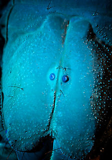 Asian blue forest scorpion - UV (fused head and thorax) Specimen of 15cm, with tail included. Originally from Java.

Its hard to imagine prey having any chance of detecting this species. It lies in darkness, motionless, whilst being very dark in appearance. It can't be spotted visually or by movement (vibrations), as they don't move. When prey is scarce, scorpions are able to slow down their metabolism and survive an entire year on a single insect. Yet still can strike instantly from this low energy state.

This series shows it with normal light, mixed light (UV + weak LED) and only UV.
https://www.jungledragon.com/image/118114/asian_blue_forest_scorpion.html
https://www.jungledragon.com/image/118115/asian_blue_forest_scorpion_-_frontal.html
https://www.jungledragon.com/image/118116/asian_blue_forest_scorpion_-_tail_venom_bulb_stinger.html
https://www.jungledragon.com/image/118117/asian_blue_forest_scorpion_-_pedipals_pincers.html
https://www.jungledragon.com/image/118118/asian_blue_forest_scorpion_-_venom_bulb_stinger.html
https://www.jungledragon.com/image/118119/asian_blue_forest_scorpion_-_uv.html
https://www.jungledragon.com/image/118120/asian_blue_forest_scorpion_-_uv_mixed_full_body.html
https://www.jungledragon.com/image/118121/asian_blue_forest_scorpion_-_uv_fused_head_and_thorax.html
https://www.jungledragon.com/image/118122/asian_blue_forest_scorpion_-_uv_mixed_sideview.html
https://www.jungledragon.com/image/118123/asian_blue_forest_scorpion_-_uv_closeup.html
https://www.jungledragon.com/image/118124/asian_blue_forest_scorpion_-_uv_mixed_-_frontal.html
https://www.jungledragon.com/image/118125/asian_blue_forest_scorpion_-_uv_frontal.html Asian blue forest scorpion,Extreme Macro Portraits,Heterometrus cyaneus,Scorpion,Ultra Violet Light