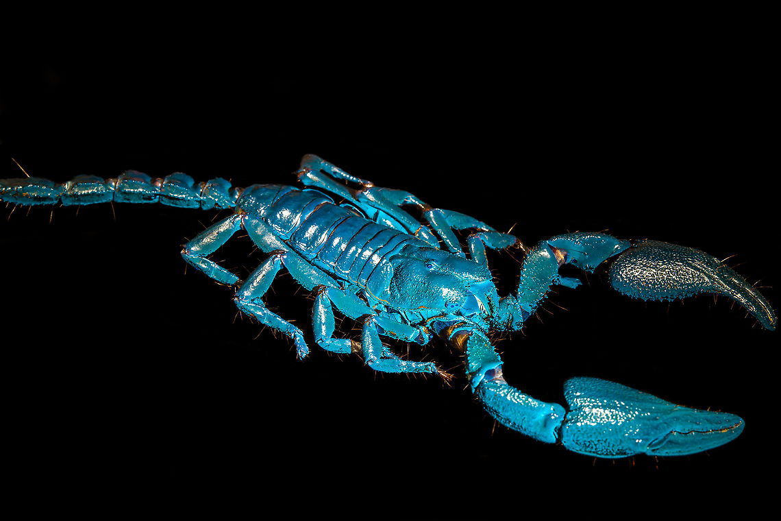 Asian blue forest scorpion - UV mixed sideview Specimen of 15cm, with tail included. Originally from Java.<br />
<br />
Its hard to imagine prey having any chance of detecting this species. It lies in darkness, motionless, whilst being very dark in appearance. It can&#039;t be spotted visually or by movement (vibrations), as they don&#039;t move. When prey is scarce, scorpions are able to slow down their metabolism and survive an entire year on a single insect. Yet still can strike instantly from this low energy state.<br />
<br />
This series shows it with normal light, mixed light (UV + weak LED) and only UV.<br />
<figure class="photo"><a href="https://www.jungledragon.com/image/118114/asian_blue_forest_scorpion.html" title="Asian blue forest scorpion"><img src="https://s3.amazonaws.com/media.jungledragon.com/images/2/118114_thumb.jpg?AWSAccessKeyId=05GMT0V3GWVNE7GGM1R2&Expires=1767225610&Signature=DtDT%2FVFuELHMBsssitlSQeNjFWo%3D" width="200" height="122" alt="Asian blue forest scorpion Specimen of 15cm, with tail included. Originally from Java.<br />
<br />
Its hard to imagine prey having any chance of detecting this species. It lies in darkness, motionless, whilst being very dark in appearance. It can&#039;t be spotted visually or by movement (vibrations), as they don&#039;t move. When prey is scarce, scorpions are able to slow down their metabolism and survive an entire year on a single insect. Yet still can strike instantly from this low energy state.<br />
<br />
This series shows it with normal light, mixed light (UV + weak LED) and only UV.<br />
https://www.jungledragon.com/image/118114/asian_blue_forest_scorpion.html<br />
https://www.jungledragon.com/image/118115/asian_blue_forest_scorpion_-_frontal.html<br />
https://www.jungledragon.com/image/118116/asian_blue_forest_scorpion_-_tail_venom_bulb_stinger.html<br />
https://www.jungledragon.com/image/118117/asian_blue_forest_scorpion_-_pedipals_pincers.html<br />
https://www.jungledragon.com/image/118118/asian_blue_forest_scorpion_-_venom_bulb_stinger.html<br />
https://www.jungledragon.com/image/118119/asian_blue_forest_scorpion_-_uv.html<br />
https://www.jungledragon.com/image/118120/asian_blue_forest_scorpion_-_uv_mixed_full_body.html<br />
https://www.jungledragon.com/image/118121/asian_blue_forest_scorpion_-_uv_fused_head_and_thorax.html<br />
https://www.jungledragon.com/image/118122/asian_blue_forest_scorpion_-_uv_mixed_sideview.html<br />
https://www.jungledragon.com/image/118123/asian_blue_forest_scorpion_-_uv_closeup.html<br />
https://www.jungledragon.com/image/118124/asian_blue_forest_scorpion_-_uv_mixed_-_frontal.html<br />
https://www.jungledragon.com/image/118125/asian_blue_forest_scorpion_-_uv_frontal.html Asian blue forest scorpion,Heesch,Heterometrus cyaneus,Macro" /></a></figure><br />
<figure class="photo"><a href="https://www.jungledragon.com/image/118115/asian_blue_forest_scorpion_-_frontal.html" title="Asian blue forest scorpion - frontal"><img src="https://s3.amazonaws.com/media.jungledragon.com/images/2/118115_thumb.jpg?AWSAccessKeyId=05GMT0V3GWVNE7GGM1R2&Expires=1767225610&Signature=iJ0uscOJLCOm9SKblJ7cmOl7xbU%3D" width="102" height="152" alt="Asian blue forest scorpion - frontal Specimen of 15cm, with tail included. Originally from Java.<br />
<br />
Its hard to imagine prey having any chance of detecting this species. It lies in darkness, motionless, whilst being very dark in appearance. It can&#039;t be spotted visually or by movement (vibrations), as they don&#039;t move. When prey is scarce, scorpions are able to slow down their metabolism and survive an entire year on a single insect. Yet still can strike instantly from this low energy state.<br />
<br />
This series shows it with normal light, mixed light (UV + weak LED) and only UV.<br />
https://www.jungledragon.com/image/118114/asian_blue_forest_scorpion.html<br />
https://www.jungledragon.com/image/118115/asian_blue_forest_scorpion_-_frontal.html<br />
https://www.jungledragon.com/image/118116/asian_blue_forest_scorpion_-_tail_venom_bulb_stinger.html<br />
https://www.jungledragon.com/image/118117/asian_blue_forest_scorpion_-_pedipals_pincers.html<br />
https://www.jungledragon.com/image/118118/asian_blue_forest_scorpion_-_venom_bulb_stinger.html<br />
https://www.jungledragon.com/image/118119/asian_blue_forest_scorpion_-_uv.html<br />
https://www.jungledragon.com/image/118120/asian_blue_forest_scorpion_-_uv_mixed_full_body.html<br />
https://www.jungledragon.com/image/118121/asian_blue_forest_scorpion_-_uv_fused_head_and_thorax.html<br />
https://www.jungledragon.com/image/118122/asian_blue_forest_scorpion_-_uv_mixed_sideview.html<br />
https://www.jungledragon.com/image/118123/asian_blue_forest_scorpion_-_uv_closeup.html<br />
https://www.jungledragon.com/image/118124/asian_blue_forest_scorpion_-_uv_mixed_-_frontal.html<br />
https://www.jungledragon.com/image/118125/asian_blue_forest_scorpion_-_uv_frontal.html Asian blue forest scorpion,Heesch,Heterometrus cyaneus,Macro" /></a></figure><br />
<figure class="photo"><a href="https://www.jungledragon.com/image/118116/asian_blue_forest_scorpion_-_tail_venom_bulb_stinger.html" title="Asian blue forest scorpion - tail, venom bulb, stinger"><img src="https://s3.amazonaws.com/media.jungledragon.com/images/2/118116_thumb.jpg?AWSAccessKeyId=05GMT0V3GWVNE7GGM1R2&Expires=1767225610&Signature=u9WzuJT7rUmYbb1%2FcOub%2BIst2r8%3D" width="100" height="152" alt="Asian blue forest scorpion - tail, venom bulb, stinger Specimen of 15cm, with tail included. Originally from Java.<br />
<br />
Its hard to imagine prey having any chance of detecting this species. It lies in darkness, motionless, whilst being very dark in appearance. It can&#039;t be spotted visually or by movement (vibrations), as they don&#039;t move. When prey is scarce, scorpions are able to slow down their metabolism and survive an entire year on a single insect. Yet still can strike instantly from this low energy state.<br />
<br />
This series shows it with normal light, mixed light (UV + weak LED) and only UV.<br />
https://www.jungledragon.com/image/118114/asian_blue_forest_scorpion.html<br />
https://www.jungledragon.com/image/118115/asian_blue_forest_scorpion_-_frontal.html<br />
https://www.jungledragon.com/image/118116/asian_blue_forest_scorpion_-_tail_venom_bulb_stinger.html<br />
https://www.jungledragon.com/image/118117/asian_blue_forest_scorpion_-_pedipals_pincers.html<br />
https://www.jungledragon.com/image/118118/asian_blue_forest_scorpion_-_venom_bulb_stinger.html<br />
https://www.jungledragon.com/image/118119/asian_blue_forest_scorpion_-_uv.html<br />
https://www.jungledragon.com/image/118120/asian_blue_forest_scorpion_-_uv_mixed_full_body.html<br />
https://www.jungledragon.com/image/118121/asian_blue_forest_scorpion_-_uv_fused_head_and_thorax.html<br />
https://www.jungledragon.com/image/118122/asian_blue_forest_scorpion_-_uv_mixed_sideview.html<br />
https://www.jungledragon.com/image/118123/asian_blue_forest_scorpion_-_uv_closeup.html<br />
https://www.jungledragon.com/image/118124/asian_blue_forest_scorpion_-_uv_mixed_-_frontal.html<br />
https://www.jungledragon.com/image/118125/asian_blue_forest_scorpion_-_uv_frontal.html Asian blue forest scorpion,Heesch,Heterometrus cyaneus,Macro" /></a></figure><br />
<figure class="photo"><a href="https://www.jungledragon.com/image/118117/asian_blue_forest_scorpion_-_pedipals_pincers.html" title="Asian blue forest scorpion - Pedipals (pincers)"><img src="https://s3.amazonaws.com/media.jungledragon.com/images/2/118117_thumb.jpg?AWSAccessKeyId=05GMT0V3GWVNE7GGM1R2&Expires=1767225610&Signature=mFY6lsd73VD%2Bp%2BywFG%2BNzih1JxE%3D" width="200" height="138" alt="Asian blue forest scorpion - Pedipals (pincers) Specimen of 15cm, with tail included. Originally from Java.<br />
<br />
Its hard to imagine prey having any chance of detecting this species. It lies in darkness, motionless, whilst being very dark in appearance. It can&#039;t be spotted visually or by movement (vibrations), as they don&#039;t move. When prey is scarce, scorpions are able to slow down their metabolism and survive an entire year on a single insect. Yet still can strike instantly from this low energy state.<br />
<br />
This series shows it with normal light, mixed light (UV + weak LED) and only UV.<br />
https://www.jungledragon.com/image/118114/asian_blue_forest_scorpion.html<br />
https://www.jungledragon.com/image/118115/asian_blue_forest_scorpion_-_frontal.html<br />
https://www.jungledragon.com/image/118116/asian_blue_forest_scorpion_-_tail_venom_bulb_stinger.html<br />
https://www.jungledragon.com/image/118117/asian_blue_forest_scorpion_-_pedipals_pincers.html<br />
https://www.jungledragon.com/image/118118/asian_blue_forest_scorpion_-_venom_bulb_stinger.html<br />
https://www.jungledragon.com/image/118119/asian_blue_forest_scorpion_-_uv.html<br />
https://www.jungledragon.com/image/118120/asian_blue_forest_scorpion_-_uv_mixed_full_body.html<br />
https://www.jungledragon.com/image/118121/asian_blue_forest_scorpion_-_uv_fused_head_and_thorax.html<br />
https://www.jungledragon.com/image/118122/asian_blue_forest_scorpion_-_uv_mixed_sideview.html<br />
https://www.jungledragon.com/image/118123/asian_blue_forest_scorpion_-_uv_closeup.html<br />
https://www.jungledragon.com/image/118124/asian_blue_forest_scorpion_-_uv_mixed_-_frontal.html<br />
https://www.jungledragon.com/image/118125/asian_blue_forest_scorpion_-_uv_frontal.html Asian blue forest scorpion,Heesch,Heterometrus cyaneus,Macro" /></a></figure><br />
<figure class="photo"><a href="https://www.jungledragon.com/image/118118/asian_blue_forest_scorpion_-_venom_bulb_stinger.html" title="Asian blue forest scorpion - venom bulb, stinger"><img src="https://s3.amazonaws.com/media.jungledragon.com/images/2/118118_thumb.jpg?AWSAccessKeyId=05GMT0V3GWVNE7GGM1R2&Expires=1767225610&Signature=YUnJ0XEvc0bJ8EZDXV1RSQH8r6E%3D" width="142" height="152" alt="Asian blue forest scorpion - venom bulb, stinger Specimen of 15cm, with tail included. Originally from Java.<br />
<br />
Its hard to imagine prey having any chance of detecting this species. It lies in darkness, motionless, whilst being very dark in appearance. It can&#039;t be spotted visually or by movement (vibrations), as they don&#039;t move. When prey is scarce, scorpions are able to slow down their metabolism and survive an entire year on a single insect. Yet still can strike instantly from this low energy state.<br />
<br />
This series shows it with normal light, mixed light (UV + weak LED) and only UV.<br />
https://www.jungledragon.com/image/118114/asian_blue_forest_scorpion.html<br />
https://www.jungledragon.com/image/118115/asian_blue_forest_scorpion_-_frontal.html<br />
https://www.jungledragon.com/image/118116/asian_blue_forest_scorpion_-_tail_venom_bulb_stinger.html<br />
https://www.jungledragon.com/image/118117/asian_blue_forest_scorpion_-_pedipals_pincers.html<br />
https://www.jungledragon.com/image/118118/asian_blue_forest_scorpion_-_venom_bulb_stinger.html<br />
https://www.jungledragon.com/image/118119/asian_blue_forest_scorpion_-_uv.html<br />
https://www.jungledragon.com/image/118120/asian_blue_forest_scorpion_-_uv_mixed_full_body.html<br />
https://www.jungledragon.com/image/118121/asian_blue_forest_scorpion_-_uv_fused_head_and_thorax.html<br />
https://www.jungledragon.com/image/118122/asian_blue_forest_scorpion_-_uv_mixed_sideview.html<br />
https://www.jungledragon.com/image/118123/asian_blue_forest_scorpion_-_uv_closeup.html<br />
https://www.jungledragon.com/image/118124/asian_blue_forest_scorpion_-_uv_mixed_-_frontal.html<br />
https://www.jungledragon.com/image/118125/asian_blue_forest_scorpion_-_uv_frontal.html Asian blue forest scorpion,Heesch,Heterometrus cyaneus,Macro" /></a></figure><br />
<figure class="photo"><a href="https://www.jungledragon.com/image/118119/asian_blue_forest_scorpion_-_uv.html" title="Asian blue forest scorpion - UV"><img src="https://s3.amazonaws.com/media.jungledragon.com/images/2/118119_thumb.jpg?AWSAccessKeyId=05GMT0V3GWVNE7GGM1R2&Expires=1767225610&Signature=uWnqy1iTgz%2FzI3KsblVuxDFcIBE%3D" width="200" height="134" alt="Asian blue forest scorpion - UV Specimen of 15cm, with tail included. Originally from Java.<br />
<br />
Its hard to imagine prey having any chance of detecting this species. It lies in darkness, motionless, whilst being very dark in appearance. It can&#039;t be spotted visually or by movement (vibrations), as they don&#039;t move. When prey is scarce, scorpions are able to slow down their metabolism and survive an entire year on a single insect. Yet still can strike instantly from this low energy state.<br />
<br />
This series shows it with normal light, mixed light (UV + weak LED) and only UV.<br />
https://www.jungledragon.com/image/118114/asian_blue_forest_scorpion.html<br />
https://www.jungledragon.com/image/118115/asian_blue_forest_scorpion_-_frontal.html<br />
https://www.jungledragon.com/image/118116/asian_blue_forest_scorpion_-_tail_venom_bulb_stinger.html<br />
https://www.jungledragon.com/image/118117/asian_blue_forest_scorpion_-_pedipals_pincers.html<br />
https://www.jungledragon.com/image/118118/asian_blue_forest_scorpion_-_venom_bulb_stinger.html<br />
https://www.jungledragon.com/image/118119/asian_blue_forest_scorpion_-_uv.html<br />
https://www.jungledragon.com/image/118120/asian_blue_forest_scorpion_-_uv_mixed_full_body.html<br />
https://www.jungledragon.com/image/118121/asian_blue_forest_scorpion_-_uv_fused_head_and_thorax.html<br />
https://www.jungledragon.com/image/118122/asian_blue_forest_scorpion_-_uv_mixed_sideview.html<br />
https://www.jungledragon.com/image/118123/asian_blue_forest_scorpion_-_uv_closeup.html<br />
https://www.jungledragon.com/image/118124/asian_blue_forest_scorpion_-_uv_mixed_-_frontal.html<br />
https://www.jungledragon.com/image/118125/asian_blue_forest_scorpion_-_uv_frontal.html Asian blue forest scorpion,Heterometrus cyaneus,Scorpion,Ultra Violet Light" /></a></figure><br />
<figure class="photo"><a href="https://www.jungledragon.com/image/118120/asian_blue_forest_scorpion_-_uv_mixed_full_body.html" title="Asian blue forest scorpion - UV mixed (full body)"><img src="https://s3.amazonaws.com/media.jungledragon.com/images/2/118120_thumb.jpg?AWSAccessKeyId=05GMT0V3GWVNE7GGM1R2&Expires=1767225610&Signature=dIS7Ta0GLGLJnFmBL5%2Facigbiww%3D" width="102" height="152" alt="Asian blue forest scorpion - UV mixed (full body) Specimen of 15cm, with tail included. Originally from Java.<br />
<br />
Its hard to imagine prey having any chance of detecting this species. It lies in darkness, motionless, whilst being very dark in appearance. It can&#039;t be spotted visually or by movement (vibrations), as they don&#039;t move. When prey is scarce, scorpions are able to slow down their metabolism and survive an entire year on a single insect. Yet still can strike instantly from this low energy state.<br />
<br />
This series shows it with normal light, mixed light (UV + weak LED) and only UV.<br />
https://www.jungledragon.com/image/118114/asian_blue_forest_scorpion.html<br />
https://www.jungledragon.com/image/118115/asian_blue_forest_scorpion_-_frontal.html<br />
https://www.jungledragon.com/image/118116/asian_blue_forest_scorpion_-_tail_venom_bulb_stinger.html<br />
https://www.jungledragon.com/image/118117/asian_blue_forest_scorpion_-_pedipals_pincers.html<br />
https://www.jungledragon.com/image/118118/asian_blue_forest_scorpion_-_venom_bulb_stinger.html<br />
https://www.jungledragon.com/image/118119/asian_blue_forest_scorpion_-_uv.html<br />
https://www.jungledragon.com/image/118120/asian_blue_forest_scorpion_-_uv_mixed_full_body.html<br />
https://www.jungledragon.com/image/118121/asian_blue_forest_scorpion_-_uv_fused_head_and_thorax.html<br />
https://www.jungledragon.com/image/118122/asian_blue_forest_scorpion_-_uv_mixed_sideview.html<br />
https://www.jungledragon.com/image/118123/asian_blue_forest_scorpion_-_uv_closeup.html<br />
https://www.jungledragon.com/image/118124/asian_blue_forest_scorpion_-_uv_mixed_-_frontal.html<br />
https://www.jungledragon.com/image/118125/asian_blue_forest_scorpion_-_uv_frontal.html Asian blue forest scorpion,Heterometrus cyaneus,Scorpion" /></a></figure><br />
<figure class="photo"><a href="https://www.jungledragon.com/image/118121/asian_blue_forest_scorpion_-_uv_fused_head_and_thorax.html" title="Asian blue forest scorpion - UV (fused head and thorax)"><img src="https://s3.amazonaws.com/media.jungledragon.com/images/2/118121_thumb.jpg?AWSAccessKeyId=05GMT0V3GWVNE7GGM1R2&Expires=1767225610&Signature=9uP2QP%2BU7Htla85X72zp4lyl2s4%3D" width="108" height="152" alt="Asian blue forest scorpion - UV (fused head and thorax) Specimen of 15cm, with tail included. Originally from Java.<br />
<br />
Its hard to imagine prey having any chance of detecting this species. It lies in darkness, motionless, whilst being very dark in appearance. It can&#039;t be spotted visually or by movement (vibrations), as they don&#039;t move. When prey is scarce, scorpions are able to slow down their metabolism and survive an entire year on a single insect. Yet still can strike instantly from this low energy state.<br />
<br />
This series shows it with normal light, mixed light (UV + weak LED) and only UV.<br />
https://www.jungledragon.com/image/118114/asian_blue_forest_scorpion.html<br />
https://www.jungledragon.com/image/118115/asian_blue_forest_scorpion_-_frontal.html<br />
https://www.jungledragon.com/image/118116/asian_blue_forest_scorpion_-_tail_venom_bulb_stinger.html<br />
https://www.jungledragon.com/image/118117/asian_blue_forest_scorpion_-_pedipals_pincers.html<br />
https://www.jungledragon.com/image/118118/asian_blue_forest_scorpion_-_venom_bulb_stinger.html<br />
https://www.jungledragon.com/image/118119/asian_blue_forest_scorpion_-_uv.html<br />
https://www.jungledragon.com/image/118120/asian_blue_forest_scorpion_-_uv_mixed_full_body.html<br />
https://www.jungledragon.com/image/118121/asian_blue_forest_scorpion_-_uv_fused_head_and_thorax.html<br />
https://www.jungledragon.com/image/118122/asian_blue_forest_scorpion_-_uv_mixed_sideview.html<br />
https://www.jungledragon.com/image/118123/asian_blue_forest_scorpion_-_uv_closeup.html<br />
https://www.jungledragon.com/image/118124/asian_blue_forest_scorpion_-_uv_mixed_-_frontal.html<br />
https://www.jungledragon.com/image/118125/asian_blue_forest_scorpion_-_uv_frontal.html Asian blue forest scorpion,Extreme Macro Portraits,Heterometrus cyaneus,Scorpion,Ultra Violet Light" /></a></figure><br />
<figure class="photo"><a href="https://www.jungledragon.com/image/118122/asian_blue_forest_scorpion_-_uv_mixed_sideview.html" title="Asian blue forest scorpion - UV mixed sideview"><img src="https://s3.amazonaws.com/media.jungledragon.com/images/2/118122_thumb.jpg?AWSAccessKeyId=05GMT0V3GWVNE7GGM1R2&Expires=1767225610&Signature=DN9tOhBYKmbwQT8AMveo9H09lxM%3D" width="200" height="134" alt="Asian blue forest scorpion - UV mixed sideview Specimen of 15cm, with tail included. Originally from Java.<br />
<br />
Its hard to imagine prey having any chance of detecting this species. It lies in darkness, motionless, whilst being very dark in appearance. It can&#039;t be spotted visually or by movement (vibrations), as they don&#039;t move. When prey is scarce, scorpions are able to slow down their metabolism and survive an entire year on a single insect. Yet still can strike instantly from this low energy state.<br />
<br />
This series shows it with normal light, mixed light (UV + weak LED) and only UV.<br />
https://www.jungledragon.com/image/118114/asian_blue_forest_scorpion.html<br />
https://www.jungledragon.com/image/118115/asian_blue_forest_scorpion_-_frontal.html<br />
https://www.jungledragon.com/image/118116/asian_blue_forest_scorpion_-_tail_venom_bulb_stinger.html<br />
https://www.jungledragon.com/image/118117/asian_blue_forest_scorpion_-_pedipals_pincers.html<br />
https://www.jungledragon.com/image/118118/asian_blue_forest_scorpion_-_venom_bulb_stinger.html<br />
https://www.jungledragon.com/image/118119/asian_blue_forest_scorpion_-_uv.html<br />
https://www.jungledragon.com/image/118120/asian_blue_forest_scorpion_-_uv_mixed_full_body.html<br />
https://www.jungledragon.com/image/118121/asian_blue_forest_scorpion_-_uv_fused_head_and_thorax.html<br />
https://www.jungledragon.com/image/118122/asian_blue_forest_scorpion_-_uv_mixed_sideview.html<br />
https://www.jungledragon.com/image/118123/asian_blue_forest_scorpion_-_uv_closeup.html<br />
https://www.jungledragon.com/image/118124/asian_blue_forest_scorpion_-_uv_mixed_-_frontal.html<br />
https://www.jungledragon.com/image/118125/asian_blue_forest_scorpion_-_uv_frontal.html Asian blue forest scorpion,Heterometrus cyaneus,Scorpion" /></a></figure><br />
<figure class="photo"><a href="https://www.jungledragon.com/image/118123/asian_blue_forest_scorpion_-_uv_closeup.html" title="Asian blue forest scorpion - UV closeup"><img src="https://s3.amazonaws.com/media.jungledragon.com/images/2/118123_thumb.jpg?AWSAccessKeyId=05GMT0V3GWVNE7GGM1R2&Expires=1767225610&Signature=aRZqzCCA%2Fr5wM9Wu3syib%2BK1Z%2Fk%3D" width="200" height="134" alt="Asian blue forest scorpion - UV closeup Specimen of 15cm, with tail included. Originally from Java.<br />
<br />
Its hard to imagine prey having any chance of detecting this species. It lies in darkness, motionless, whilst being very dark in appearance. It can&#039;t be spotted visually or by movement (vibrations), as they don&#039;t move. When prey is scarce, scorpions are able to slow down their metabolism and survive an entire year on a single insect. Yet still can strike instantly from this low energy state.<br />
<br />
This series shows it with normal light, mixed light (UV + weak LED) and only UV.<br />
https://www.jungledragon.com/image/118114/asian_blue_forest_scorpion.html<br />
https://www.jungledragon.com/image/118115/asian_blue_forest_scorpion_-_frontal.html<br />
https://www.jungledragon.com/image/118116/asian_blue_forest_scorpion_-_tail_venom_bulb_stinger.html<br />
https://www.jungledragon.com/image/118117/asian_blue_forest_scorpion_-_pedipals_pincers.html<br />
https://www.jungledragon.com/image/118118/asian_blue_forest_scorpion_-_venom_bulb_stinger.html<br />
https://www.jungledragon.com/image/118119/asian_blue_forest_scorpion_-_uv.html<br />
https://www.jungledragon.com/image/118120/asian_blue_forest_scorpion_-_uv_mixed_full_body.html<br />
https://www.jungledragon.com/image/118121/asian_blue_forest_scorpion_-_uv_fused_head_and_thorax.html<br />
https://www.jungledragon.com/image/118122/asian_blue_forest_scorpion_-_uv_mixed_sideview.html<br />
https://www.jungledragon.com/image/118123/asian_blue_forest_scorpion_-_uv_closeup.html<br />
https://www.jungledragon.com/image/118124/asian_blue_forest_scorpion_-_uv_mixed_-_frontal.html<br />
https://www.jungledragon.com/image/118125/asian_blue_forest_scorpion_-_uv_frontal.html Asian blue forest scorpion,Heterometrus cyaneus,Scorpion,Ultra Violet Light" /></a></figure><br />
<figure class="photo"><a href="https://www.jungledragon.com/image/118124/asian_blue_forest_scorpion_-_uv_mixed_-_frontal.html" title="Asian blue forest scorpion - UV mixed - frontal"><img src="https://s3.amazonaws.com/media.jungledragon.com/images/2/118124_thumb.jpg?AWSAccessKeyId=05GMT0V3GWVNE7GGM1R2&Expires=1767225610&Signature=li6rDhLg%2BJGP7wNPbE%2FNgZnpFks%3D" width="200" height="134" alt="Asian blue forest scorpion - UV mixed - frontal Specimen of 15cm, with tail included. Originally from Java.<br />
<br />
Its hard to imagine prey having any chance of detecting this species. It lies in darkness, motionless, whilst being very dark in appearance. It can&#039;t be spotted visually or by movement (vibrations), as they don&#039;t move. When prey is scarce, scorpions are able to slow down their metabolism and survive an entire year on a single insect. Yet still can strike instantly from this low energy state.<br />
<br />
This series shows it with normal light, mixed light (UV + weak LED) and only UV.<br />
https://www.jungledragon.com/image/118114/asian_blue_forest_scorpion.html<br />
https://www.jungledragon.com/image/118115/asian_blue_forest_scorpion_-_frontal.html<br />
https://www.jungledragon.com/image/118116/asian_blue_forest_scorpion_-_tail_venom_bulb_stinger.html<br />
https://www.jungledragon.com/image/118117/asian_blue_forest_scorpion_-_pedipals_pincers.html<br />
https://www.jungledragon.com/image/118118/asian_blue_forest_scorpion_-_venom_bulb_stinger.html<br />
https://www.jungledragon.com/image/118119/asian_blue_forest_scorpion_-_uv.html<br />
https://www.jungledragon.com/image/118120/asian_blue_forest_scorpion_-_uv_mixed_full_body.html<br />
https://www.jungledragon.com/image/118121/asian_blue_forest_scorpion_-_uv_fused_head_and_thorax.html<br />
https://www.jungledragon.com/image/118122/asian_blue_forest_scorpion_-_uv_mixed_sideview.html<br />
https://www.jungledragon.com/image/118123/asian_blue_forest_scorpion_-_uv_closeup.html<br />
https://www.jungledragon.com/image/118124/asian_blue_forest_scorpion_-_uv_mixed_-_frontal.html<br />
https://www.jungledragon.com/image/118125/asian_blue_forest_scorpion_-_uv_frontal.html Asian blue forest scorpion,Heterometrus cyaneus,Scorpion" /></a></figure><br />
<figure class="photo"><a href="https://www.jungledragon.com/image/118125/asian_blue_forest_scorpion_-_uv_frontal.html" title="Asian blue forest scorpion - UV frontal"><img src="https://s3.amazonaws.com/media.jungledragon.com/images/2/118125_thumb.jpg?AWSAccessKeyId=05GMT0V3GWVNE7GGM1R2&Expires=1767225610&Signature=4QiAZda%2Bpcdju5becW8lzJwMVSc%3D" width="200" height="134" alt="Asian blue forest scorpion - UV frontal Specimen of 15cm, with tail included. Originally from Java.<br />
<br />
Its hard to imagine prey having any chance of detecting this species. It lies in darkness, motionless, whilst being very dark in appearance. It can&#039;t be spotted visually or by movement (vibrations), as they don&#039;t move. When prey is scarce, scorpions are able to slow down their metabolism and survive an entire year on a single insect. Yet still can strike instantly from this low energy state.<br />
<br />
This series shows it with normal light, mixed light (UV + weak LED) and only UV.<br />
https://www.jungledragon.com/image/118114/asian_blue_forest_scorpion.html<br />
https://www.jungledragon.com/image/118115/asian_blue_forest_scorpion_-_frontal.html<br />
https://www.jungledragon.com/image/118116/asian_blue_forest_scorpion_-_tail_venom_bulb_stinger.html<br />
https://www.jungledragon.com/image/118117/asian_blue_forest_scorpion_-_pedipals_pincers.html<br />
https://www.jungledragon.com/image/118118/asian_blue_forest_scorpion_-_venom_bulb_stinger.html<br />
https://www.jungledragon.com/image/118119/asian_blue_forest_scorpion_-_uv.html<br />
https://www.jungledragon.com/image/118120/asian_blue_forest_scorpion_-_uv_mixed_full_body.html<br />
https://www.jungledragon.com/image/118121/asian_blue_forest_scorpion_-_uv_fused_head_and_thorax.html<br />
https://www.jungledragon.com/image/118122/asian_blue_forest_scorpion_-_uv_mixed_sideview.html<br />
https://www.jungledragon.com/image/118123/asian_blue_forest_scorpion_-_uv_closeup.html<br />
https://www.jungledragon.com/image/118124/asian_blue_forest_scorpion_-_uv_mixed_-_frontal.html<br />
https://www.jungledragon.com/image/118125/asian_blue_forest_scorpion_-_uv_frontal.html Asian blue forest scorpion,Heterometrus cyaneus,Scorpion" /></a></figure> Asian blue forest scorpion,Heterometrus cyaneus,Scorpion