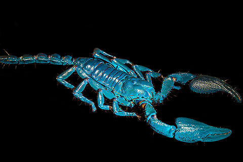Asian blue forest scorpion - UV mixed sideview Specimen of 15cm, with tail included. Originally from Java.

Its hard to imagine prey having any chance of detecting this species. It lies in darkness, motionless, whilst being very dark in appearance. It can't be spotted visually or by movement (vibrations), as they don't move. When prey is scarce, scorpions are able to slow down their metabolism and survive an entire year on a single insect. Yet still can strike instantly from this low energy state.

This series shows it with normal light, mixed light (UV + weak LED) and only UV.
https://www.jungledragon.com/image/118114/asian_blue_forest_scorpion.html
https://www.jungledragon.com/image/118115/asian_blue_forest_scorpion_-_frontal.html
https://www.jungledragon.com/image/118116/asian_blue_forest_scorpion_-_tail_venom_bulb_stinger.html
https://www.jungledragon.com/image/118117/asian_blue_forest_scorpion_-_pedipals_pincers.html
https://www.jungledragon.com/image/118118/asian_blue_forest_scorpion_-_venom_bulb_stinger.html
https://www.jungledragon.com/image/118119/asian_blue_forest_scorpion_-_uv.html
https://www.jungledragon.com/image/118120/asian_blue_forest_scorpion_-_uv_mixed_full_body.html
https://www.jungledragon.com/image/118121/asian_blue_forest_scorpion_-_uv_fused_head_and_thorax.html
https://www.jungledragon.com/image/118122/asian_blue_forest_scorpion_-_uv_mixed_sideview.html
https://www.jungledragon.com/image/118123/asian_blue_forest_scorpion_-_uv_closeup.html
https://www.jungledragon.com/image/118124/asian_blue_forest_scorpion_-_uv_mixed_-_frontal.html
https://www.jungledragon.com/image/118125/asian_blue_forest_scorpion_-_uv_frontal.html Asian blue forest scorpion,Heterometrus cyaneus,Scorpion