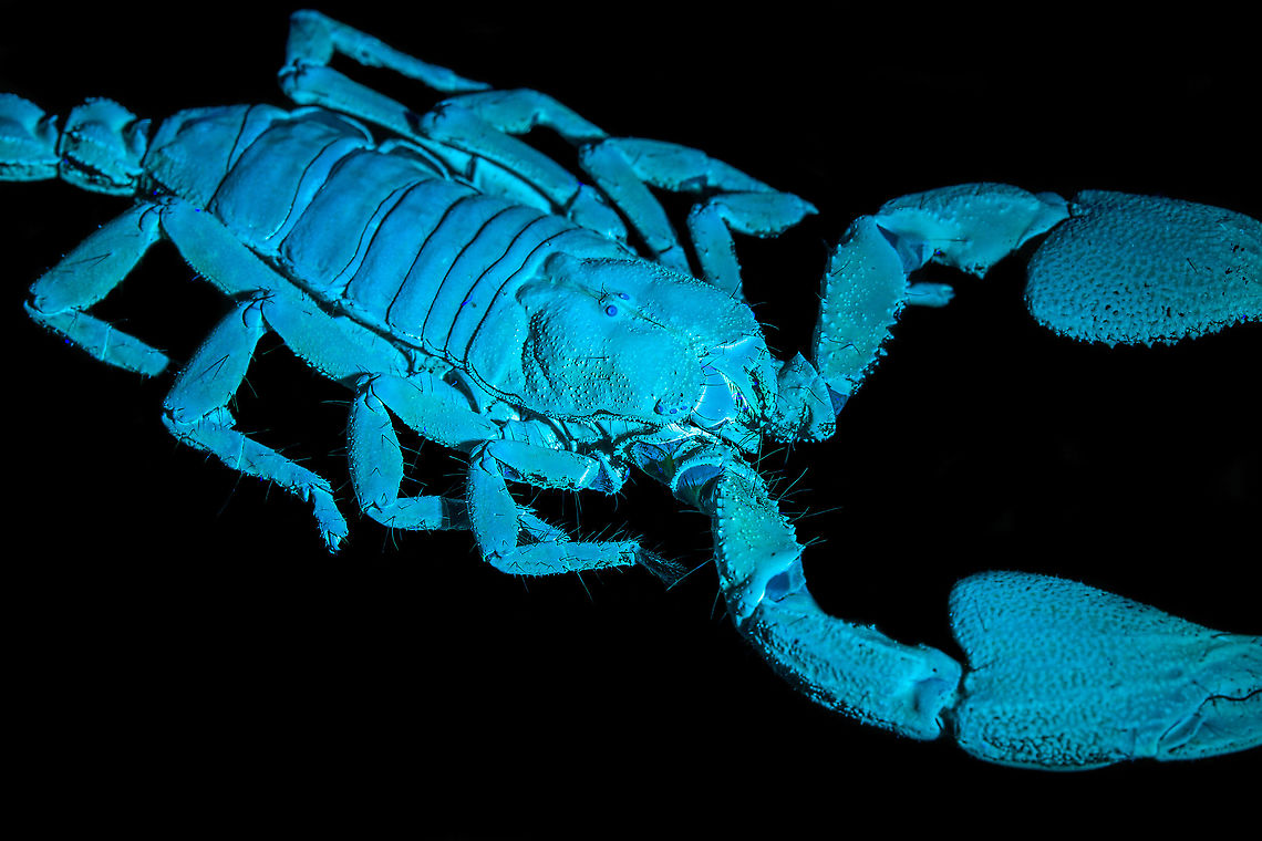 Asian blue forest scorpion - UV closeup Specimen of 15cm, with tail included. Originally from Java.<br />
<br />
Its hard to imagine prey having any chance of detecting this species. It lies in darkness, motionless, whilst being very dark in appearance. It can't be spotted visually or by movement (vibrations), as they don't move. When prey is scarce, scorpions are able to slow down their metabolism and survive an entire year on a single insect. Yet still can strike instantly from this low energy state.<br />
<br />
This series shows it with normal light, mixed light (UV + weak LED) and only UV.<br />
<figure class="photo"><a href="https://www.jungledragon.com/image/118114/asian_blue_forest_scorpion.html" title="Asian blue forest scorpion"><img src="https://s3.amazonaws.com/media.jungledragon.com/images/2/118114_thumb.jpg?AWSAccessKeyId=05GMT0V3GWVNE7GGM1R2&Expires=1770854410&Signature=IiMI5HMx9VW7wAvtBqy7tBlkRsA%3D" width="200" height="122" alt="Asian blue forest scorpion Specimen of 15cm, with tail included. Originally from Java.<br />
<br />
Its hard to imagine prey having any chance of detecting this species. It lies in darkness, motionless, whilst being very dark in appearance. It can't be spotted visually or by movement (vibrations), as they don't move. When prey is scarce, scorpions are able to slow down their metabolism and survive an entire year on a single insect. Yet still can strike instantly from this low energy state.<br />
<br />
This series shows it with normal light, mixed light (UV + weak LED) and only UV.<br />
https://www.jungledragon.com/image/118114/asian_blue_forest_scorpion.html<br />
https://www.jungledragon.com/image/118115/asian_blue_forest_scorpion_-_frontal.html<br />
https://www.jungledragon.com/image/118116/asian_blue_forest_scorpion_-_tail_venom_bulb_stinger.html<br />
https://www.jungledragon.com/image/118117/asian_blue_forest_scorpion_-_pedipals_pincers.html<br />
https://www.jungledragon.com/image/118118/asian_blue_forest_scorpion_-_venom_bulb_stinger.html<br />
https://www.jungledragon.com/image/118119/asian_blue_forest_scorpion_-_uv.html<br />
https://www.jungledragon.com/image/118120/asian_blue_forest_scorpion_-_uv_mixed_full_body.html<br />
https://www.jungledragon.com/image/118121/asian_blue_forest_scorpion_-_uv_fused_head_and_thorax.html<br />
https://www.jungledragon.com/image/118122/asian_blue_forest_scorpion_-_uv_mixed_sideview.html<br />
https://www.jungledragon.com/image/118123/asian_blue_forest_scorpion_-_uv_closeup.html<br />
https://www.jungledragon.com/image/118124/asian_blue_forest_scorpion_-_uv_mixed_-_frontal.html<br />
https://www.jungledragon.com/image/118125/asian_blue_forest_scorpion_-_uv_frontal.html Asian blue forest scorpion,Heesch,Heterometrus cyaneus,Macro" /></a></figure><br />
<figure class="photo"><a href="https://www.jungledragon.com/image/118115/asian_blue_forest_scorpion_-_frontal.html" title="Asian blue forest scorpion - frontal"><img src="https://s3.amazonaws.com/media.jungledragon.com/images/2/118115_thumb.jpg?AWSAccessKeyId=05GMT0V3GWVNE7GGM1R2&Expires=1770854410&Signature=WueVmfcG4G1SbWviKWvn0TkogHk%3D" width="102" height="152" alt="Asian blue forest scorpion - frontal Specimen of 15cm, with tail included. Originally from Java.<br />
<br />
Its hard to imagine prey having any chance of detecting this species. It lies in darkness, motionless, whilst being very dark in appearance. It can't be spotted visually or by movement (vibrations), as they don't move. When prey is scarce, scorpions are able to slow down their metabolism and survive an entire year on a single insect. Yet still can strike instantly from this low energy state.<br />
<br />
This series shows it with normal light, mixed light (UV + weak LED) and only UV.<br />
https://www.jungledragon.com/image/118114/asian_blue_forest_scorpion.html<br />
https://www.jungledragon.com/image/118115/asian_blue_forest_scorpion_-_frontal.html<br />
https://www.jungledragon.com/image/118116/asian_blue_forest_scorpion_-_tail_venom_bulb_stinger.html<br />
https://www.jungledragon.com/image/118117/asian_blue_forest_scorpion_-_pedipals_pincers.html<br />
https://www.jungledragon.com/image/118118/asian_blue_forest_scorpion_-_venom_bulb_stinger.html<br />
https://www.jungledragon.com/image/118119/asian_blue_forest_scorpion_-_uv.html<br />
https://www.jungledragon.com/image/118120/asian_blue_forest_scorpion_-_uv_mixed_full_body.html<br />
https://www.jungledragon.com/image/118121/asian_blue_forest_scorpion_-_uv_fused_head_and_thorax.html<br />
https://www.jungledragon.com/image/118122/asian_blue_forest_scorpion_-_uv_mixed_sideview.html<br />
https://www.jungledragon.com/image/118123/asian_blue_forest_scorpion_-_uv_closeup.html<br />
https://www.jungledragon.com/image/118124/asian_blue_forest_scorpion_-_uv_mixed_-_frontal.html<br />
https://www.jungledragon.com/image/118125/asian_blue_forest_scorpion_-_uv_frontal.html Asian blue forest scorpion,Heesch,Heterometrus cyaneus,Macro" /></a></figure><br />
<figure class="photo"><a href="https://www.jungledragon.com/image/118116/asian_blue_forest_scorpion_-_tail_venom_bulb_stinger.html" title="Asian blue forest scorpion - tail, venom bulb, stinger"><img src="https://s3.amazonaws.com/media.jungledragon.com/images/2/118116_thumb.jpg?AWSAccessKeyId=05GMT0V3GWVNE7GGM1R2&Expires=1770854410&Signature=tSISB784YjPnxrks9PRMmWjhE0w%3D" width="100" height="152" alt="Asian blue forest scorpion - tail, venom bulb, stinger Specimen of 15cm, with tail included. Originally from Java.<br />
<br />
Its hard to imagine prey having any chance of detecting this species. It lies in darkness, motionless, whilst being very dark in appearance. It can't be spotted visually or by movement (vibrations), as they don't move. When prey is scarce, scorpions are able to slow down their metabolism and survive an entire year on a single insect. Yet still can strike instantly from this low energy state.<br />
<br />
This series shows it with normal light, mixed light (UV + weak LED) and only UV.<br />
https://www.jungledragon.com/image/118114/asian_blue_forest_scorpion.html<br />
https://www.jungledragon.com/image/118115/asian_blue_forest_scorpion_-_frontal.html<br />
https://www.jungledragon.com/image/118116/asian_blue_forest_scorpion_-_tail_venom_bulb_stinger.html<br />
https://www.jungledragon.com/image/118117/asian_blue_forest_scorpion_-_pedipals_pincers.html<br />
https://www.jungledragon.com/image/118118/asian_blue_forest_scorpion_-_venom_bulb_stinger.html<br />
https://www.jungledragon.com/image/118119/asian_blue_forest_scorpion_-_uv.html<br />
https://www.jungledragon.com/image/118120/asian_blue_forest_scorpion_-_uv_mixed_full_body.html<br />
https://www.jungledragon.com/image/118121/asian_blue_forest_scorpion_-_uv_fused_head_and_thorax.html<br />
https://www.jungledragon.com/image/118122/asian_blue_forest_scorpion_-_uv_mixed_sideview.html<br />
https://www.jungledragon.com/image/118123/asian_blue_forest_scorpion_-_uv_closeup.html<br />
https://www.jungledragon.com/image/118124/asian_blue_forest_scorpion_-_uv_mixed_-_frontal.html<br />
https://www.jungledragon.com/image/118125/asian_blue_forest_scorpion_-_uv_frontal.html Asian blue forest scorpion,Heesch,Heterometrus cyaneus,Macro" /></a></figure><br />
<figure class="photo"><a href="https://www.jungledragon.com/image/118117/asian_blue_forest_scorpion_-_pedipals_pincers.html" title="Asian blue forest scorpion - Pedipals (pincers)"><img src="https://s3.amazonaws.com/media.jungledragon.com/images/2/118117_thumb.jpg?AWSAccessKeyId=05GMT0V3GWVNE7GGM1R2&Expires=1770854410&Signature=dr4Fv2ThvPNzEUh4LkeoggXsd8Q%3D" width="200" height="138" alt="Asian blue forest scorpion - Pedipals (pincers) Specimen of 15cm, with tail included. Originally from Java.<br />
<br />
Its hard to imagine prey having any chance of detecting this species. It lies in darkness, motionless, whilst being very dark in appearance. It can't be spotted visually or by movement (vibrations), as they don't move. When prey is scarce, scorpions are able to slow down their metabolism and survive an entire year on a single insect. Yet still can strike instantly from this low energy state.<br />
<br />
This series shows it with normal light, mixed light (UV + weak LED) and only UV.<br />
https://www.jungledragon.com/image/118114/asian_blue_forest_scorpion.html<br />
https://www.jungledragon.com/image/118115/asian_blue_forest_scorpion_-_frontal.html<br />
https://www.jungledragon.com/image/118116/asian_blue_forest_scorpion_-_tail_venom_bulb_stinger.html<br />
https://www.jungledragon.com/image/118117/asian_blue_forest_scorpion_-_pedipals_pincers.html<br />
https://www.jungledragon.com/image/118118/asian_blue_forest_scorpion_-_venom_bulb_stinger.html<br />
https://www.jungledragon.com/image/118119/asian_blue_forest_scorpion_-_uv.html<br />
https://www.jungledragon.com/image/118120/asian_blue_forest_scorpion_-_uv_mixed_full_body.html<br />
https://www.jungledragon.com/image/118121/asian_blue_forest_scorpion_-_uv_fused_head_and_thorax.html<br />
https://www.jungledragon.com/image/118122/asian_blue_forest_scorpion_-_uv_mixed_sideview.html<br />
https://www.jungledragon.com/image/118123/asian_blue_forest_scorpion_-_uv_closeup.html<br />
https://www.jungledragon.com/image/118124/asian_blue_forest_scorpion_-_uv_mixed_-_frontal.html<br />
https://www.jungledragon.com/image/118125/asian_blue_forest_scorpion_-_uv_frontal.html Asian blue forest scorpion,Heesch,Heterometrus cyaneus,Macro" /></a></figure><br />
<figure class="photo"><a href="https://www.jungledragon.com/image/118118/asian_blue_forest_scorpion_-_venom_bulb_stinger.html" title="Asian blue forest scorpion - venom bulb, stinger"><img src="https://s3.amazonaws.com/media.jungledragon.com/images/2/118118_thumb.jpg?AWSAccessKeyId=05GMT0V3GWVNE7GGM1R2&Expires=1770854410&Signature=HB4nJW8Xotk7uuQpJh4aKtmWFHs%3D" width="142" height="152" alt="Asian blue forest scorpion - venom bulb, stinger Specimen of 15cm, with tail included. Originally from Java.<br />
<br />
Its hard to imagine prey having any chance of detecting this species. It lies in darkness, motionless, whilst being very dark in appearance. It can't be spotted visually or by movement (vibrations), as they don't move. When prey is scarce, scorpions are able to slow down their metabolism and survive an entire year on a single insect. Yet still can strike instantly from this low energy state.<br />
<br />
This series shows it with normal light, mixed light (UV + weak LED) and only UV.<br />
https://www.jungledragon.com/image/118114/asian_blue_forest_scorpion.html<br />
https://www.jungledragon.com/image/118115/asian_blue_forest_scorpion_-_frontal.html<br />
https://www.jungledragon.com/image/118116/asian_blue_forest_scorpion_-_tail_venom_bulb_stinger.html<br />
https://www.jungledragon.com/image/118117/asian_blue_forest_scorpion_-_pedipals_pincers.html<br />
https://www.jungledragon.com/image/118118/asian_blue_forest_scorpion_-_venom_bulb_stinger.html<br />
https://www.jungledragon.com/image/118119/asian_blue_forest_scorpion_-_uv.html<br />
https://www.jungledragon.com/image/118120/asian_blue_forest_scorpion_-_uv_mixed_full_body.html<br />
https://www.jungledragon.com/image/118121/asian_blue_forest_scorpion_-_uv_fused_head_and_thorax.html<br />
https://www.jungledragon.com/image/118122/asian_blue_forest_scorpion_-_uv_mixed_sideview.html<br />
https://www.jungledragon.com/image/118123/asian_blue_forest_scorpion_-_uv_closeup.html<br />
https://www.jungledragon.com/image/118124/asian_blue_forest_scorpion_-_uv_mixed_-_frontal.html<br />
https://www.jungledragon.com/image/118125/asian_blue_forest_scorpion_-_uv_frontal.html Asian blue forest scorpion,Heesch,Heterometrus cyaneus,Macro" /></a></figure><br />
<figure class="photo"><a href="https://www.jungledragon.com/image/118119/asian_blue_forest_scorpion_-_uv.html" title="Asian blue forest scorpion - UV"><img src="https://s3.amazonaws.com/media.jungledragon.com/images/2/118119_thumb.jpg?AWSAccessKeyId=05GMT0V3GWVNE7GGM1R2&Expires=1770854410&Signature=mnQz3qCsnGUs%2BUbxY8DGOScNFV8%3D" width="200" height="134" alt="Asian blue forest scorpion - UV Specimen of 15cm, with tail included. Originally from Java.<br />
<br />
Its hard to imagine prey having any chance of detecting this species. It lies in darkness, motionless, whilst being very dark in appearance. It can't be spotted visually or by movement (vibrations), as they don't move. When prey is scarce, scorpions are able to slow down their metabolism and survive an entire year on a single insect. Yet still can strike instantly from this low energy state.<br />
<br />
This series shows it with normal light, mixed light (UV + weak LED) and only UV.<br />
https://www.jungledragon.com/image/118114/asian_blue_forest_scorpion.html<br />
https://www.jungledragon.com/image/118115/asian_blue_forest_scorpion_-_frontal.html<br />
https://www.jungledragon.com/image/118116/asian_blue_forest_scorpion_-_tail_venom_bulb_stinger.html<br />
https://www.jungledragon.com/image/118117/asian_blue_forest_scorpion_-_pedipals_pincers.html<br />
https://www.jungledragon.com/image/118118/asian_blue_forest_scorpion_-_venom_bulb_stinger.html<br />
https://www.jungledragon.com/image/118119/asian_blue_forest_scorpion_-_uv.html<br />
https://www.jungledragon.com/image/118120/asian_blue_forest_scorpion_-_uv_mixed_full_body.html<br />
https://www.jungledragon.com/image/118121/asian_blue_forest_scorpion_-_uv_fused_head_and_thorax.html<br />
https://www.jungledragon.com/image/118122/asian_blue_forest_scorpion_-_uv_mixed_sideview.html<br />
https://www.jungledragon.com/image/118123/asian_blue_forest_scorpion_-_uv_closeup.html<br />
https://www.jungledragon.com/image/118124/asian_blue_forest_scorpion_-_uv_mixed_-_frontal.html<br />
https://www.jungledragon.com/image/118125/asian_blue_forest_scorpion_-_uv_frontal.html Asian blue forest scorpion,Heterometrus cyaneus,Scorpion,Ultra Violet Light" /></a></figure><br />
<figure class="photo"><a href="https://www.jungledragon.com/image/118120/asian_blue_forest_scorpion_-_uv_mixed_full_body.html" title="Asian blue forest scorpion - UV mixed (full body)"><img src="https://s3.amazonaws.com/media.jungledragon.com/images/2/118120_thumb.jpg?AWSAccessKeyId=05GMT0V3GWVNE7GGM1R2&Expires=1770854410&Signature=qEJsA7ilWmrARA%2FOjErkFy4qmcg%3D" width="102" height="152" alt="Asian blue forest scorpion - UV mixed (full body) Specimen of 15cm, with tail included. Originally from Java.<br />
<br />
Its hard to imagine prey having any chance of detecting this species. It lies in darkness, motionless, whilst being very dark in appearance. It can't be spotted visually or by movement (vibrations), as they don't move. When prey is scarce, scorpions are able to slow down their metabolism and survive an entire year on a single insect. Yet still can strike instantly from this low energy state.<br />
<br />
This series shows it with normal light, mixed light (UV + weak LED) and only UV.<br />
https://www.jungledragon.com/image/118114/asian_blue_forest_scorpion.html<br />
https://www.jungledragon.com/image/118115/asian_blue_forest_scorpion_-_frontal.html<br />
https://www.jungledragon.com/image/118116/asian_blue_forest_scorpion_-_tail_venom_bulb_stinger.html<br />
https://www.jungledragon.com/image/118117/asian_blue_forest_scorpion_-_pedipals_pincers.html<br />
https://www.jungledragon.com/image/118118/asian_blue_forest_scorpion_-_venom_bulb_stinger.html<br />
https://www.jungledragon.com/image/118119/asian_blue_forest_scorpion_-_uv.html<br />
https://www.jungledragon.com/image/118120/asian_blue_forest_scorpion_-_uv_mixed_full_body.html<br />
https://www.jungledragon.com/image/118121/asian_blue_forest_scorpion_-_uv_fused_head_and_thorax.html<br />
https://www.jungledragon.com/image/118122/asian_blue_forest_scorpion_-_uv_mixed_sideview.html<br />
https://www.jungledragon.com/image/118123/asian_blue_forest_scorpion_-_uv_closeup.html<br />
https://www.jungledragon.com/image/118124/asian_blue_forest_scorpion_-_uv_mixed_-_frontal.html<br />
https://www.jungledragon.com/image/118125/asian_blue_forest_scorpion_-_uv_frontal.html Asian blue forest scorpion,Heterometrus cyaneus,Scorpion" /></a></figure><br />
<figure class="photo"><a href="https://www.jungledragon.com/image/118121/asian_blue_forest_scorpion_-_uv_fused_head_and_thorax.html" title="Asian blue forest scorpion - UV (fused head and thorax)"><img src="https://s3.amazonaws.com/media.jungledragon.com/images/2/118121_thumb.jpg?AWSAccessKeyId=05GMT0V3GWVNE7GGM1R2&Expires=1770854410&Signature=Vt9NVxdIZA3qQe9ooVoI9Qt3xkk%3D" width="108" height="152" alt="Asian blue forest scorpion - UV (fused head and thorax) Specimen of 15cm, with tail included. Originally from Java.<br />
<br />
Its hard to imagine prey having any chance of detecting this species. It lies in darkness, motionless, whilst being very dark in appearance. It can't be spotted visually or by movement (vibrations), as they don't move. When prey is scarce, scorpions are able to slow down their metabolism and survive an entire year on a single insect. Yet still can strike instantly from this low energy state.<br />
<br />
This series shows it with normal light, mixed light (UV + weak LED) and only UV.<br />
https://www.jungledragon.com/image/118114/asian_blue_forest_scorpion.html<br />
https://www.jungledragon.com/image/118115/asian_blue_forest_scorpion_-_frontal.html<br />
https://www.jungledragon.com/image/118116/asian_blue_forest_scorpion_-_tail_venom_bulb_stinger.html<br />
https://www.jungledragon.com/image/118117/asian_blue_forest_scorpion_-_pedipals_pincers.html<br />
https://www.jungledragon.com/image/118118/asian_blue_forest_scorpion_-_venom_bulb_stinger.html<br />
https://www.jungledragon.com/image/118119/asian_blue_forest_scorpion_-_uv.html<br />
https://www.jungledragon.com/image/118120/asian_blue_forest_scorpion_-_uv_mixed_full_body.html<br />
https://www.jungledragon.com/image/118121/asian_blue_forest_scorpion_-_uv_fused_head_and_thorax.html<br />
https://www.jungledragon.com/image/118122/asian_blue_forest_scorpion_-_uv_mixed_sideview.html<br />
https://www.jungledragon.com/image/118123/asian_blue_forest_scorpion_-_uv_closeup.html<br />
https://www.jungledragon.com/image/118124/asian_blue_forest_scorpion_-_uv_mixed_-_frontal.html<br />
https://www.jungledragon.com/image/118125/asian_blue_forest_scorpion_-_uv_frontal.html Asian blue forest scorpion,Extreme Macro Portraits,Heterometrus cyaneus,Scorpion,Ultra Violet Light" /></a></figure><br />
<figure class="photo"><a href="https://www.jungledragon.com/image/118122/asian_blue_forest_scorpion_-_uv_mixed_sideview.html" title="Asian blue forest scorpion - UV mixed sideview"><img src="https://s3.amazonaws.com/media.jungledragon.com/images/2/118122_thumb.jpg?AWSAccessKeyId=05GMT0V3GWVNE7GGM1R2&Expires=1770854410&Signature=hdtUAZpDZK3mdlqnPMIyuse2e%2Fc%3D" width="200" height="134" alt="Asian blue forest scorpion - UV mixed sideview Specimen of 15cm, with tail included. Originally from Java.<br />
<br />
Its hard to imagine prey having any chance of detecting this species. It lies in darkness, motionless, whilst being very dark in appearance. It can't be spotted visually or by movement (vibrations), as they don't move. When prey is scarce, scorpions are able to slow down their metabolism and survive an entire year on a single insect. Yet still can strike instantly from this low energy state.<br />
<br />
This series shows it with normal light, mixed light (UV + weak LED) and only UV.<br />
https://www.jungledragon.com/image/118114/asian_blue_forest_scorpion.html<br />
https://www.jungledragon.com/image/118115/asian_blue_forest_scorpion_-_frontal.html<br />
https://www.jungledragon.com/image/118116/asian_blue_forest_scorpion_-_tail_venom_bulb_stinger.html<br />
https://www.jungledragon.com/image/118117/asian_blue_forest_scorpion_-_pedipals_pincers.html<br />
https://www.jungledragon.com/image/118118/asian_blue_forest_scorpion_-_venom_bulb_stinger.html<br />
https://www.jungledragon.com/image/118119/asian_blue_forest_scorpion_-_uv.html<br />
https://www.jungledragon.com/image/118120/asian_blue_forest_scorpion_-_uv_mixed_full_body.html<br />
https://www.jungledragon.com/image/118121/asian_blue_forest_scorpion_-_uv_fused_head_and_thorax.html<br />
https://www.jungledragon.com/image/118122/asian_blue_forest_scorpion_-_uv_mixed_sideview.html<br />
https://www.jungledragon.com/image/118123/asian_blue_forest_scorpion_-_uv_closeup.html<br />
https://www.jungledragon.com/image/118124/asian_blue_forest_scorpion_-_uv_mixed_-_frontal.html<br />
https://www.jungledragon.com/image/118125/asian_blue_forest_scorpion_-_uv_frontal.html Asian blue forest scorpion,Heterometrus cyaneus,Scorpion" /></a></figure><br />
<figure class="photo"><a href="https://www.jungledragon.com/image/118123/asian_blue_forest_scorpion_-_uv_closeup.html" title="Asian blue forest scorpion - UV closeup"><img src="https://s3.amazonaws.com/media.jungledragon.com/images/2/118123_thumb.jpg?AWSAccessKeyId=05GMT0V3GWVNE7GGM1R2&Expires=1770854410&Signature=5PAcc8X0yHuVCO5sQx1hMbcG184%3D" width="200" height="134" alt="Asian blue forest scorpion - UV closeup Specimen of 15cm, with tail included. Originally from Java.<br />
<br />
Its hard to imagine prey having any chance of detecting this species. It lies in darkness, motionless, whilst being very dark in appearance. It can't be spotted visually or by movement (vibrations), as they don't move. When prey is scarce, scorpions are able to slow down their metabolism and survive an entire year on a single insect. Yet still can strike instantly from this low energy state.<br />
<br />
This series shows it with normal light, mixed light (UV + weak LED) and only UV.<br />
https://www.jungledragon.com/image/118114/asian_blue_forest_scorpion.html<br />
https://www.jungledragon.com/image/118115/asian_blue_forest_scorpion_-_frontal.html<br />
https://www.jungledragon.com/image/118116/asian_blue_forest_scorpion_-_tail_venom_bulb_stinger.html<br />
https://www.jungledragon.com/image/118117/asian_blue_forest_scorpion_-_pedipals_pincers.html<br />
https://www.jungledragon.com/image/118118/asian_blue_forest_scorpion_-_venom_bulb_stinger.html<br />
https://www.jungledragon.com/image/118119/asian_blue_forest_scorpion_-_uv.html<br />
https://www.jungledragon.com/image/118120/asian_blue_forest_scorpion_-_uv_mixed_full_body.html<br />
https://www.jungledragon.com/image/118121/asian_blue_forest_scorpion_-_uv_fused_head_and_thorax.html<br />
https://www.jungledragon.com/image/118122/asian_blue_forest_scorpion_-_uv_mixed_sideview.html<br />
https://www.jungledragon.com/image/118123/asian_blue_forest_scorpion_-_uv_closeup.html<br />
https://www.jungledragon.com/image/118124/asian_blue_forest_scorpion_-_uv_mixed_-_frontal.html<br />
https://www.jungledragon.com/image/118125/asian_blue_forest_scorpion_-_uv_frontal.html Asian blue forest scorpion,Heterometrus cyaneus,Scorpion,Ultra Violet Light" /></a></figure><br />
<figure class="photo"><a href="https://www.jungledragon.com/image/118124/asian_blue_forest_scorpion_-_uv_mixed_-_frontal.html" title="Asian blue forest scorpion - UV mixed - frontal"><img src="https://s3.amazonaws.com/media.jungledragon.com/images/2/118124_thumb.jpg?AWSAccessKeyId=05GMT0V3GWVNE7GGM1R2&Expires=1770854410&Signature=1C6wgM84rFvn3%2BINcg5xn9xHl9k%3D" width="200" height="134" alt="Asian blue forest scorpion - UV mixed - frontal Specimen of 15cm, with tail included. Originally from Java.<br />
<br />
Its hard to imagine prey having any chance of detecting this species. It lies in darkness, motionless, whilst being very dark in appearance. It can't be spotted visually or by movement (vibrations), as they don't move. When prey is scarce, scorpions are able to slow down their metabolism and survive an entire year on a single insect. Yet still can strike instantly from this low energy state.<br />
<br />
This series shows it with normal light, mixed light (UV + weak LED) and only UV.<br />
https://www.jungledragon.com/image/118114/asian_blue_forest_scorpion.html<br />
https://www.jungledragon.com/image/118115/asian_blue_forest_scorpion_-_frontal.html<br />
https://www.jungledragon.com/image/118116/asian_blue_forest_scorpion_-_tail_venom_bulb_stinger.html<br />
https://www.jungledragon.com/image/118117/asian_blue_forest_scorpion_-_pedipals_pincers.html<br />
https://www.jungledragon.com/image/118118/asian_blue_forest_scorpion_-_venom_bulb_stinger.html<br />
https://www.jungledragon.com/image/118119/asian_blue_forest_scorpion_-_uv.html<br />
https://www.jungledragon.com/image/118120/asian_blue_forest_scorpion_-_uv_mixed_full_body.html<br />
https://www.jungledragon.com/image/118121/asian_blue_forest_scorpion_-_uv_fused_head_and_thorax.html<br />
https://www.jungledragon.com/image/118122/asian_blue_forest_scorpion_-_uv_mixed_sideview.html<br />
https://www.jungledragon.com/image/118123/asian_blue_forest_scorpion_-_uv_closeup.html<br />
https://www.jungledragon.com/image/118124/asian_blue_forest_scorpion_-_uv_mixed_-_frontal.html<br />
https://www.jungledragon.com/image/118125/asian_blue_forest_scorpion_-_uv_frontal.html Asian blue forest scorpion,Heterometrus cyaneus,Scorpion" /></a></figure><br />
<figure class="photo"><a href="https://www.jungledragon.com/image/118125/asian_blue_forest_scorpion_-_uv_frontal.html" title="Asian blue forest scorpion - UV frontal"><img src="https://s3.amazonaws.com/media.jungledragon.com/images/2/118125_thumb.jpg?AWSAccessKeyId=05GMT0V3GWVNE7GGM1R2&Expires=1770854410&Signature=TEpdeTFgiGNdmkvj70Z%2FRJuCKAA%3D" width="200" height="134" alt="Asian blue forest scorpion - UV frontal Specimen of 15cm, with tail included. Originally from Java.<br />
<br />
Its hard to imagine prey having any chance of detecting this species. It lies in darkness, motionless, whilst being very dark in appearance. It can't be spotted visually or by movement (vibrations), as they don't move. When prey is scarce, scorpions are able to slow down their metabolism and survive an entire year on a single insect. Yet still can strike instantly from this low energy state.<br />
<br />
This series shows it with normal light, mixed light (UV + weak LED) and only UV.<br />
https://www.jungledragon.com/image/118114/asian_blue_forest_scorpion.html<br />
https://www.jungledragon.com/image/118115/asian_blue_forest_scorpion_-_frontal.html<br />
https://www.jungledragon.com/image/118116/asian_blue_forest_scorpion_-_tail_venom_bulb_stinger.html<br />
https://www.jungledragon.com/image/118117/asian_blue_forest_scorpion_-_pedipals_pincers.html<br />
https://www.jungledragon.com/image/118118/asian_blue_forest_scorpion_-_venom_bulb_stinger.html<br />
https://www.jungledragon.com/image/118119/asian_blue_forest_scorpion_-_uv.html<br />
https://www.jungledragon.com/image/118120/asian_blue_forest_scorpion_-_uv_mixed_full_body.html<br />
https://www.jungledragon.com/image/118121/asian_blue_forest_scorpion_-_uv_fused_head_and_thorax.html<br />
https://www.jungledragon.com/image/118122/asian_blue_forest_scorpion_-_uv_mixed_sideview.html<br />
https://www.jungledragon.com/image/118123/asian_blue_forest_scorpion_-_uv_closeup.html<br />
https://www.jungledragon.com/image/118124/asian_blue_forest_scorpion_-_uv_mixed_-_frontal.html<br />
https://www.jungledragon.com/image/118125/asian_blue_forest_scorpion_-_uv_frontal.html Asian blue forest scorpion,Heterometrus cyaneus,Scorpion" /></a></figure> Asian blue forest scorpion,Heterometrus cyaneus,Scorpion,Ultra Violet Light